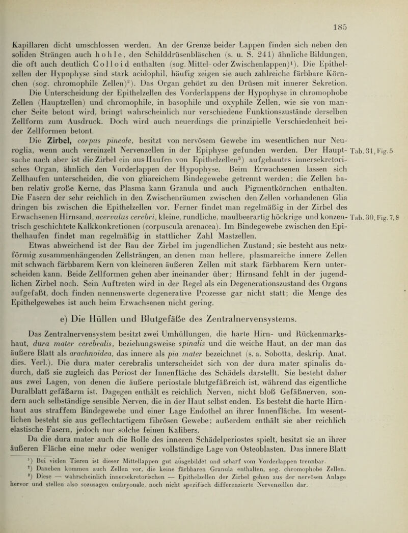 Kapillaren dicht umschlossen werden. An der Grenze beider Lappen finden sich neben den soliden Strängen auch hohle, den Schilddrüsenbläschen (s. u. S. 241) ähnliche Bildungen, die oft auch deutlich Colloid enthalten (sog. Mittel-oder Zwischenlappen)1). Die Epithel- zellen der Hypophyse sind stark acidophil, häufig zeigen sie auch zahlreiche färbbare Körn- chen (sog. chromophilc Zellen)2). Das Organ gehört zu den Drüsen mit innerer Sekretion. Die Unterscheidung der Epithelzellen des Vorderlappens der Hypophyse in chromophobe Zellen (Hauptzellen) und chromophile, in basophile und oxyphile Zellen, wie sie von man- cher Seite betont wird, bringt wahrscheinlich nur verschiedene Funktionszustände derselben Zellform zum Ausdruck. Doch wird auch neuerdings die prinzipielle Verschiedenheit bei- der Zellformen betont. Die Zirbel, corpus pineale, besitzt von nervösem Gewebe im wesentlichen nur Neu- roglia, wenn auch vereinzelt Nervenzellen in der Epiphyse gefunden werden. Der Haupt- Tab. 31, Fig.5 Sache nach aber ist die Zirbel ein aus Haufen von Epithelzellen3) aufgebautes innersekretori- sches Organ, ähnlich den Vorderlappen der Hypophyse. Beim Erwachsenen lassen sich Zellhaufen unterscheiden, die von gliareichem Bindegewebe getrennt werden; die Zellen ha- ben relativ große Kerne, das Plasma kann Granula und auch Pigmentkörnchen enthalten. Die Fasern der sehr reichlich in den Zwischenräumen zwischen den Zellen vorhandenen Glia dringen bis zwischen die Epithelzellen vor. Ferner findet man regelmäßig in der Zirbel des Erwachsenen Hirnsand, acervulus cerebri, kleine, rundliche, maulbeerartig höckrige und konzen- Tab. 30, Fig. 7,8 Irisch geschichtete Kalkkonkretionen (corpuscula arenaoea). Im Bindegewebe zwischen den Epi- thelhaufen findet man regelmäßig in stattlicher Zahl Mastzellen. Etwas abweichend ist der Bau der Zixbel im jugendlichen Zustand; sie besteht aus netz- förmig zusammenhängenden Zellsträngen, an denen man hellere, plasmareiche innere Zellen mit schwach färbbarem Kern von kleineren äußeren Zellen mit stark färbbarem Kern unter- scheiden kann. Beide Zellformen gehen aber ineinander über; Hirnsand fehlt in der jugend- lichen Zirbel noch. Sein Auftreten wird in der Regel als ein Degenerationszustand des Organs aufgefaßt, doch finden nennenswerte degenerative Prozesse gar nicht statt; die Menge des Epithelgewebes ist auch beim Erwachsenen nicht gering. e) Die Hüllen und Blutgefäße des Zentralnervensystems. Das Zentralnervensystem besitzt zwei Umhüllungen, die harte Hirn- und Rückenmarks- haut, dura maler cerebralis, beziehungsweise spinalis und die weiche Haut, an der man das äußere Blatt als arachnoidea, das innere als pia mater bezeichnet (s. a. Sobotta, deskrip. Anat. dies. Verl.). Die dura mater cerebralis unterscheidet sich von der dura mater spinalis da- durch, daß sie zugleich das Periost der Innenfläche des Schädels darstellt. Sie besteht daher aus zwei Lagen, von denen die äußere periostale blutgefäßreich ist, während das eigentliche Duralblatt gefäßarm ist. Dagegen enthält es reichlich Nerven, nicht bloß Gefäßnerven, son- dern auch selbständige sensible Nerven, die in der Haut selbst enden. Es besteht die harte Hirn- haut aus straffem Bindegewebe und einer Lage Endothel an ihrer Innenfläche. Im wesent- lichen besteht sie aus geflechtartigem fibrösen Gewebe; außerdem enthält sie aber reichlich elastische Fasern, jedoch nur solche feinen Kalibers. Da die dura mater auch die Rolle des inneren Schädelperiostes spielt, besitzt sie an ihrer äußeren Fläche eine mehr oder weniger vollständige Lage von Osteoblasten. Das innere Blatt ’) Bei vielen Tieren ist dieser Mittellappen gut ausgebildet und scharf vom Vorderlappen trennbar. *) Daneben kommen auch Zellen vor, die keine färbbaren Granula enthalten, sog. chromophobe Zellen. s) Diese — wahrscheinlich innersekretorischen — Epithelzellen der Zirbel gehen aus der nervösen Anlage hervor und stellen also sozusagen embryonale, noch nicht spezifisch differenzierte Nervenzellen dar.