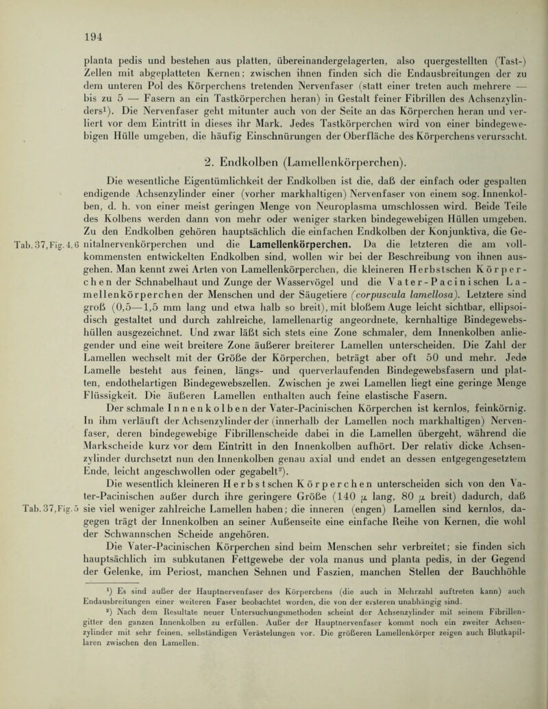 planta pedis und bestehen aus platten, übereinandergelagerten, also quergestellten (Tast-) Zellen mit abgeplatteten Kernen; zwischen ihnen finden sich die Endausbreitungen der zu dem unteren Pol des Körperchens tretenden Nervenfaser (statt einer treten auch mehrere — bis zu 5 — Fasern an ein Tastkörperchen heran) in Gestalt feiner Fibrillen des Achsenzylin- ders1). Die Nervenfaser geht mitunter auch von der Seite an das Körperchen heran und ver- liert vor dem Eintritt in dieses ihr Mark. Jedes Tastkörperchen wird von einer bindegewe- bigen Hülle umgeben, die häufig Einschnürungen der Oberfläche des Körperchens verursacht. 2. Endkolben (Lamellenkörperchen). Die wesentliche Eigentümlichkeit der Endkolben ist die, daß der einfach oder gespalten endigende Achsenzylinder einer (vorher markhaltigen) Nei'venfaser von einem sog. Innenkol- ben, d. h. von einer meist geringen Menge von Neuroplasma umschlossen wird. Beide Teile des Kolbens werden dann von mehr oder weniger starken bindegewebigen Hüllen umgeben. Zu den Endkolben gehören hauptsächlich die einfachen Endkolben der Konjunktiva, die Ge- Tab. 37,Fig.4,6 nitalnervenkörperchen und die Lamellenkörperchen. Da die letzteren die am voll- kommensten entwickelten Endkolben sind, wollen wir bei der Beschreibung von ihnen aus- gehen. Man kennt zwei Arten von Lamellenkörperchen, die kleineren Herbstschen Körper- chen der Schnabelhaut und Zunge der Wasservögel und die Yater-Pacini sehen La- mellenkörperchen der Menschen und der Säugetiei’e (corpuscula lamellosa). Letztere sind groß (0,5—1,5 mm lang und etwa halb so breit), mit bloßem Auge leicht sichtbar, ellipsoi- disch gestaltet und durch zahlreiche, lamellenartig angeoi’dnete, kernhaltige Bindegewebs- hüllen ausgezeichnet. Und zwar läßt sich stets eine Zone schmaler, dem Innenkolben anlie- gender und eine weit breitere Zone äußerer breiterer Lamellen unterscheiden. Die Zahl der Lamellen wechselt mit der Größe der Körperchen, beträgt aber oft 50 und mehr. Jede Lamelle besteht aus feinen, längs- und quervexdaufenden Bindegewebsfasern und plat- ten, endothelartigen Bindegewebszellen. Zwischen je zwei Lamellen liegt eine geringe Menge Flüssigkeit. Die äußei'en Lamellen enthalten auch feine elastische Fasern. Der schmale Innenkolben der Vater-Pacinischen Körperchen ist kernlos, feinkörnig. In ihm verläuft der Achsenzylinder der (innerhalb der Lamellen noch markhaltigen) Nerven- faser, deren bindegewebige Fibrillenscheide dabei in die Lamellen übergeht, während die Markscheide kurz vor dem Eintritt in den Innenkolben aufhört. Der relativ dicke Achsen- zylinder durchsetzt nun den Innenkolben genau axial und endet an dessen entgegengesetztem Ende, leicht angeschwollen oder gegabelt2). Die wesentlich kleineren Herbst sehen Körperchen unterscheiden sich von den \ a- ter-Pacinischen außer durch ihre geringere Größe (140 p. lang, 80 p breit) dadurch, daß Tab. 37,Fig.5 sie viel weniger zahli'eiche Lamellen haben; die inneren (engen) Lamellen sind kernlos, da- gegen trägt der Innenkolben an seiner Außenseite eine einfache Beihe von Kernen, die wohl der Schwannschen Scheide angehören. Die Vater-Pacinischen Körperchen sind beim Menschen sehr verbreitet; sie finden sich hauptsächlich im subkutanen Fettgewebe der vola manus und planta pedis, in der Gegend der Gelenke, im Periost, manchen Sehnen und Faszien, manchen Stellen der Bauchhöhle *) Es sind außer der Hauptnervenfaser des Körperchens (die auch in Mehrzahl auftreten kann) auch Endaushreitungen einer weiteren Faser beobachtet worden, die von der ersteren unabhängig sind. 2) Nach dem Resultate neuer Untersuchungsmethoden scheint der Achsenzylinder mit seinem Fibrillen- gitter den ganzen Innenkolben zu erfüllen. Außer der Hauptnervenfasor kommt noch ein zweiter Achsen- zylinder mit sehr feinen, selbständigen Verästelungen vor. Die größeren Lamellenkörper zeigen auch Blutkapil- laren zwischen den Lamellen.