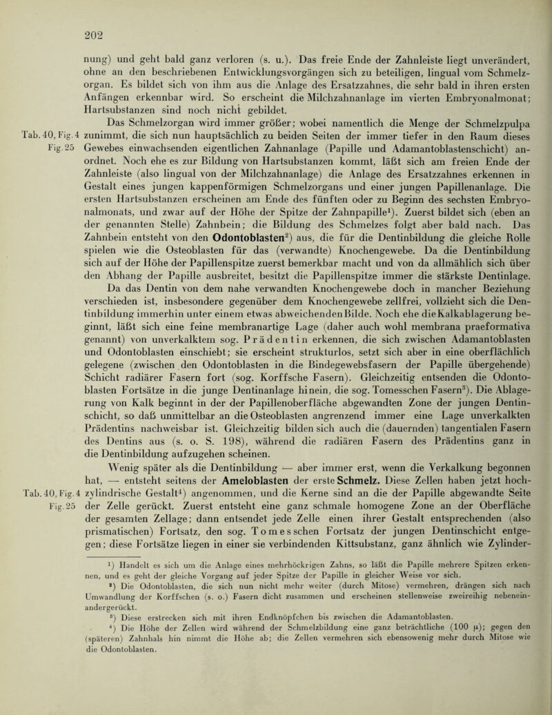 nung) und geht bald ganz verloren (s. u.). Das freie Ende der Zahnleiste liegt unverändert, ohne an den beschriebenen Entwicklungsvorgängen sich zu beteiligen, lingual vom Schmelz- organ. Es bildet sich von ihm aus die Anlage des Ersatzzahnes, die sehr bald in ihren ersten Anfängen erkennbar wird. So erscheint die Milchzahnanlage im vierten Embryonalmonat; Hartsubstanzen sind noch nicht gebildet. Das Schmelzorgan wird immer größer; wobei namentlich die Menge der Schmelzpulpa Tab. 40, Fig.4 zunimmt, die sich nun hauptsächlich zu beiden Seiten der immer tiefer in den Raum dieses Fig.25 Gewebes einwachsenden eigentlichen Zahnanlage (Papille und Adamantoblastenschicht) an- ordnet. Noch ehe es zur Bildung von Hartsubstanzen kommt, läßt sich am freien Ende der Zahnleiste (also lingual von der Milchzahnanlage) die Anlage des Ersatzzahnes erkennen in Gestalt eines jungen kappenförmigen Schmelzorgans und einer jungen Papillenanlage. Die ersten Hartsubstanzen erscheinen am Ende des fünften oder zu Beginn des sechsten Embryo- nalmonats, und zwar auf der Höhe der Spitze der Zahnpapille1). Zuerst bildet sich (eben an der genannten Stelle) Zahnbein; die Bildung des Schmelzes folgt aber bald nach. Das Zahnbein entsteht von den Odontoblasten2) aus, die für die Dentinbildung die gleiche Rolle spielen wie die Osteoblasten für das (verwandte) Knochengewebe. Da die Dentinbildung sich auf der Höhe der Papillenspitze zuerst bemerkbar macht und von da allmählich sich über den Abhang der Papille ausbreitet, besitzt die Papillenspitze immer die stärkste Dentinlage. Da das Dentin von dem nahe verwandten Knochengewebe doch in mancher Beziehung verschieden ist, insbesondere gegenüber dem Knochengewebe zellfrei, vollzieht sich die Den- tinbildung immerhin unter einem etwas abweichenden Bilde. Noch ehe die Kalkablagerung be- ginnt, läßt sich eine feine membranartige Lage (daher auch wohl membrana praeformativa genannt) von unverkalktem sog. Prädentin erkennen, die sich zwischen Adamantoblasten und Odontoblasten einschiebt; sie erscheint strukturlos, setzt sich aber in eine oberflächlich gelegene (zwischen den Odontoblasten in die Bindegewebsfasern der Papille übergehende) Schicht radiärer Fasern fort (sog. Korffsche Fasern). Gleichzeitig entsenden die Odonto- blasten Fortsätze in die junge Dentinanlage hinein, die sog. Tomesschen Fasern3). Die Ablage- rung von Kalk beginnt in der der Papillenoberfläche abgewandten Zone der jungen Dentin- schicht, so daß unmittelbar an die Osteoblasten angrenzend immer eine Lage unverkalkten Prädentins nachweisbar ist. Gleichzeitig bilden sich auch die (dauernden) tangentialen Fasern des Dentins aus (s. o. S. 198), während die radiären Fasern des Prädentins ganz in die Dentinbildung aufzugehen scheinen. Wenig später als die Dentinbildung — aber immer erst, wenn die Verkalkung begonnen hat, — entsteht seitens der Ameloblasten der erste Schmelz. Diese Zellen haben jetzt hoch- Tab. 40, Fig.4 zylindrische Gestalt4) angenommen, und die Kerne sind an die der Papille abgewandte Seite Fig.25 der Zelle gerückt. Zuerst entsteht eine ganz schmale homogene Zone an der Oberfläche der gesamten Zellage; dann entsendet jede Zelle einen ihrer Gestalt entsprechenden (also prismatischen) Fortsatz, den sog. Tomesschen Fortsatz der jungen Dentinschicht entge- gen; diese Fortsätze liegen in einer sie verbindenden Kittsubstanz, ganz ähnlich wie Zylinder- 1) Handelt es sich um die Anlage eines mehrhöckrigen Zahns, so läßt die Papille mehrere Spitzen erken- nen, und es geht der gleiche Vorgang auf jeder Spitze der Papille in gleicher Weise vor sich. *) Die Odontoblasten, die sich nun nicht mehr weiter (durch Mitose) vermehren, drängen sich nach Umwandlung der Korffschen (s. o.) Fasern dicht zusammen und erscheinen stellenweise zweireihig nebenein- andergerückt. 8) Diese erstrecken sich mit ihren Endknöpfchen bis zwischen die Adamantoblasten. 4) Die Höhe der Zellen wird während der Schmelzbildung eine ganz beträchtliche (100 p); gegen den (späteren) Zahnhals hin nimmt die Höhe ab; die Zellen vermehren sich ebensowenig mehr durch Mitose wie die Odontoblasten.