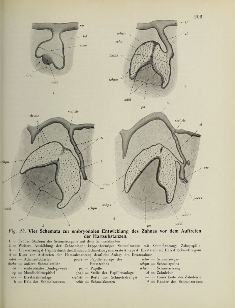 schli 1 rschstr schslr scho äschz schpu adbl - eP zl scho ' + schpu 4 pa adbl ers Fig. 2U. Vier Schemata zur embryonalen Entwicklung des Zahnes vor dem Auftreten der Hartsubstanzen. 1 = Frühes Stadium des Schmelzorgans mit dem Schmelzknoten 2 = Weitere Ausbildung der Zahnanlage; kappenförmiges Schmelzorgan mit Schmelzstrang; Zahnpapille. 3 = L mwachsung d. PapilledurchdieRänderd. Schmelzorgans; erste Anlage d. Ersatzzahnes; Hals d. Schmelzorgans 4 = Kurz vor Auftreten der Hartsubstanzen; deutliche Anlage des Ersatzzahnes. adbl = Adamantoblasten paers = Papillenanlage des scho = Schmelzorgan äschz = äußere Schmelzzellen Ersatzzahns schpu = Schmelzpulpa bd = embryonales Bindegewebe pa = Papille schstr = Schmelzstrang ep = Mundhöhlenepithel (pa) — Stelle der Papillenanlage zl = Zahnleiste ers = Ersatzzahnanlage rschstr = Reste des Schmelzstranges -(- h = Hals des Schmelzorgans schk = Schmelzknoten * freies Ende der Zahnleiste Ränder des Schmelzorgans