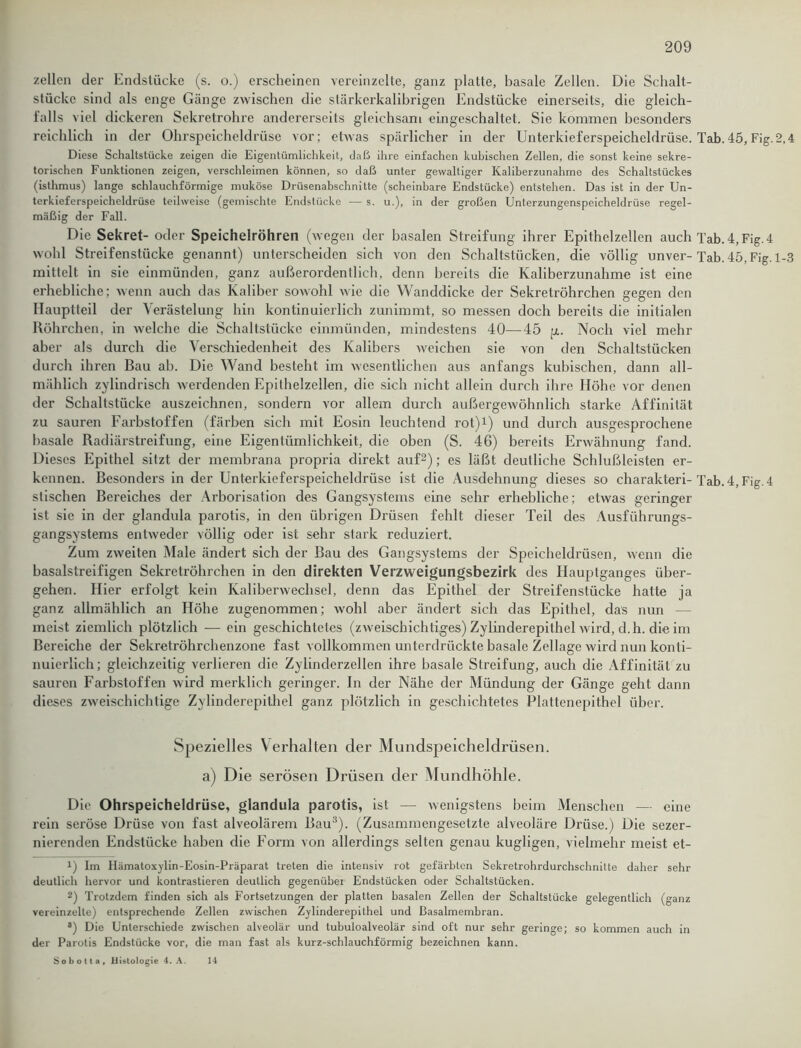 zellen der Endstücke (s. o.) erscheinen vereinzelte, ganz platte, basale Zellen. Die Schalt- stücke sind als enge Gänge zwischen die slärkerkalibrigen Endstücke einerseits, die gleich- falls viel dickeren Sekretrohre andererseits gleichsam eingeschaltet. Sie kommen besonders reichlich in der Ohrspeicheldrüse vor ; etwas spärlicher in der Unterkieferspeicheldrüse. Tab. 45, Fig. 2,4 Diese Schaltstücke zeigen die Eigentümlichkeit, daß ihre einfachen kubischen Zellen, die sonst keine sekre- torischen Funktionen zeigen, verschleimen können, so daß unter gewaltiger Kaliberzunahme des Schaltstückes (isthmus) lange schlauchförmige muköse Drüsenabschnitte (scheinbare Endstücke) entstehen. Das ist in der Un- terkieferspeicheldrüse teilweise (gemischte Endstücke — s. u.), in der großen Unterzungenspeicheldrüse regel- mäßig der Fall. Die Sekret- oder Speichelröhren (wegen der basalen Streifung ihrer Epithelzellen auch Tab.4,Fig.4 wohl Streifenstücke genannt) unterscheiden sich von den Schaltstücken, die völlig unver- Tab. 45, Fig. 1-3 mittelt in sie einmünden, ganz außerordentlich, denn bereits die Kaliberzunahme ist eine erhebliche; wenn auch das Kaliber sowohl wie die Wanddicke der Sekretröhrchen gegen den Hauptteil der Verästelung hin kontinuierlich zunimmt, so messen doch bereits die initialen Röhrchen, in welche die Schaltstücke einmünden, mindestens 40—45 p.. Noch viel mehr aber als durch die Verschiedenheit des Kalibers weichen sie von den Schaltstücken durch ihren Bau ah. Die Wand besteht im wesentlichen aus anfangs kubischen, dann all- mählich zylindrisch werdenden Epithelzellen, die sich nicht allein durch ihre Höhe vor denen der Schaltstücke auszeichnen, sondern vor allem durch außergewöhnlich starke Affinität zu sauren Farbstoffen (färben sich mit Eosin leuchtend rot)1) und durch ausgesprochene basale Radiärstreifung, eine Eigentümlichkeit, die oben (S. 46) bereits Erwähnung fand. Dieses Epithel sitzt der membrana propria direkt auf2); es läßt deutliche Schlußleisten er- kennen. Besonders in der Unterkieferspeicheldrüse ist die Ausdehnung dieses so charakteri- Tab. 4, Fig. 4 stischen Bereiches der Arborisation des Gangsystems eine sehr erhebliche; etwas geringer ist sie in der glandula parotis, in den übrigen Drüsen fehlt dieser Teil des Ausführungs- gangsystems entweder völlig oder ist sehr stark reduziert. Zum zweiten Male ändert sich der Bau des Gangsystems der Speicheldrüsen, wenn die basalstreifigen Sekretröhrchen in den direkten Verzweigungsbezirk des Hauptganges über- gehen. Hier erfolgt kein Kaliberwechsel, denn das Epithel der Streifenstücke hatte ja ganz allmählich an Höhe zugenommen; wohl aber ändert sich das Epithel, das nun — meist ziemlich plötzlich — ein geschichtetes (zweischichtiges) Zylinderepithel wird, d.h. die im Bereiche der Sekretröhrchenzone fast vollkommen unterdrückte basale Zellage wird nun konti- nuierlich; gleichzeitig verlieren die Zylinderzellen ihre basale Streifung, auch die Affinität zu sauren Farbstoffen wird merklich geringer. In der Nähe der Mündung der Gänge geht dann dieses zweischichtige Zylinderepithel ganz plötzlich in geschichtetes Plattenepithel über. Spezielles Verhalten der Mundspeicheldrüsen. a) Die serösen Drüsen der Mundhöhle. Die Ohrspeicheldrüse, glandula parotis, ist — wenigstens beim Menschen — eine rein seröse Drüse von fast alveolärem Bau3). (Zusammengesetzte alveoläre Drüse.) Die sezer- nierenden Endstücke haben die Form von allerdings selten genau kugligen, vielmehr meist et- x) Im Hämatoxylin-Eosin-Präparat treten die intensiv rot gefärbten Sekretrohrdurchschnilte daher sehr deutlich hervor und kontrastieren deutlich gegenüber Endstücken oder Schaltstücken. 2) Trotzdem finden sich als Fortsetzungen der platten basalen Zellen der Schaltstücke gelegentlich (ganz vereinzelte) entsprechende Zellen zwischen Zylinderepithel und Basalmembran. 8) Die Unterschiede zwischen alveolär und tubuloalveolär sind oft nur sehr geringe; so kommen auch in der Parotis Endstücke vor, die man fast als kurz-schlauchförmig bezeichnen kann. Sobotta, Histologie 4. A. 14