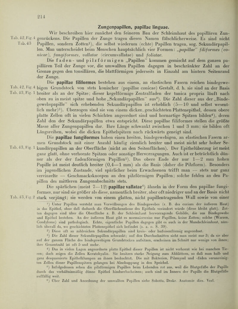 Zungenpapillen, papillae linguae. Wir beschreiben hier zunächst den feineren Bau der Schleimhaut des papillären Zun- Tab.42,Fig. 4 genrückens. Die Papillen der Zunge tragen diesen Namen fälschlicherweise. Es sind nicht Tab. 43 Papillen, sondern Zotten1), die selbst wiederum (echte) Papillen tragen, sog. Sekundärpapil- len. Man unterscheidet beim Menschen hauptsächlich vier Formen: ,,papillae“ filiformes (co- nicae), funcjiformes, vallatae (circumvallatae) und foliatae. Die faden - und pilzförmigen ,,Papillen“ kommen gemischt auf dem ganzen pa- pillären Teil der Zunge vor, die umwallten Papillen dagegen in beschränkter Zahl an der Grenze gegen den tonsillären, die blattförmigen jederseits in Einzahl am hintern Seitenrand der Zunge. Die papillae filiformes bestehen aus einem, an elastischen Fasern reichen bindegewe- Tab.42, Fig.4 bigen Grundstock von stets konischer (papillae conicae) Gestalt, d. h. sie sind an der Basis Tab.43,Fig. 1 breiter als an der Spitze; dieser kegelförmige Zentralfaden der tunica propria läuft nach oben zu in meist spitze und hohe „Sekundärpapillen“ aus2). Die Zahl dieser aus der „Binde- gewebspapille“ sich erhebenden Sekundärpapillen ist erheblich (5—10 und selbst wesent- lich mehr)3). Überzogen sind sie von einem dicken, geschichteten Plattenepithel, dessen obere platte Zellen oft in vielen Schichten angeordnet sind und hornartige Spitzen bilden4), deren Zahl den der Sekundärpapillen etwa entspricht. Diese papillae filiformes stellen die größte Masse aller Zungenpapillen dar. Ihre Fänge schwankt zwischen 1 und 3 mm; sie bilden oft Längsreihen, wobei die dicken Epithelspitzen nach rückwärts geneigt sind. Die papillae fungiformes haben einen breiten, bindegewebigen, an elastischen Fasern ar- men Grundstock mit einer Anzahl häufig ziemlich breiter und meist nicht sehr hoher Se- Tab. 43, Fig. 1 kundärpapillen an der Oberfläche (nicht an den Seitenflächen). Der Epithelüberzug ist meist ganz glatt, ohne verhornte Spitzen oder sonstige Hervorragungen. Auch ist er beträchtlich dün- ner als der der fadenförmigen Papillen5). Das obere Ende der nur 1—2 mm hohen Papille ist meist deutlich breiter (0,4—1 mm) als die Basis (daher die Pilzform). Besonders im jugendlichen Zustande, viel spärlicher beim Erwachsenen trifft man — stets nur ganz vereinzelte — Geschmacksknospen an den pilzförmigen Papillen; solche fehlen an den Pa- pillen des mittleren Zungenabschnitts stets. Die spärlichen (meist 7—12) papillae vallatae15) ähneln in der Form den papillae fungi- formes, nur sind sie größer als diese, namentlich breiter, aber oft niedriger und an der Basis nicht Tab.43,Fig.2 stark verjüngt; sie werden von einem glatten, nicht papillentragenden Wall sowie von einer 1) Unter Papillen versteht man Vorwölbungen des Bindegewebes (z. B. des corium der äußeren Haut) in das Epithel, ohne daß dadurch die Oberflächenebene des Epithels verändert würde (diese bleibt glatt). Zot- ten dagegen sind über die Oberfläche z. B. der Schleimhaut hervorragende Gebilde, die aus Bindegewebe und Epithel bestehen. An der äußeren Haut gibt es normalerweise nur Papillen, keine Zotten; solche (Warzen, Condylome) sind pathologisch. Echte, eigentliche Papillen dagegen gibt es auch in der Mundschleimhaut, näm- lich überall da, wo geschichtetes Plattenepithel sich befindet (s. a. o. S. 39). 2) Diese oft so zahlreichen Sekundärpapillen sind kreis- oder hufeisenförmig angeordnet. 3) Die Zahl dieser Sekundärpapillen schwankt; auf den Durchschnitten sieht man meist nur 3; da sie aber auf der ganzen Fläche des bindegewebigen Grundstockes aufsitzen, erscheinen im Schnitt nur wenige von ihnen; ihre Gesamtzahl ist oft 5 und mehr. 4) Das in vielen Lagen angeordnete platte Epithel dieser Papillen ist nicht verhornt wie bei manchen Tie- ren; doch zeigen die Zellen Keratohyalin. Sie besitzen starke Neigung zum Abblättern, so daß man halb und ganz desquamierte Epithelklumpen an ihnen beobachtet. Die mit Bakterien, Pilzmyzel und -fäden verunreinig- ten Zellen dieser Papillenspitzen gelangen bei Abschuppung in den Speichel. 6) Infolgedessen sehen die pilzförmigen Papillen beim Lebenden rot aus, weil die Blutgefäße der Papille durch das verhältnismäßig dünne Epithel hindurchscheinen; auch sind im Innern der Papille die Blutgefäße auffällig weit. 6) Über Zahl und Anordnung der umwallten Papillen siehe Sobotta, Deskr. Anatomie dies. Verl.
