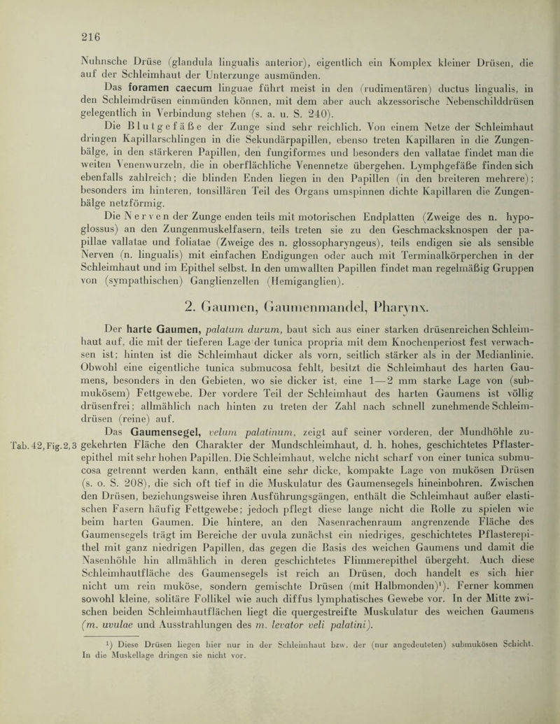 Nuhnsche Drüse (glandula lingualis anterior), eigentlich ein Komplex kleiner Drüsen, die auf der Schleimhaut der Unterzunge ausmünden. Das foramen caecum linguae führt meist in den (rudimentären) ductus lingualis, in den Schleimdrüsen einmünden können, mit dem aber auch akzessorische Nebenschilddrüsen gelegentlich in Verbindung stehen (s. a. u. S. 240). Die Blutgefäße der Zunge sind sehr reichlich. Von einem Netze der Schleimhaut dringen Kapillarschlingen in die Sekundärpapillen, ebenso treten Kapillaren in die Zungen- bälge, in den stärkeren Papillen, den fungiformes und besonders den vallatae findet man die weiten 1 enenwurzeln, die in oberflächliche Venennetze übergehen. Lymphgefäße finden sich ebenfalls zahlreich; die blinden Enden liegen in den Papillen (in den breiteren mehrere); besonders im hinteren, tonsillären Teil des Organs umspinnen dichte Kapillaren die Zungen- bälge netzförmig. Die N e r v e n der Zunge enden teils mit motorischen Endplatten (Zweige des n. hypo- glossus) an den Zungenmuskelfasern, teils treten sie zu den Geschmacksknospen der pa- pillae vallatae und foliatae (Zweige des n. glossopharyngeus), teils endigen sie als sensible Nerven (n. lingualis) mit einfachen Endigungen oder auch mit Terminalkörperchen in der Schleimhaut und im Epithel selbst. In den umwallten Papillen findet man regelmäßig Gruppen von (sympathischen) Ganglienzellen (Hemiganglicn). 2. Gaumen, Gaumenmandel, Pharynx. Der harte Gaumen, palatum durum, baut sich aus einer starken drüsenreichen Schleim- haut auf, die mit der tieferen Lage der tunica propria mit dem Knochenperiost fest verwach- sen ist; hinten ist die Schleimhaut dicker als vorn, seitlich stärker als in der Medianlinie. Obwohl eine eigentliche tunica submucosa fehlt, besitzt die Schleimhaut des harten Gau- mens, besonders in den Gebieten, wo sie dicker ist, eine 1—2 mm starke Lage von (sub- mukösem) Fettgewebe. Der vordere Teil der Schleimhaut des harten Gaumens ist völlig drüsenfrei; allmählich nach hinten zu treten der Zahl nach schnell zunehmende Schleim- drüsen (reine) auf. Das Gaumensegel, velum palalinum, zeigt auf seiner vorderen, der Mundhöhle zu- Tab.42,Fig.2,3 gekehrten Fläche den Charakter der Mundschleimhaut, d. h. hohes, geschichtetes Pflaster- epithel mit sehr hohen Papillen. Die Schleimhaut, welche nicht scharf von einer tunica submu- cosa getrennt werden kann, enthält eine sehr dicke, kompakte Lage von mukösen Drüsen (s. o. S. 208), die sich oft tief in die Muskulatur des Gaumensegels hineinbohren. Zwischen den Drüsen, beziehungsweise ihren Ausführungsgängen, enthält die Schleimhaut außer elasti- schen Fasern häufig Fettgewebe; jedoch pflegt diese lange nicht die Bolle zu spielen Avie beim harten Gaumen. Die hintere, an den Nasenrachenraum angrenzende Fläche des Gaumensegels trägt im Bereiche der uvula zunächst ein niedriges, geschichtetes Pflasterepi- thel mit ganz niedrigen Papillen, das gegen die Basis des weichen Gaumens und damit die Nasenhöhle hin allmählich in deren geschichtetes Flimmerepithel übergeht. Auch diese Schleimhautfläche des Gaumensegels ist reich an Drüsen, doch handelt es sich hier nicht um rein muköse, sondern gemischte Drüsen (mit Halbmonden)1). Ferner kommen sowohl kleine, solitäre Follikel wie auch diffus lymphatisches Gewebe vor. In der Mitte zwi- schen beiden Schleimhautflächen liegt die quergestreifte Muskulatur des weichen Gaumens (m. uvulae und Ausstrahlungen des m. levator veli palalini). x) Diese Drüsen liegen hier nur in der Schleimhaut hzw. der (nur angedeuteten) submukösen Schicht. In die Muskellage dringen sie nicht vor.