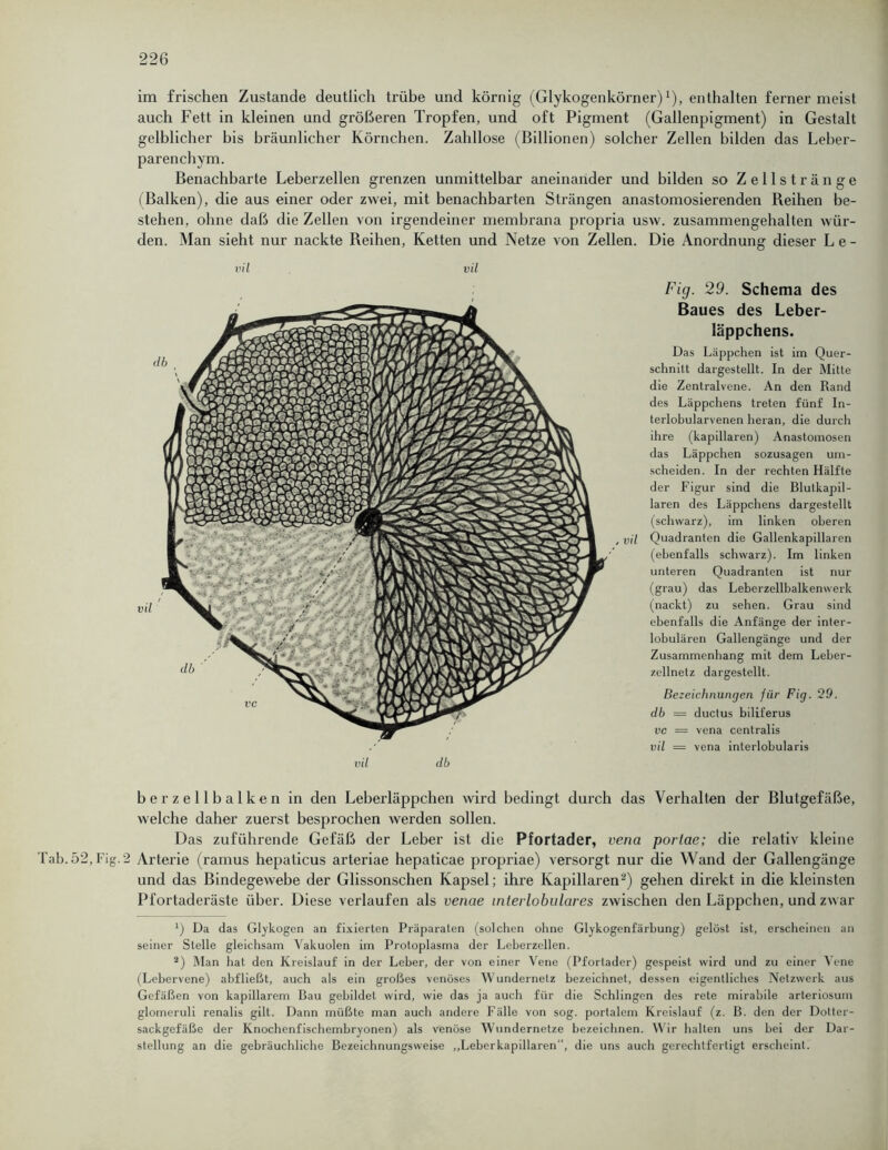 im frischen Zustande deutlich trübe und körnig (Glykogenkörner)1), enthalten ferner meist auch Fett in kleinen und größeren Tropfen, und oft Pigment (Gallenpigment) in Gestalt gelblicher bis bräunlicher Körnchen. Zahllose (Billionen) solcher Zellen bilden das Leber- parenchym. Benachbarte Leberzellen grenzen unmittelbar- aneinander und bilden so Zellstränge (Balken), die aus einer oder zwei, mit benachbarten Strängen anastomosierenden Reihen be- stehen, ohne daß die Zellen von irgendeiner membrana propria usw. zusammengehalten wür- den. Man sieht nur nackte Reihen, Ketten und Netze von Zellen. Die Anordnung dieser L e - Fig. 29. Schema des Baues des Leber- läppchens. Das Läppchen ist im Quer- schnitt dargestellt. In der Mitte die Zentralvene. An den Rand des Läppchens treten fünf In- terlobularvenen heran, die durch ihre (kapillaren) Anastomosen das Läppchen sozusagen um- scheiden. In der rechten Hälfte der Figur sind die Blutkapil- laren des Läppchens dargestellt (schwarz), im linken oberen , vil Quadranten die Gallenkapillaren (ebenfalls schwarz). Im linken unteren Quadranten ist nur (grau) das Leberzellbalkenwerk (nackt) zu sehen. Grau sind ebenfalls die Anfänge der inter- lobulären Gallengänge und der Zusammenhang mit dem Leber- zellnetz dargestellt. Bezeichnungen für Fig. 29. db = ductus biliferus vc = vena centralis vil — vena interlobularis berzellbalken in den Leberläppchen wird bedingt durch das Verhalten der Blutgefäße, welche daher zuerst besprochen werden sollen. Das zuführende Gefäß der Leber ist die Pfortader, vena portae; die relativ kleine ab. 52, Fig. 2 Arterie (ramus hepaticus arteriae hepaticae propriae) versorgt nur die Wand der Gallengänge und das Bindegewebe der Glissonschen Kapsel; ihre Kapillaren2) gehen direkt in die kleinsten Pfortaderäste über. Diese verlaufen als venae interlobulares zwischen den Läppchen, und zwar Q Da das Glykogen an fixierten Präparaten (solchen ohne Glykogenfärbung) gelöst ist, erscheinen an seiner Stelle gleichsam Vakuolen im Protoplasma der Lebcrzellen. 2) Man hat den Kreislauf in der Leber, der von einer Vene (Pfortader) gespeist wird und zu einer Wne (Lebervene) abfließt, auch als ein großes venöses Wundernetz bezeichnet, dessen eigentliches Netzwerk aus Gefäßen von kapillarem Bau gebildet wird, wie das ja auch für die Schlingen des rete mirabile arteriosum glomeruli renalis gilt. Dann müßte man auch andere Fälle von sog. portalem Kreislauf (z. B. den der Dotter- sackgefäße der Knochenfischembryonen) als venöse Wundernetze bezeichnen. Wir halten uns bei der Dar- stellung an die gebräuchliche Bezeichnungsweise „Leberkapillaren“, die uns auch gerechtfertigt erscheint.