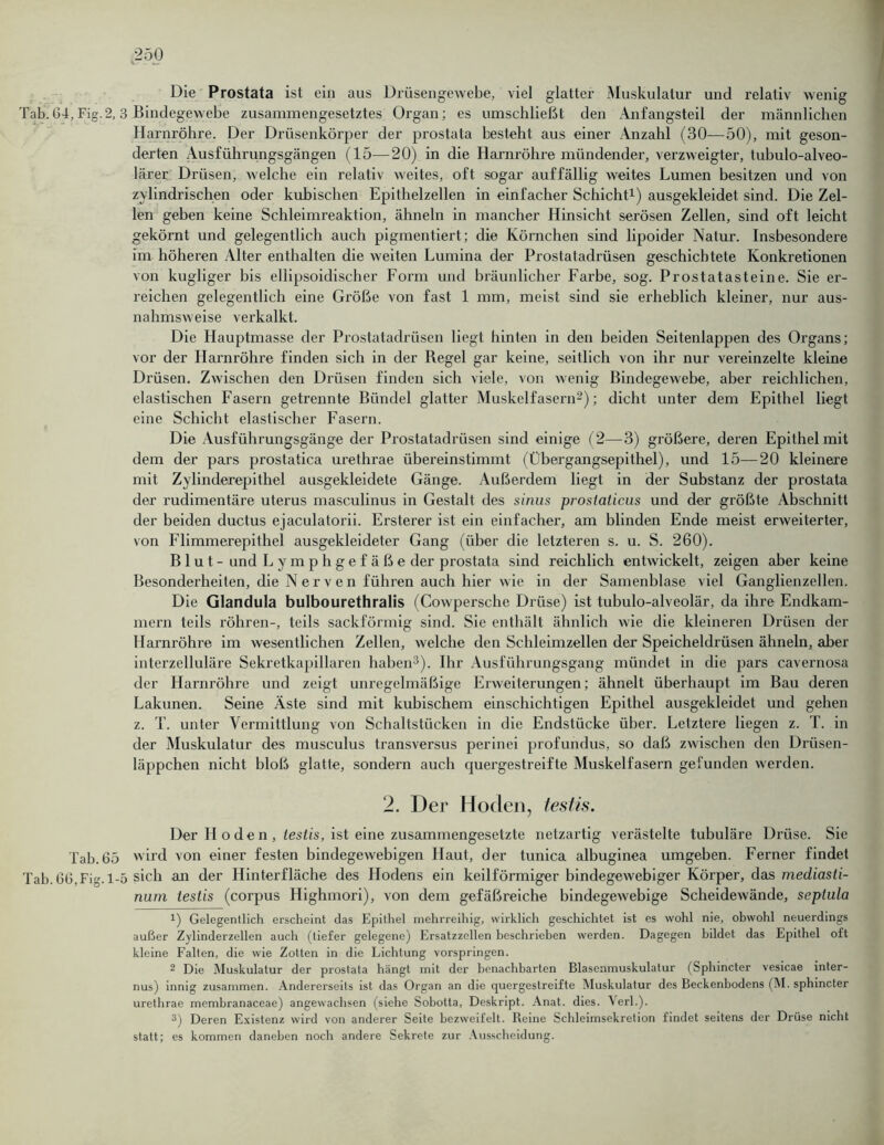 Die Prostata ist ein aus Drüsengewebe, viel glatter Muskulatur und relativ wenig Tab. 64, Fig.2,3 Bindegewebe zusammengesetztes Organ; es umschließt den Anfangsteil der männlichen Harnröhre. Der Drüsenkörper der prostata besteht aus einer Anzahl (30—50), mit geson- derten Ausführungsgängen (15—20) in die Harnröhre mündender, verzweigter, tubulo-alveo- lärer Drüsen, welche ein relativ weites, oft sogar auffällig weites Lumen besitzen und von zylindrischen oder kubischen Epithelzellen in einfacher Schicht1) ausgekleidet sind. Die Zel- len geben keine Schleimreaktion, ähneln in mancher Hinsicht serösen Zellen, sind oft leicht gekörnt und gelegentlich auch pigmentiert; die Körnchen sind lipoider Natur. Insbesondere im höheren Alter enthalten die weiten Lumina der Prostatadrüsen geschichtete Konkretionen von kugliger bis ellipsoidischer Form und bräunlicher Farbe, sog. Prostatasteine. Sie er- reichen gelegentlich eine Größe von fast 1 mm, meist sind sie erheblich kleiner, nur aus- nahmsweise verkalkt. Die Hauptmasse der Prostatadrüsen liegt hinten in den beiden Seitenlappen des Organs; vor der Harnröhre finden sich in der Regel gar keine, seitlich von ihr nur vereinzelte kleine Drüsen. Zwischen den Drüsen finden sich viele, von wenig Bindegewebe, aber reichlichen, elastischen Fasern getrennte Bündel glatter Muskelfasern2); dicht unter dem Epithel liegt eine Schicht elastischer Fasern. Die Ausführungsgänge der Prostatadrüsen sind einige (2—3) größere, deren Epithel mit dem der pars prostatica urethrae übereinstimmt (Übergangsepithel), und 15—20 kleinere mit Zylinderepithel ausgekleidete Gänge. Außerdem liegt in der Substanz der prostata der rudimentäre uterus masculinus in Gestalt des sinus prostaticus und der größte Abschnitt der beiden ductus ejaculatorii. Ersterer ist ein einfacher, am blinden Ende meist erweiterter, von Flimmerepithel ausgekleideter Gang (über die letzteren s. u. S. 260). Blut- und Lymphgefäße der prostata sind reichlich entwickelt, zeigen aber keine Besonderheiten, die Nerven führen auch hier wie in der Samenblase viel Ganglienzellen. Die Glandula bulbourethralis (Cowpersche Drüse) ist tubulo-alveolär, da ihre Endkam- mern teils röhren-, teils sackförmig sind. Sie enthält ähnlich wie die kleineren Drüsen der Harnröhre im wesentlichen Zellen, welche den Schleimzellen der Speicheldrüsen ähneln, aber interzelluläre Sekretkapillaren haben3). Ihr Ausführungsgang mündet in die pars cavernosa der Harnröhre und zeigt unregelmäßige Erweiterungen; ähnelt überhaupt im Bau deren Lakunen. Seine Äste sind mit kubischem einschichtigen Epithel ausgekleidet und gehen z. T. unter Vermittlung von Schaltstücken in die Endstücke über. Letztere liegen z. T. in der Muskulatur des musculus transversus perinei profundus, so daß zwischen den Drüsen- läppchen nicht bloß glatte, sondern auch quergestreifte Muskelfasern gefunden werden. 2. Der Hoden, festis. Der H oden , testis, ist eine zusammengesetzte netzartig verästelte tubuläre Drüse. Sie Tab. 65 wird von einer festen bindegewebigen Haut, der tunica albuginea umgeben. Ferner findet Tab. 66,Fig. 1-5 sich an der Hinterfläche des Hodens ein keilförmiger bindegewebiger Körper, das mediasti- num testis (corpus Highmori), von dem gefäßreiche bindegewebige Scheidewände, septula 1) Gelegentlich erscheint das Epithel mehrreihig, wirklich geschichtet ist es wohl nie, obwohl neuerdings außer Zylinderzellen auch (tiefer gelegene) Ersatzzellen beschrieben werden. Dagegen bildet das Epithel oft kleine Falten, die wie Zotten in die Lichtung vorspringen. 2 Die Muskulatur der prostata hängt init der benachbarten Blasenmuskulatur (Sphincter vesicae inter- nus) innig zusammen. Andererseits ist das Organ an die quergestreifte Muskulatur des Beckenbodens (M. sphincter urethrae membranaceae) angewachsen (siehe Sobotta, Deskript. Anat. dies. Verl.). 3) Deren Existenz wird von anderer Seite bezweifelt. Reine Schleimsekretion findet seitens der Drüse nicht statt; es kommen daneben noch andere Sekrete zur Ausscheidung.