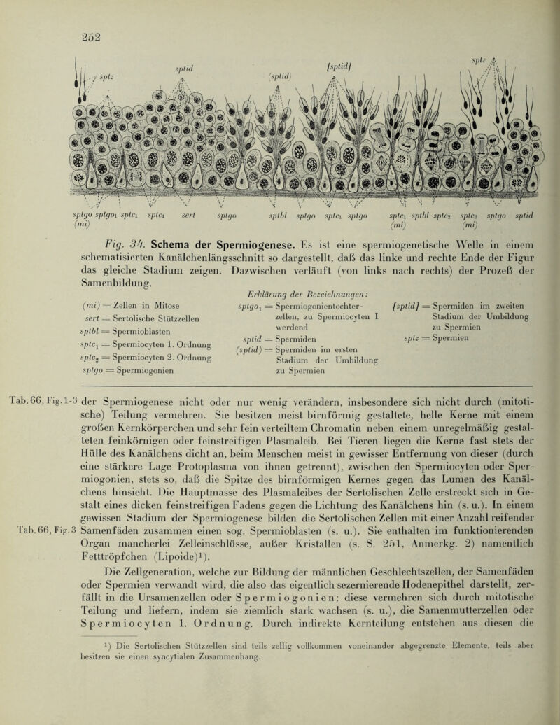 Fig. 54. Schema der Spermiogenese. Es ist eine spermiogenetische Welle in einem schematisierten Kanälchenlängsschnitt so dargestellt, daß das linke und rechte Ende der Figur das gleiche Stadium zeigen. Dazwischen verläuft (von links nach rechts) der Prozeß der Samenbildung. (mi) = Zellen in Mitose sert = Sertolische Stützzellen sptbl = Spermioblasten spfCj = Spermiocyten 1. Ordnung sptc2 = Spermiocyten 2. Ordnung sptgo = Spermiogonien Erklärung der Bezeichnungen: sptgox — Spermiogonientochter- zellen, zu Spermiocyten I werdend splid = Spermidcn (splid) = Spermiden im ersten Stadium der Umbildung zu Spermien [sptid] = Spermiden im zweiten Stadium der Umbildung zu Spermien splz = Spermien lab.66, Fig.1-3 der Spermiogenese nicht oder nur wenig verändern, insbesondere sich nicht durch (mitoti- sche) Teilung vermehren. Sie besitzen meist bimförmig gestaltete, helle Kerne mit einem großen Kernkörperchen und sehr fein verteiltem Chromatin neben einem unregelmäßig gestal- teten feinkörnigen oder feinstreifigen Plasmaleib. Bei Tieren liegen die Kerne fast stets der Hülle des Kanälchens dicht an, beim Menschen meist in gewisser Entfernung von dieser (durch eine stärkere Eage Protoplasma von ihnen getrennt), zwischen den Spermiocyten oder Sper- miogonien, stets so, daß die Spitze des bimförmigen Kernes gegen das Lumen des Kanäl- chens hinsieht. Die Hauptmasse des Plasmaleibes der Sertolischen Zelle erstreckt sich in Ge- stalt eines dicken feinstreifigen Fadens gegen die Lichlung des Kanälchens hin (s. u.). In einem gewissen Stadium der Spermiogenese bilden die Sertolischen Zellen mit einer Anzahl reifender Tab. 66, Fig.3 Samenfäden zusammen einen sog. Spermioblasten (s. u.). Sie enthalten im funktionierenden Organ mancherlei Zelleinschlüsse, außer Kristallen (s. S. 251, Anmerkg. 2) namentlich Fetltröpfchen (Lipoide)1). Die Zellgeneration, welche zur Bildung der männlichen Geschlechtszellen, der Samenfäden oder Spermien verwandt wird, die also das eigentlich sezernierende Hodenepithel darstellt, zer- fällt in die Ursamenzellen oder Spermiogonien; diese vermehren sich durch mitotische Teilung und liefern, indem sie ziemlich stark wachsen (s. u.), die Samenmutterzellen oder Spermiocyten 1. Ordnung. Durch indirekte Kernteilung entstehen aus diesen die *) Die Sertolischen Slützzellen sind teils zellig vollkommen voneinander abgegrenzte Elemente, teils aber besitzen sie einen syncytialen Zusammenhang.