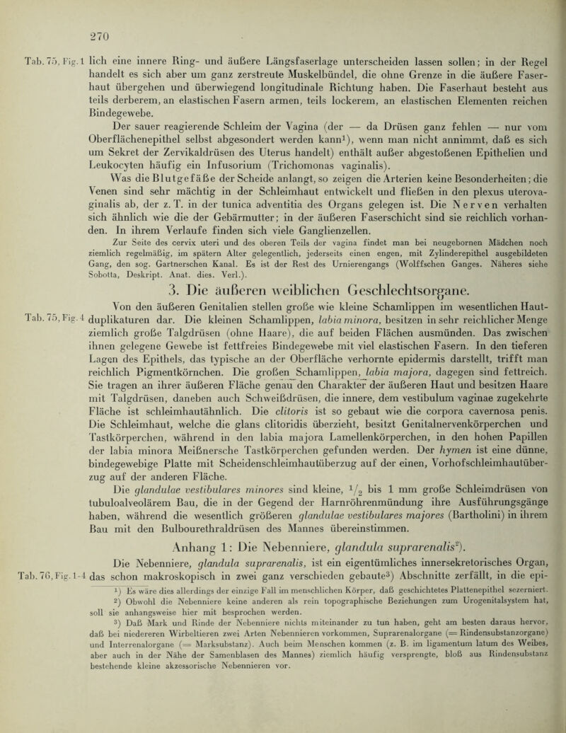 Tab.75, Fig. 1 lieh eine innere Ring- und äußere Längsfaserlage unterscheiden lassen sollen; in der Regel handelt es sich aber um ganz zerstreute Muskelbündel, die ohne Grenze in die äußere Faser- haut übergehen und überwiegend longitudinale Richtung haben. Die Faserhaut besteht aus teils derberem, an elastischen Fasern armen, teils lockerem, an elastischen Elementen reichen ßindegewebe. Der sauer reagierende Schleim der Vagina (der — da Drüsen ganz fehlen — nur vom Oberflächenepithel selbst abgesondert werden kann1), wenn man nicht annimmt, daß es sich um Sekret der Zervikaldrüsen des Uterus handelt) enthält außer abgestoßenen Epithelien und Leukocyten häufig ein Infusorium (Trichomonas vaginalis). Was die Rlutgef äße der Scheide anlangt, so zeigen die Arterien keine Resonderheiten; die Venen sind sehr mächtig in der Schleimhaut entwickelt und fließen in den plexus uterova- ginalis ab, der z. T. in der tunica adventitia des Organs gelegen ist. Die Nerven verhalten sich ähnlich wie die der Gebärmutter; in der äußeren Faserschicht sind sie reichlich vorhan- den. In ihrem Verlaufe finden sich viele Ganglienzellen. Zur Seite des cervix uteri und des oberen Teils der vagina findet man bei neugebornen Mädchen noch ziemlich regelmäßig, im spätem Alter gelegentlich, jederseits einen engen, mit Zylinderepithel ausgebildeten Gang, den sog. Gartnerschen Kanal. Es ist der Rest des Urnierengangs (Wolffschen Ganges. Näheres siehe Sobotta, Deskript. Anat. dies. Verl.). 3. Die äußeren weiblichen Geschlechtsorgane. Von den äußeren Genitalien stellen große wie kleine Schamlippen im wesentlichen Haut- 1 ab. 75, Fig.4 duplikaturen dar. Die kleinen Schamlippen, labia minora, besitzen in sehr reichlicher Menge ziemlich große Talgdrüsen (ohne Haare), die auf beiden Flächen ausmünden. Das zwischen ihnen gelegene Gewebe ist fettfreies ßindegewebe mit viel elastischen Fasern. In den tieferen Lagen des Epithels, das typische an der Oberfläche verhornte epidermis darstellt, trifft man reichlich Pigmentkörnchen. Die großen Schamlippen, labia majora, dagegen sind fettreich. Sie tragen an ihrer äußeren Fläche genau den Charakter der äußeren Haut und besitzen Haare mit Talgdrüsen, daneben auch Schweißdrüsen, die innere, dem vestibulum vaginae zugekehrte Fläche ist schleimhautähnlich. Die clitoris ist so gebaut wie die corpora cavernosa penis. Die Schleimhaut, welche die glans clitoridis überzieht, besitzt Genitalnervenkörperchen und Tastkörperchen, während in den labia majora Lamellenkörperchen, in den hohen Papillen der labia minora Meißnersche Tastkörperchen gefunden werden. Der hymen ist eine dünne, bindegewebige Platte mit Scheidenschleimhautüberzug auf der einen, Vorhofschleimhaulüber- zug auf der anderen Fläche. Die glandulae vestibuläres minores sind kleine, 1/2 bis 1 mm große Schleimdrüsen von tubuloalveolärem Bau, die in der Gegend der Harnröhrenmündung ihre Ausführungsgänge haben, während die wesentlich größeren glandulae vestibuläres majores (Bartholini) in ihrem Rau mit den Bulbourethraldrüsen des Mannes übereinstimmen. Anhang 1: Die Nebenniere, glandula suprarenalis2). Die Nebenniere, glandula suprarenalis, ist ein eigentümliches innersekretorisches Organ, Tal). 7G, Fig. 1-4 Jas schon makroskopisch in zwei ganz verschieden gebaute3) Abschnitte zerfällt, in die epi- 1) Es wäre dies allerdings der einzige Fall im menschlichen Körper, daß geschichtetes Plattenepithcl sezerniert. 2) Obwohl die Nebenniere keine anderen als rein topographische Beziehungen zum Urogenitalsystem hat, soll sie anhangsweise hier mit besprochen werden. 3) Daß Mark und Rinde der Nebenniere nichts miteinander zu tun haben, geht am besten daraus hervor, daß bei niedereren Wirbeltieren zwei Arten Nebennieren Vorkommen, Suprarenalorgane (= Rindensubstanzorgane) und Interrenalorgane (= Marksubstanz). Auch beim Menschen kommen (z. B. im ligamentum latum des Weibes, aber auch in der Nähe der Samenblasen des Mannes) ziemlich häufig versprengte, bloß aus Rindensubstanz bestehende kleine akzessorische Nebennieren vor.