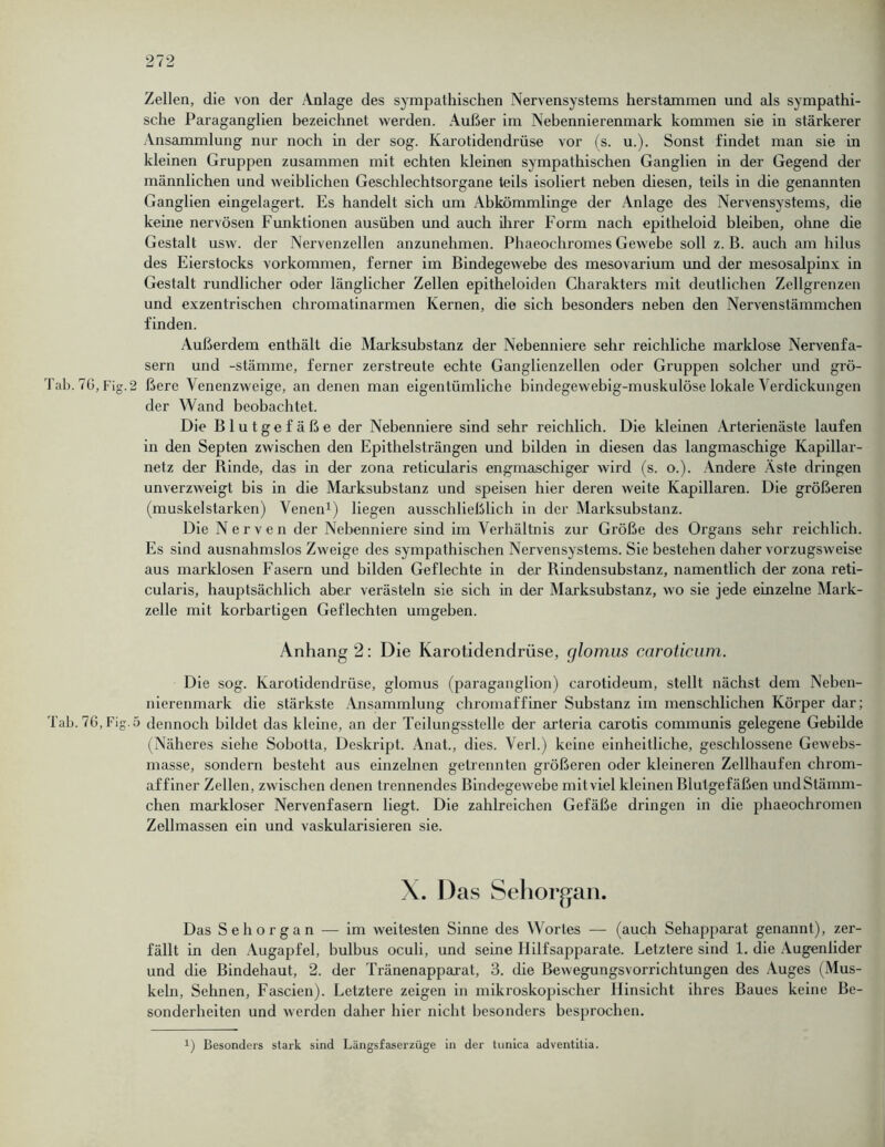 Zellen, die von der Anlage des sympathischen Nervensystems herstammen und als sympathi- sche Paraganglien bezeichnet werden. Außer im Nebennierenmark kommen sie in stärkerer Ansammlung nur noch in der sog. Karotidendrüse vor (s. u.). Sonst findet man sie in kleinen Gruppen zusammen mit echten kleinen sympathischen Ganglien in der Gegend der männlichen und weiblichen Geschlechtsorgane teils isoliert neben diesen, teils in die genannten Ganglien eingelagert. Es handelt sich um Abkömmlinge der Anlage des Nervensystems, die kehie nervösen Funktionen ausüben und auch ihrer Form nach epitheloid bleiben, ohne die Gestalt usw. der Nervenzellen anzunehmen. Phaeochromes Gewebe soll z. B. auch am hilus des Eierstocks Vorkommen, ferner im Bindegewebe des mesovarium und der mesosalpinx in Gestalt rundlicher oder länglicher Zellen epitheloiden Charakters mit deutlichen Zellgrenzen und exzentrischen chromatinarmen Kernen, die sich besonders neben den Nervenstämmchen finden. Außerdem enthält die Marksubstanz der Nebenniere sehr reichliche marklose Nervenfa- sern und -Stämme, ferner zerstreute echte Ganglienzellen oder Gruppen solcher und grö- Tab.76, Fig.2 ßere Venenzweige, an denen man eigentümliche bindegewebig-muskulöse lokale Verdickungen der Wand beobachtet. Die Blutgefäße der Nebenniere sind sehr reichlich. Die kleinen Arterienäste laufen in den Septen zwischen den Epithelsträngen und bilden in diesen das langmaschige Kapillar- netz der Rinde, das in der zona reticularis engmaschiger wird (s. o.). Andere Äste dringen unverzweigt bis in die Marksubstanz und speisen hier deren weite Kapillaren. Die größeren (muskelstarken) Venen1) liegen ausschließlich in der Marksubstanz. Die Nerven der Nebenniere sind im Verhältnis zur Größe des Organs sehr reichlich. Es sind ausnahmslos Zweige des sympathischen Nervensystems. Sie bestehen daher vorzugsweise aus marklosen Fasern und bilden Geflechte in der Rindensubstanz, namentlich der zona reti- cularis, hauptsächlich aber verästeln sie sich in der Marksubstanz, wo sie jede einzelne Mark- zelle mit korbartigen Geflechten umgeben. Anhang 2: Die Karotidendriise, cjlomus caroticum. Die sog. Karotidendrüse, glomus (paraganglion) carotideum, stellt nächst dem Neben- nierenmark die stärkste Ansammlung chromaffiner Substanz im menschlichen Körper dar; Tab. 76, Fig.5 dennoch bildet das kleine, an der Teilungsstelle der arteria carotis communis gelegene Gebilde (Näheres siehe Sobotta, Deskript. Anat., dies. Verl.) keine einheitliche, geschlossene Gewebs- masse, sondern besteht aus einzelnen getrennten größeren oder kleineren Zellhaufen chrom- affiner Zellen, zwischen denen trennendes Bindegewebe mitviel kleinen Blutgefäßen undStämm- chen markloser Nervenfasern liegt. Die zahlreichen Gefäße dringen in die phaeochromen Zellmassen ein und vaskularisieren sie. X. Das Sehorgan. Das Sehorgan — im weitesten Sinne des Wortes — (auch Sehapparat genannt), zer- fällt in den Augapfel, bulbus oculi, und seine Hilfsapparate. Letztere sind 1. die Augenlider und die Bindehaut, 2. der Tränenapparat, 3. die Bewegungsvorrichtungen des Auges (Mus- keln, Sehnen, Fascien). Letztere zeigen in mikroskopischer Hinsicht ihres Baues keine Be- sonderheiten und werden daher hier nicht besonders besprochen. 1) Besonders stark sind Längsfaserzüge in der tunica adventitia.