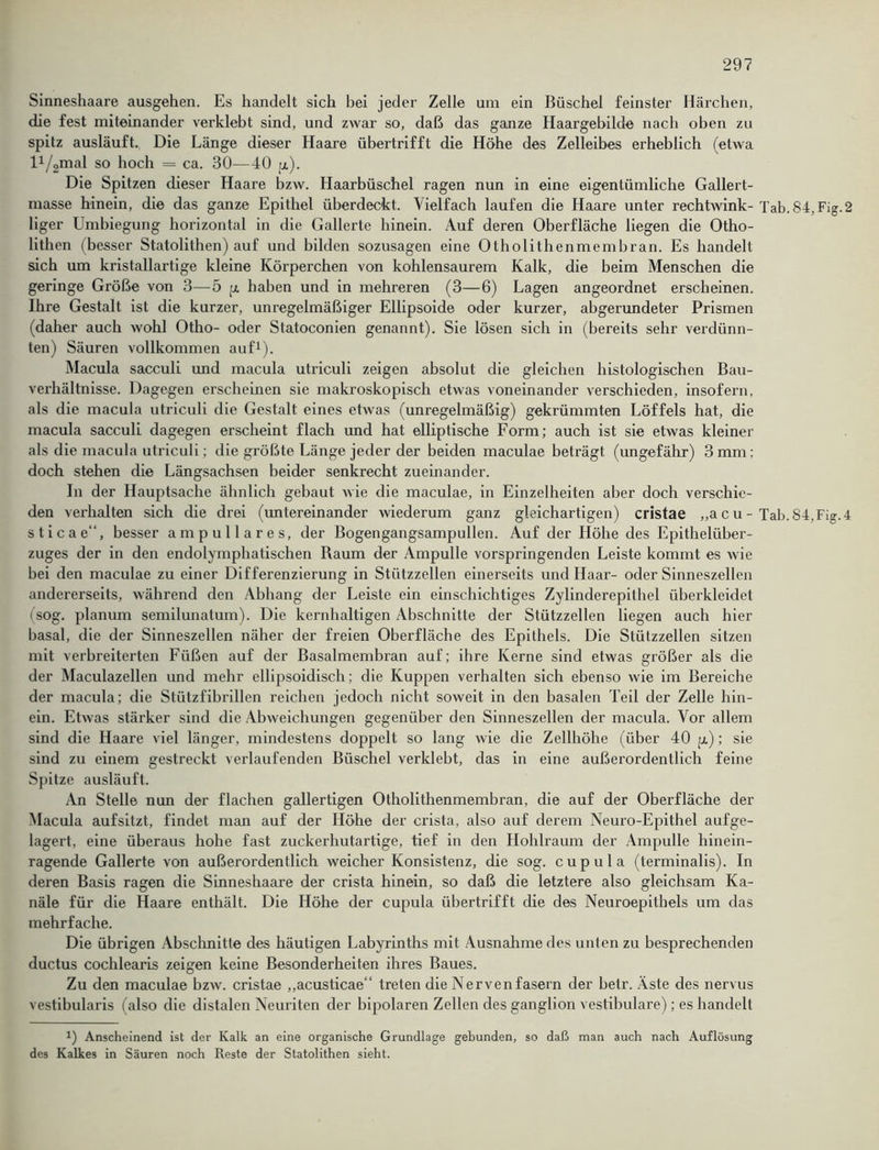 Sinneshaare ausgehen. Es handelt sich bei jeder Zelle um ein Büschel feinster Härchen, die fest miteinander verklebt sind, und zwar so, daß das ganze Haargebilde nach oben zu spitz ausläuft. Die Länge dieser Haare übertrifft die Höhe des Zelleibes erheblich (etwa l1/2mal so hoch = ca. 30—40 p). Die Spitzen dieser Haare bzw. Haarbüschel ragen nun in eine eigentümliche Gallert- masse hinein, die das ganze Epithel überdeckt. Vielfach laufen die Haare unter rechtwink- Tab.84.Fig.2 liger Umbiegung horizontal in die Gallerte hinein. Auf deren Oberfläche liegen die Otho- lithen (besser Statolithen) auf und bilden sozusagen eine Otholithenmembran. Es handelt sich um kristallartige kleine Körperchen von kohlensaurem Kalk, die beim Menschen die geringe Größe von 3—5 p haben und in mehreren (3—6) Lagen angeordnet erscheinen. Ihre Gestalt ist die kurzer, unregelmäßiger Ellipsoide oder kurzer, abgerundeter Prismen (daher auch wohl Otho- oder Statoconien genannt). Sie lösen sich in (bereits sehr verdünn- ten) Säuren vollkommen auf1). Macula sacculi und macula utriculi zeigen absolut die gleichen histologischen Bau- verhältnisse. Dagegen erscheinen sie makroskopisch etwas voneinander verschieden, insofern, als die macula utriculi die Gestalt eines etwas (unregelmäßig) gekrümmten Löffels hat, die macula sacculi dagegen erscheint flach und hat elliptische Form; auch ist sie etwas kleiner als die macula utriculi; die größte Länge jeder der beiden maculae beträgt (ungefähr) 3 mm: doch stehen die Längsachsen beider senkrecht zueinander. In der Hauptsache ähnlich gebaut wie die maculae, in Einzelheiten aber doch verschie- den verhalten sich die drei (untereinander wiederum ganz gleichartigen) cristae „a c u - Tab.S4.Fig.4 sticae“, besser ampulläres, der Bogengangsampullen. Auf der Höhe des Epithelüber- zuges der in den endolymphatischen Raum der Ampulle vorspringenden Leiste kommt es wie bei den maculae zu einer Differenzierung in Stützzellen einerseits und Haar- oder Sinneszellen andererseits, während den Abhang der Leiste ein einschichtiges Zylinderepithel überkleidet (sog. planum semilunatum). Die kernhaltigen Abschnitte der Stützzellen liegen auch hier basal, die der Sinneszellen näher der freien Oberfläche des Epithels. Die Stützzellen sitzen mit verbreiterten Füßen auf der Basalmembran auf; ihre Kerne sind etwas größer als die der Maculazellen und mehr ellipsoidisch; die Kuppen verhalten sich ebenso wie im Bereiche der macula; die Stützfibrillen reichen jedoch nicht soweit in den basalen Teil der Zelle hin- ein. Etwas stärker sind die Abweichungen gegenüber den Sinneszellen der macula. Vor allem sind die Haare viel länger, mindestens doppelt so lang wie die Zellhöhe (über 40 p); sie sind zu einem gestreckt verlaufenden Büschel verklebt, das in eine außerordentlich feine Spitze ausläuft. An Stelle nun der flachen gallertigen Otholithenmembran, die auf der Oberfläche der Macula aufsitzt, findet man auf der Höhe der crista, also auf derem Neuro-Epithel aufge- lagert, eine überaus hohe fast zuckerhutartige, tief in den Hohlraum der Ampulle hinein- ragende Gallerte von außerordentlich weicher Konsistenz, die sog. cupula (terminalis). In deren Basis ragen die Sinneshaare der crista hinein, so daß die letztere also gleichsam Ka- näle für die Haare enthält. Die Höhe der cupula übertrifft die des Neuroepithels um das mehrfache. Die übrigen Abschnitte des häutigen Labyrinths mit Ausnahme des unten zu besprechenden ductus cochlearis zeigen keine Besonderheiten ihres Baues. Zu den maculae bzw. cristae ,,acusticae“ treten die Nervenfasern der betr. Aste des nervus vestibularis (also die distalen Neuriten der bipolaren Zellen des ganglion vestibuläre); es handelt J) Anscheinend ist der Kalk an eine organische Grundlage gebunden, so daß man auch nach Auflösung des Kalkes in Säuren noch Reste der Statolithen sieht.