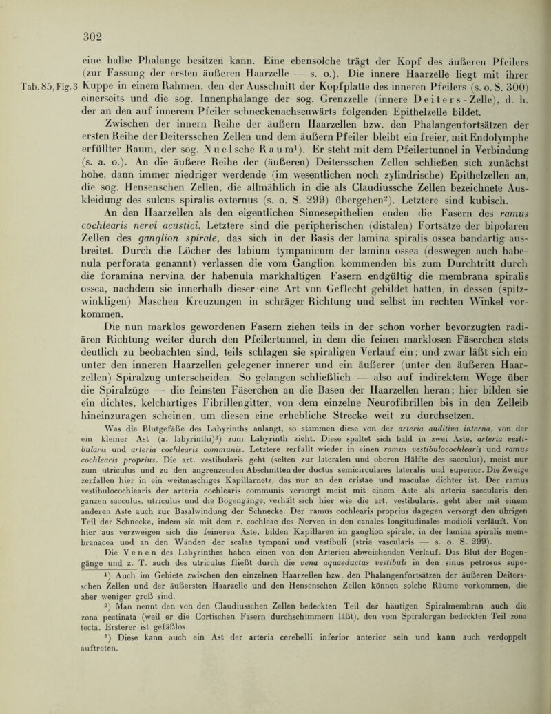 eine halbe Phalange besitzen kann. Eine ebensolche trägt der Kopf des äußeren Pfeilers (zur Fassung der ersten äußeren Haarzelle — s. o.). Die innere Haarzelle liegt mit ihrer Tab.85,Fig.3 Kuppe in einem Rahmen, den der Ausschnitt der Kopfplatte des inneren Pfeilers (s. o. S. 300) einerseits und die sog. Innenphalange der sog. Grenzzelle (innere D e i t e r s - Zelle), d. h. der an den auf innerem Pfeiler schneckenachsenwärts folgenden Epithelzelle bildet. Zwischen der innern Reihe der äußern Haarzellen bzw. den Phalangenfortsätzen der ersten Reihe der Deitersschen Zellen und dem äußern Pfeiler bleibt ein freier, mit Endolymphe erfüllter Raum, der sog. Nue1 sehe Raum1). Er steht mit dem Pfeilertunnel in Verbindung (s. a. o.). An die äußere Reihe der (äußeren) Deitersschen Zellen schließen sich zunächst hohe, dann immer niedriger werdende (im wesentlichen noch zylindrische) Epithelzellen an, die sog. Hensenschen Zellen, die allmählich in die als Claudiussche Zellen bezeichnete Aus- kleidung des sulcus spiralis extemus (s. o. S. 299) übergehen2). Letztere sind kubisch. An den Haarzellen als den eigentlichen Sinnesepithelien enden die Fasern des ramus cochlearis nervi acustici. Letztere sind die peripherischen (distalen) Fortsätze der bipolaren Zellen des ganglion spirale, das sich in der ßasis der lamina spiralis ossea bandartig aus- breitet. Durch die Löcher des labium tympanicum der lamina ossea (deswegen auch habe- nula perforata genannt) verlassen die vom Ganglion kommenden bis zum Durchtritt durch die foramina nervina der habenula markhaltigen Fasern endgültig die membrana spiralis ossea, nachdem sie innerhalb dieser eine Art von Geflecht gebildet hatten, in dessen (spitz- winkligen) Maschen Kreuzungen in schräger Richtung und selbst im rechten Winkel Vor- kommen. Die nun marklos gewordenen Fasern ziehen teils in der schon vorher bevorzugten radi- ären Richtung weiter durch den Pfeilertunnel, in dem die feinen marklosen Fäserchen stets deutlich zu beobachten sind, teils schlagen sie spiraligen Verlauf ein; und zwar läßt sich ein unter den inneren Haarzellen gelegener innerer und ein äußerer (unter den äußeren Haar- zellen) Spiralzug unterscheiden. So gelangen schließlich — also auf indirektem Wege über die Spiralzüge — die feinsten Fäserchen an die Rasen der Haarzellen heran; hier bilden sie ein dichtes, kclchartiges Fibrillengitter, von dem einzelne Neurofibrillen bis in den Zelleib hineinzuragen scheinen, um diesen eine erhebliche Strecke weit zu durchsetzen. Was die Blutgefäße des Labyrinths anlangt, so stammen diese von der arteria auditiva interna, von der ein kleiner Ast (a. labyrinthi)3) zum Labyrinth zieht. Diese spaltet sich bald in zwei Äste, arteria vesli- bularis und arteria cochlearis communis. Letztere zerfällt wieder in einen ramus vestibulocochlearis und ramus cochlearis proprius. Die art. vestibularis geht (selten zur lateralen und oberen Hälfte des sacculus), meist nur zum utriculus und zu den angrenzenden Abschnitten der ductus semicirculares lateralis und superior. Die Zweige zerfallen hier in ein weitmaschiges Kapillarnetz, das nur an den cristae und maculae dichter ist. Der ramus vestibulocochlearis der arteria cochlearis communis versorgt meist mit einem Aste als arteria saccularis den ganzen sacculus, utriculus und die Bogengänge, verhält sich hier wie die art. vestibularis, geht aber mit einem anderen Aste auch zur Basalwindung der Schnecke. Der ramus cochlearis proprius dagegen versorgt den übrigen Teil der Schnecke, indem sie mit dem r. cochleae des Nerven in den canales longitudinales modioli verläuft. Von hier aus verzweigen sich die feineren Äste, bilden Kapillaren im ganglion spirale, in der lamina spiralis mem- branacea und an den Wänden der scalae tympani und vestibuli (stria vascularis — s. o. S. 299). Die Venen des Labyrinthes haben einen von den Arterien abweichenden Verlauf. Das Blut der Bogen- gänge und z. T. auch des utriculus fließt durch die vena aquaeductus vestibuli in den sinus petrosus supe- 1) Auch im Gebiete zwischen den einzelnen Haarzellen bzw. den Phalangenfortsätzen der äußeren Deiters- schen Zellen und der äußersten Haarzelle und den Hensenschen Zellen können solche Räume Vorkommen, die aber weniger groß sind. 2) Man nennt den von den Claudiusschen Zellen bedeckten Teil der häutigen Spiralmembran auch die zona pectinata (weil er die Cortischen Fasern durchschimmern läßt), den vom Spiralorgan bedeckten Teil zona tecta. Ersterer ist gefäßlos. s) Diese kann auch ein Ast der arteria cerebelli inferior anterior sein und kann auch verdoppelt auftreten.