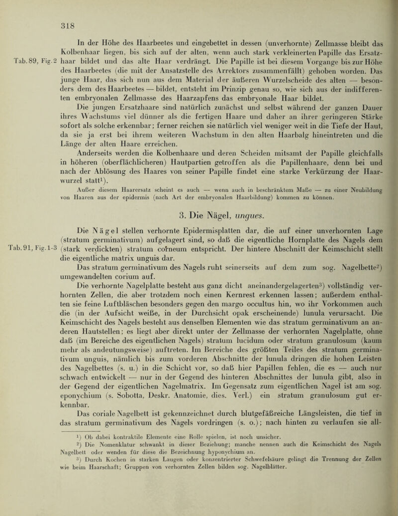 ln der Höhe des llaarbeetes und eingebettet in dessen (unverhornte) Zellmasse bleibt das Kolbenbaar liegen, bis sich auf der alten, wenn auch stark verkleinerten Papille das Ersatz- Tab. 89, Fig. 2 haar bildet und das alte Haar verdrängt. Die Papille ist bei diesem Vorgänge bis zur Höbe des Haarbeetes (die mit der Ansatzstelle des Arrektors zusammenfällt) gehoben worden. Das junge Haar, das sieb nun aus dem Material der äußeren Wurzelscheide des alten — beson- ders dem des Haarbeetes — bildet, entsteht im Prinzip genau so, wie sich aus der indifferen- ten embryonalen Zellmasse des Haarzapfens das embryonale Haar bildet. Die jungen Ersatzhaare sind natürlich zunächst und selbst während der ganzen Dauer ihres Wachstums viel dünner als die fertigen Haare und daher an ihrer geringeren Stärke sofort als solche erkennbar; ferner reichen sie natürlich viel weniger weit in die Tiefe der Haut, da sie ja erst bei ihrem weiteren Wachstum in den alten Haarbalg hineintreten und die Länge der alten Haare erreichen. Anderseits werden die Kolbenhaare und deren Scheiden mitsamt der Papille gleichfalls in höheren (oberflächlicheren) Hautpartien getroffen als die Papillenhaare, denn bei und nach der Ablösung des Haares von seiner Papille findet eine starke Verkürzung der Haar- wui’zel statt1). Außer diesem Haarersatz scheint es auch — wenn auch in beschränktem Maße — zu einer Neubildung von Haaren aus der epidermis (nach Art der embryonalen Haarbildung) kommen zu können. 3. Die Nägel, ungues. Die Nägel stellen verhornte Epidermisplatten dar, die auf einer unverhornten Lage (stratum germinativum) aufgelagert sind, so daß die eigentliche Hornplatte des Nagels dem fab. 91, Fig. 1-3 (stark verdickten) stralum cofneum entspricht. Der hintere Abschnitt der Keimschicht stellt die eigentliche matrix unguis dar. Das stratum germinativum des Nagels ruht seinerseits auf dem zum sog. Nagelbette2) umgewandelten corium auf. Die verhornte Nagelplatte besteht aus ganz dicht aneinandergelagerten3) vollständig ver- hornten Zellen, die aber trotzdem noch einen Kernrest erkennen lassen; außerdem enthal- ten sie feine Luftbläschen besonders gegen den margo oocultus hin, wo ihr Vorkommen auch die (in der Aufsicht weiße, in der Durchsicht opak erscheinende) lunula verursacht. Die Keimschicht des Nagels besteht aus denselben Elementen wie das stratum germinativum an an- deren Hautstellen; es liegt aber direkt unter der Zellmasse der verhornten Nagelplatte, ohne daß (im Bereiche des eigentlichen Nagels) stratum lucidum oder stratum granulosum (kaum mehr als andeutungsweise) auftreten. Im Bereiche des größten Teiles des stratum germina- tivum unguis, nämlich bis zum vorderen Abschnitte der lunula dringen die hohen Leisten des Nagelbettes (s. u.) in die Schicht vor, so daß hier Papillen fehlen, die es — auch nur schwach entwickelt — nur in der Gegend des hinteren Abschnittes der lunula gibt, also in der Gegend der eigentlichen Nagelmatrix. Im Gegensatz zum eigentlichen Nagel ist am sog. eponychium (s. Sobotta, Deskr. Anatomie, dies. Verl.) ein stratum granulosum gut er- kennbar. Das coriale Nagelbett ist gekennzeichnet durch blutgefäßreiche Längsleisten, die tief in das stratum germinativum des Nagels Vordringen (s. o.); nach hinten zu verlaufen sie all- x) Ob dabei kontraktile Elemente eine Rolle spielen, ist noch unsicher. Die Nomenklatur schwankt in dieser Beziehung; manche nennen auch die Keimschicht des Nagels Nagelbett oder wenden für diese die Bezeichnung hyponychium an. 3) Durch Kochen in starken Laugen oder konzentrierter Schwefelsäure gelingt die Trennung der Zellen wie beim Haarschaft; Gruppen von verhornten Zellen bilden sog. Nagelblätter.