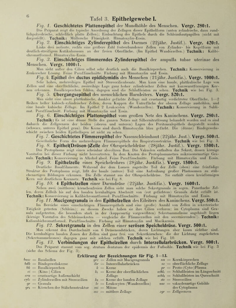 Tafel 3. Epithelgewebe I. Fig. 1. Geschichtetes Plattenepithel der Mundhöhle des Menschen. Vergr. 280:1. Das Präparat zeigt die typische Anordnung der Zellagen dieser Epithellorm (unten zylindrische, dann rund- lichpolyedrische, schließlich platte Zellen); Einbuchtung des Epithels durch die Schleimhautpapillen (nicht mit dargestellt). Technik: Müllersche Flüssigkeit. Ilämatoxylin-Eosin. Fig. 2. Einschichtiges Zylinderepithel des Darmes (22jähr. Justif.). Vergr. 420:1. Links drei isolierte, rechts eine größere Zahl festverbundener Zellen von Zylinder- bis Kegelform mit deutlich-streifigem Kutikularsaum an der freien Oberfläche. (Im Epithel Wanderzellen.) Technik: Kalibi- chromatformol. Ilämatoxylin-Eosin. Fig. 3. Einschichtiges flimmerndes Zylinderepithel der ampulla tubae uterinae des Menschen. Vergr. 1000:1. Man sieht außer den Cilien selbst sehr deutlich auch die Basalkörperchen. Technik: Konservierung in Zenkerscher Lösung. Feine Paraffinschnitte. Färbung mit Hämatoxylin und Eosin. Fig.U. Epithel des ductus epididymidis des Menschen (21jähr. Justifiz.). Vergr. 1000:1. Sehr hohes, mehrreihiges Epithel mit Stereocilienbesatz. Man kann eine basale, plattkubische Lage von Zellen und eine oberflächliche, zweireihige Lage ganz hoher zylindrischer Zellen mit kurzwurstförmigen Ker- nen erkennen. Basalkörperchen fehlen, dagegen sind die Schlußleisten zu sehen. Technik wie hei Fig. 3. Fig. 5. Übergangsepithel des menschlichen Harnleiters. Vergr. 520:1. M an sieht eine obere plattkubische, dunkler gefärbte Zellage mit crustaartig verdichteter Oberfläche, 1—2 [leihen heller kubisch-zylindrischer Zellen, deren Kuppen die Unterfläche der oberen Zellage aushöhlen, und eine basale kubische Zellage. Im Epithel 2 Leukocyten (Wanderzellen). Technik: Konservierung in Subli- mat. Paraffinschnitt. Färbung mit Hämatoxylin und Eosin. Fig. 6. Einschichtiges Plattenepithel vom großen Netz des Kaninchens. Vergr. 280:1. Technik: Es ist eine dünne Stelle des ganzen Netzes mit Silbemitratlösung behandelt worden und es sind dadurch die Zellgrenzen der beiden (oberen und unteren) Lagen des Peritonealepithels dargestellt worden (schwarz, unteres Epithel grau). Die Kerne sind durch Hämatoxylin blau gefärbt. Die (dünne) Bindegewebs- schicht zwischen beiden Epithellagen ist nicht zu sehen. Fig. 7. Geschichtetes Flimmerepithel der Nasenschleimhaut (22jähr. Just.). Vergr. 500:1. Gewöhnliche Form des mehrreihigen Flimmerepithels des Ilespirationstraktus. Technik wie bei Fig. 3. Fig. 8. Epithel(Drüsen-)Zelle der Ohrspeicheldrüse (28jähr. Justif.). Vergr. 1500:1. Das Protoplasma zeigt einen scheinbar alveolären Bau. Die Vakuolen enthalten das Sekret, dessen körnige Vorstufen bei dieser Färbung nicht hervortreten. In dem Knoten des Protoplasmanetzes mikrosomenartige Gra- nula. Technik: Konservierung in Alkohol absol. Feine Paraffinschnitte. Färbung mit Hämatoxylin und Eosin. Fig. 9. Epithelzelle eines Speichelrohres (28jähr. Justifiz.). Vergr. 1500:1. Deutliche Basalfilamente. Während der dem Lumen zugeteilte Teil der Zelle (oben) eine feinfädige Struktur des Protoplasma zeigt, läßt der basale (untere) Teil eine Aufreihung großer Plastosomen zu stäb- chenartigen Bildungen erkennen. Die Zelle stammt aus der Ohrspeicheldrüse. Sie enthält einen kreisförmigen Kern mit deutlichem Kernnetz. Technik wie bei Fig. 8, Fig. 10. 4 Epithelzellen einer Darmdrüse (22jähr. Justifiz.). Vergr. 1600:1. Neben zwei (mittleren) körnchenfreien Zellen sieht man solche Sekretgranula in sogen. Panethsche Zel- len, deren Zelleib bis auf den basalen kernhaltigen Abschnitt von (rot gefärbtem) Granula dicht erfüllt ist. Technik: Konservierung in Kalibichromatformol. Paraffinschnitte. Färbung mit Hämatoxylin und Eosin. Fig. 11. Mucigengranula in den Epithelzellen des Eileiters des Kaninchens. Vergr. 580:1. Im Bereiche eines einschichtigen Flimmerepilhels sind eine (große) Anzahl von Zellen in sekretorische Tätigkeit getreten (Schleim); zu diesem Zwecke haben sie ihre Cilien verloren; im Cytoplasma sind Gra- nula aufgetreten, die besonders stark in der (kuppenartig vorgewölbten) Sekretsammelzone angehäuft liegen (körnige Vorstufen des Schleimsekretes — vergleiche die Flimmerzcllen mit. den secemicrenden!). Technik: Kaliumbichromatformol. Paraffinschnitle. Färbung mit Hämatoxylin und Mucikarmin. Fig. 12. Sekretgranula in den Zellen einer serösen Speicheldrüse. Vergr. 500:1. Man erkennt den Durchschnitt von 6 Drüsenendstücken, deren Lichtungen aber kaum sichtbar sind. Die kernhaltigen basalen Zonen der Zellen sind ganz frei von Sekretkörnchen; die der Lichtung zugekehrten (Sekretsammelzonen) dagegen ganz mit solchen erfüllt. Technik wie bei Fig. 10. Fig. 13. Verbindungen der Epithelzellen durch Interzellularbrücken. Vergr. 800:1. Das Präparat stammt (siehe das Schema der Fig. vom 3). sog. stratum dentalum der epidermis der Fußsohle. Technik wie hei Fig. 3 basz bdlc blc ci cru cylz 9r gri Basalzellen Bindegewebskerne Basalkörperchen (Kino-) Cilien crustaartige Außenschicht Zylinderzellen mit Stereocilien Granula Körnchen der Stäbchenstruktur Erklärung der Bezeichnungen für Fig. 1—13. gm = Zellen mit Mucigengranula ihr = Intercellularbrücken k — Kerne ki = Kerne der oberflächlichen Zellage ki = Kerne der basalen Zellage Ic = Leukocyten (Wanderzellen) mi = Mitose mz = mittlere Zellage nu oz pr schh schh stc zgr = Kernkörperchen oberflächliche Zellage Proto-(Cyto-)Plasma Schlußleisten im Längsschnitt Schlußleisten im Querschnitt Stereocilien vakuolenartige Gebilde des Cytoplasma Zollgrenzen