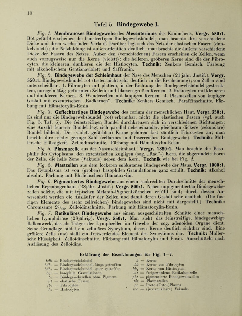 10 Tafel 5. Bindegewebe I. Fig. 1. Membranöses Bindegewebe des Mesenteriums des Kaninchens, Vergr. 650:1. Rot gefärbt erscheinen die feinstreifigen Bindegewebsbündel; man beachte ihre verschiedene Dicke und ihren wechselnden Verlauf. Darüber legt sich das Netz der elastischen Fasern (dun- kelviolett) ; die Netzbildung ist außerordentlich deutlich; man beachte die äußerst verschiedene Dicke der Fasern des Netzes. Außer den (verschiedenen) Fasern erscheinen die Zellen, wenn auch vorzugsweise nur die Kerne (violett); die helleren, größeren Kerne sind die der Fibro- cyten, die kleineren, dunkleren die der Histiocyten. Technik: Zenkers Gemisch. Färbung mit alkoholischem Gentianaviolett und Saffranin. Fig. 2. Bindegewebe der Schleimhaut der Nase des Menschen (21 jähr. Justif.). Vergr. 550:1. Bindegewebsbündel rot (treten nicht sehr deutlich in die Erscheinung); von Zellen sind unterscheidbar: 1. Fibrocyten mit plattem, in der Richtung der Bindegewebsbündel gestreck- tem, unregelmäßig geformtem Zelleib und blassen großen Kernen. 2. Histiocyten mit kleineren und dunkleren Kernen. 3. VVanderzellen mit lappigen Kernen. 4. Plasmazellen von kugliger Gestalt mit exzentrischen „Radkernen“. Technik: Zenkers Gemisch. Paraffinschnitte. Fär- bung mit Hämatoxylin-Eosin. Fig. 3. Geflechtartiges Bindegewebe des corium der menschlichen Haut. Vergr. 350:1. Es sind nur die Bindegewebsbündel (rot) erkennbar, nicht die elastischen Fasern (vgl. auch Fig. 3, Taf. 6). Die feinstreifigen Bündel durchkreuzen sich in verschiedenen Richtungen; eine Anzahl feinerer Bündel legt sich parallel nebeneinander, gleichsam dickere (sekundäre) Bündel bildend. Die (violett gefärbten) Kerne gehören fast sämtlich Fibrocyten an; man beachte ihre relativ geringe Zahl (zellarmes und faserreiches Bindegewebe). Technik: Mül- lersche Flüssigkeit. Zelloidinschnitte. Färbung mit Hämatoxylin-Eosin. Fig. 4. Plasmazelle aus der Nasenschleimhaut. Vergr. 1350:1. Man beachte die Baso- philie des Cytoplasma, den exzentrischen kugligen (sog. „Rad“-) Kern, die abgerundete Form der Zelle, die helle Zone (Vakuole) neben dem Kern. Technik wie bei Fig. 2. Fig. 5. Mastzellen aus dem lockeren subkutanen Bindegewebe der Maus. Vergr. 1000:1. Das Cytoplasma ist von (groben) basophilen Granulationen ganz erfüllt. Technik: Alkohol absolut. Färbung mit Ehrlichschem Hämatoxylin. Fig. 6. Pigmentiertes Bindegewebe aus einem senkrechten Durchschnitte der mensch- lichen Begenbogenhaut (28jähr. Justif.) Vergr. 500:1. Neben unpigmentierten Bindegewebs- zellen solche, die mit typischen Melanin-Pigmentkörnchen erfüllt sind; durch dessen An- wesenheit werden die Ausläufer der Zellen und damit deren Gestalt sehr deutlich. (Die fas- rigen Elemente des (sehr zellreichen) Bindegewebes sind nicht mit dargestellt.) Technik: Chromsäure 2°/00. Zelloidinschnitte. Färbung mit Hämatoxylin-Eosin. Fig. 7. Retikuläres Bindegewebe aus einem ausgeschüttelten Schnitte einer mensch- lichen Lymphdrüse (28jährig). Vergr. 550:1. Man sieht das feinstreifige, bindegewebige Balkenwerk, das als Träger der Lymphzellen im Gewebe der sog. adenoiden Organe dient. Seine Grundlage bildet ein zelluläres Syncytium, dessen Kerne deutlich sichtbar sind. Eine größere Zelle (mz) stellt ein freiwerdendes Element des Syncytiums dar. Technik: Miiller- sche Flüssigkeit. Zelloidinschnitte. Färbung mit Hämatoxylin und Eosin. Ausschütteln nach Auflösung des Zelloidins. Erklärung der Bezeichnungen für Fig. 1—7. bdb = Bindegewebsbündel bdbi — Bindegewebsbündel, längs getroffen bdbz = Bindegewebsbündel, quer getroffen b(jr = basophile Granulationen bz = Bindegewebszellen ohne Pigment elf = elastische Fasern /6c — Fibrocyten hc = Histiocyten k = Kerne kli = Kerne von Fibrocyten kkt = Kerne von Histiocyten mz — freigewordene Retikulumzelle pbz = pigmentierte Bindegewebszellen plz = Plasmazellen pr = Proto-(Cyto-)Plasma vac = (juxtanukleäre) Vakuole.