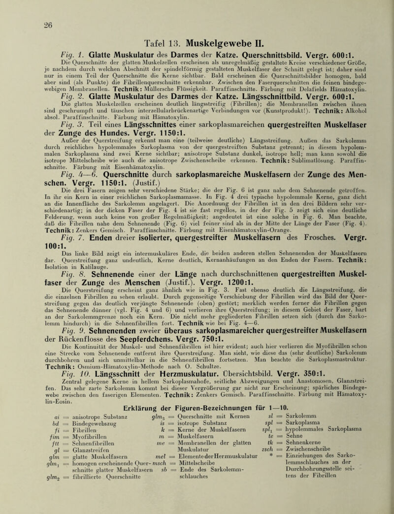 26 Tafel 13. Muskelgewebe II. Fig. 1. Glatte Muskulatur des Darmes der Katze. Querschnittsbild. Vergr. 600:1. Die Querschnitte der glatten Muskelzellen erscheinen als unregelmäßig gestaltete Kreise verschiedener Größe, je nachdem durch welchen Abschnitt der spindelförmig gestalteten Muskelfaser der Schnitt gelegt ist; daher sind nur in einem Teil der Querschnitte die Kerne sichtbar. Bald erscheinen die Quei-schnitlsbilder homogen, bald aber sind (als Punkte) die Fibrillenquerschnitte erkennbar. Zwischen den Faserquerschnitten die feinen bindege- webigen Membranellen. Technik: Müllersche Flüssigkeit. Paraffinschnitte. Färbung mit Delafields Hämatoxylin. Fig. 2. Glatte Muskulatur des Darmes der Katze. Längsschnittbild. Vergr. 600:1. Die glatten Muskelzellen erscheinen deutlich längsstreifig (Fibrillen); die Membranellen zwischen ihnen sind geschrumpft und täuschen interzellularbrückenartige Verbindungen vor (Kunstprodukt!). Technik: Alkohol absol. Paraffinschnitte. Färbung mit Hämatoxylin. Fig. 3. Teil eines Längsschnittes einer sarkoplasmareichen quergestreiften Muskelfaser der Zunge des Hundes. Vergr. 1150:1. Außer der Querstreifung erkennt man eine (teilweise deutliche) Längsstreifung. Außen das Sarkolemm durch reichliches hypolemmales Sarkoplasma von der quergestreiften Substanz getrennt; in diesem hypolem- malen Sarkoplasma sind zwei Kerne sichtbar; anisotrope Substanz dunkel, isotrope hell; man kann sowohl die isotrope Mittelscheibe wie auch die anisotrope Zwischenscheibe erkennen. Technik: Sublimatlösung. Paraffin- schnitte. Färbung mit Eisenhämatoxylin. Fig. 4—6. Querschnitte durch sarkoplasmareiche Muskelfasern der Zunge des Men- schen. Vergr. 1150:1. (Justif.) Die drei Fasern zeigen sehr verschiedene Stärke; die der Fig. 6 ist ganz nahe dem Sehnenende getroffen. In ihr ein Kern in einer reichlichen Sarkoplasmamasse. In Fig. 4 drei typische hypolemmale Kerne, ganz dicht an die Innenfläche des Sarkolemm angelagert. Die Anordnung der Fibrillen ist in den drei Bildern sehr ver- schiedenartig; in der dicken Faser der Fig. 4 ist sie fast regellos, in der der Fig. 5 zeigt sich eine deutliche Felderung, wenn auch keine von großer Regelmäßigkeit; angedeutet ist eine solche in Fig. 6. Man beachte, daß die Fibrillen nahe dem Sehnenende (Fig. 6) viel feiner sind als in der Mitte der Länge der Faser (Fig. 4). Technik; Zenkers Gemisch. Paraffinschnitte. Färbung mit Eisenhämatoxylin-Orange. Fig. 7. Enden dreier isolierter, quergestreifter Muskelfasern des Frosches. Vergr. 100:1. Das linke Bild zeigt ein intermuskuläres Ende, die beiden anderen stellen Sehnenenden der Muskelfasern dar. Querstreifung ganz undeutlich, Kerne deutlich, Kernanhäufungen an den Enden der Fasern. Technik: Isolation in Kalilauge. Fig. 8. Sehnenende einer der Länge nach durchschnittenen quergestreiften Muskel- faser der Zunge des Menschen (Justif.). Vergr. 1200:1. Die Querstreifung erscheint ganz ähnlich wie in Fig. 3. Fast ebenso deutlich die Längsstreifung, die die einzelnen Fibrillen zu sehen erlaubt. Durch gegenseitige Verschiebung der Fibrillen wird das Bild der Quer- streifung gegen das deutlich verjüngte Sehnenende (oben) gestört; merklich werden ferner die Fibrillen gegen das Sehnenende dünner (vgl. Fig. 4 und 6) und verlieren ihre Querstreifung; in diesem Gebiet der Faser, hart an der Sarkolemmgrenze noch ein Kern. Die nicht mehr gegliederten Fibrillen setzen sich (durch das Sarko- lemm hindurch) in die Sehnenfibrillen fort. Technik wie bei Fig. 4—6. Fig. 9. Sehnenenden zweier überaus sarkoplasmareicher quergestreifter Muskelfasern der Rückenflosse des Seepferdchens. Vergr. 750:1. Die Kontinuität der Muskel- und Sehnenfibrillen ist hier evident; auch hier verlieren die Myofibrillen schon eine Strecke vom Sehnenende entfernt ihre Querstreifung. Man sieht, wie diese das (sehr deutliche) Sarkolemm durchbohren und sich unmittelbar in die Sehnenfibrillen fortsetzen. Man beachte die Sarkoplasmastruktur. Technik: Osmium-Hämatoxylin-Methode nach O. Schultze. Fig. 10. Längsschnitt der Herzmuskulatur. Übersichtsbild. Vergr. 350:1. Zentral gelegene Kerne in hellem Sarkoplasmahofe, seitliche Abzweigungen und Anastomosen, Glanzstrei- fen. Das sehr zarte Sarkolemm kommt bei dieser Vergrößerung gar nicht zur Erscheinung; spärliches Bindege- webe zwischen den faserigen Elementen. Technik: Zenkers Gemisch. Paraffinschnitte. Färbung mit Hämatoxy- lin-Eosin. Erklärung der ai = anisotrope Substanz = bd = Bindegewebszug is f i = Fibrillen k - fim = Myofibrillen m = ftt = Sehnenfibrillen me — gl = Glanzstreifen glm = glatte Muskelfasern mel = glm^ = homogen erscheinende Quer- msch = schnitte glatter Muskelfasern sb = glm2 = fibrillierte Querschnitte Figuren-Bezeichnungen für 1- Querschnitte mit Kernen sl isotrope Substanz spl Kerne der Muskelfasern splx Muskelfasern te Membranellen der glatten tk Muskulatur zsc/i ElementederHerzmuskulatur * = Mittelscheibe = Ende des Sarkolemm- sehlauches -10. = Sarkolemm = Sarkoplasma = hypolemmales Sarkoplasma = Sehne = Sehnenkerne = Zwischenscheibe = Einziehungen des Sarko- lemmschlauches an der Durchbohrungsstelle sei- tens der Fibrillen