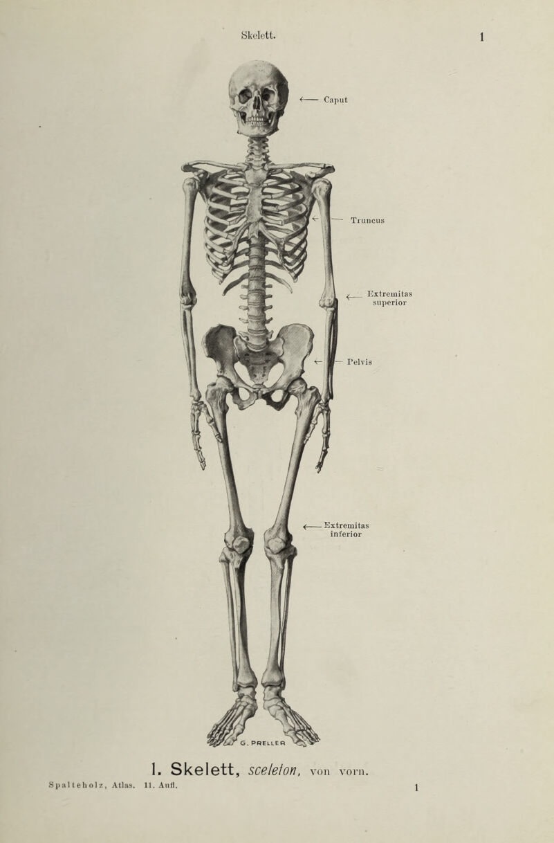 Spul teholz, Atlas. Caput Extremitas inferior Truncus Extremitas superior Pelvis 1. Skelett, sceleton, von vorn. 11. Auf). i