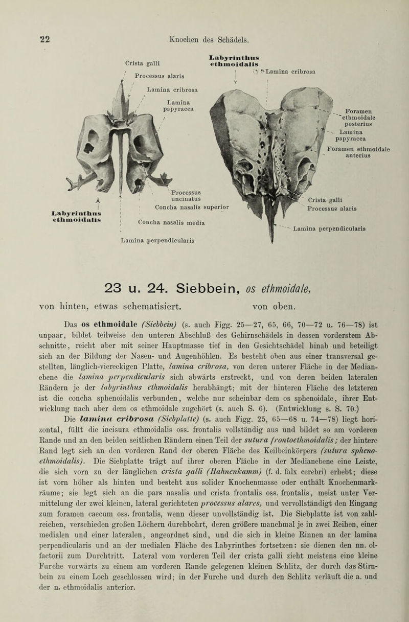 Crista galli I.abyrintlms ct limoi<lalis Processus alaris 1 ^Lamina cribrosa X Labyri aa 4 lins etbmoidalis Lamina perpendicularis posterius Lamina papyraeea Foramen ethmoidale ~ anterius Lamina cribrosa Foramen ethmoidale Crista galli Processus alaris ~ Lamina perpendicularis Coucha nasalis media Lamina papyraeea / Processus uncinatus Concha nasalis Superior 23 u. 24. Siebbein, os ethmoidale, von hinten, etwas schematisiert. von oben. Das os ethmoidale (Sielbein) (s. auch Figg. 25—27, 65, 66, 70—72 u. 76—78) ist unpaar, bildet teilweise den unteren Abschluß des Gehirnschädels in dessen vorderstem Ab- schnitte, reicht aber mit seiner Hauptmasse tief in den Gesichtschädel hinab und beteiligt sich an der Bildung der Nasen- und Augenhöhlen. Es besteht oben aus einer transversal ge- stellten, länglich-viereckigen Platte, lamina cribrosa, von deren unterer Fläche in der Median- ebene die lamina perpendicularis sich abwärts erstreckt, und von deren beiden lateralen Bändern je der lubyrinthus ethmoidalis herabhängt; mit der hinteren Fläche des letzteren ist die concha sphenoidalis verbunden, welche nur scheinbar dem os sphenoidale, ihrer Ent- wicklung nach aber dem os ethmoidale zugehört (s. auch S. 6). (Entwicklung s. S. 70.) Die lamina cribrosa (Siebplatte) (s. auch Figg. 25, 65—68 u. 74—78) liegt hori- zontal, füllt die incisura ethmoidalis oss. frontalis vollständig aus und bildet so am vorderen Rande und an den beiden seitlichen Bändern einen Teil der sutura frontoethmoidalis; der hintere Rand legt sich an den vorderen Rand der oberen Fläche des Keilbeinkörpers (sutura sphetio- ethmoidalis). Die Siebplatte trägt auf ihrer oberen Fläche in der Medianebene eine Leiste, die sich vorn zu der länglichen crista galli (Hahnenkamm) (f. d. falx cerebri) erhebt; diese ist vorn höher als hinten und besteht aus solider Kuochenmasse oder enthält Knochenmark- räume ; sie legt sich an die pars nasalis und crista frontalis oss. frontalis, meist unter Ver- mittelung der zwei kleinen, lateral gerichteten processus alarcs, und vervollständigt den Eingang zum foramen caecurn oss. frontalis, wenn dieser unvollständig ist. Die Siebplatte ist von zahl- reichen, verschieden großen Löchern durchbohrt, deren größere manchmal je in zwei Reihen, einer medialen und einer lateralen, angeordnet sind, und die sich in kleine Rinnen an der lamina perpendicularis und an der medialen Fläche des Labyrinthes fortsetzen: sie dienen den nn. ol- factorii zum Durchtritt. Lateral vom vorderen Teil der crista galli zieht meistens eine kleine Furche vorwärts zu einem am vorderen Rande gelegenen kleinen Schlitz, der durch das Stirn- bein zu einem Loch geschlossen wird; in der Furche und durch den Schlitz verläuft die a. und der n. ethmoidalis anterior.