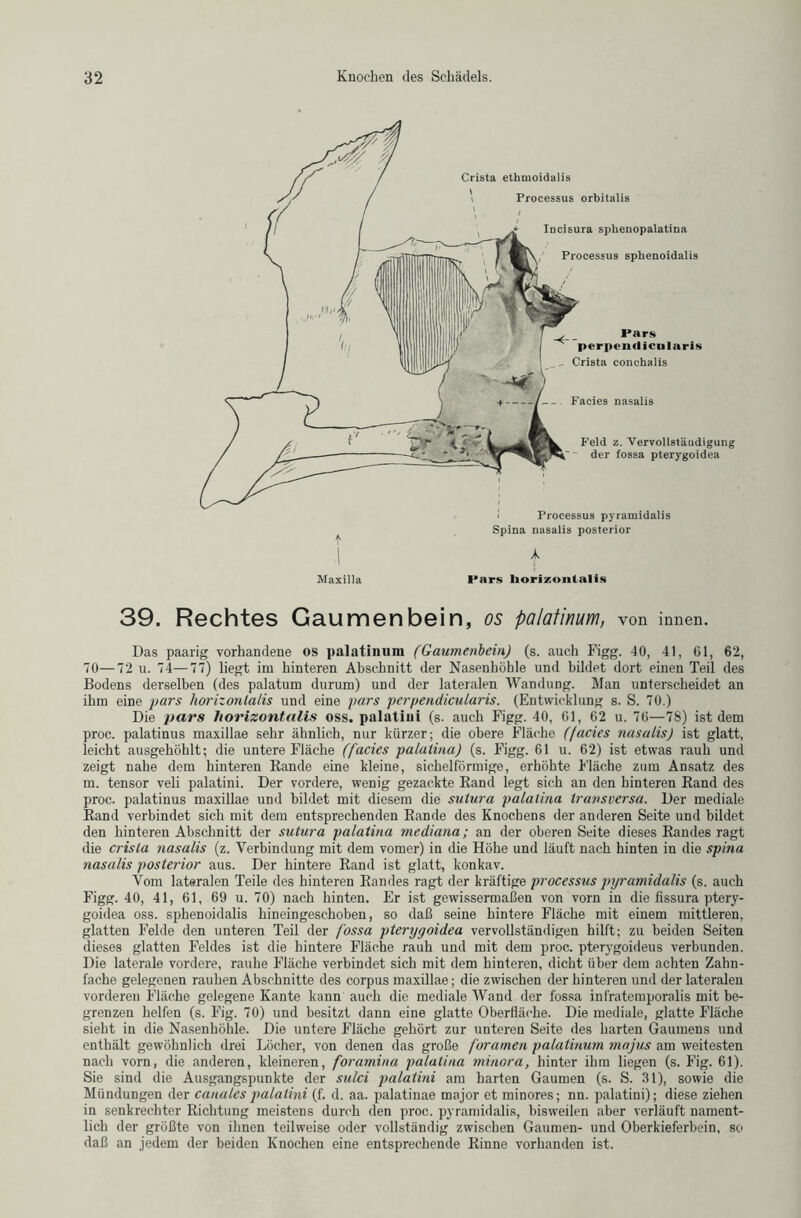 Maxilla Pars borizonlalis 39. Rechtes Gaumenbein, os palatinum, von innen. Das paarig vorhandene os palatinum (Gaumenbein) (s. auch Figg. 40, 41, 61, 62, 70—72 u. 74—77) liegt im hinteren Abschnitt der Nasenhöhle und bildet dort einen Teil des Bodens derselben (des palatum durum) und der lateralen Wandung. Man unterscheidet an ihm eine pars horizonlalis und eine pars perpendicularis. (Entwicklung s. S. 70.) Die pars horizonlalis oss. palatiui (s. auch Figg. 40, 61, 62 u. 76—78) ist dem proc. palatinus maxillae sehr ähnlich, nur kürzer; die obere Fläche (facies nasaiis) ist glatt, leicht ausgehöhlt; die untere Fläche (facies palatina) (s. Figg. 61 u. 62) ist etwas rauh und zeigt nahe dem hinteren Bande eine kleine, sichelförmige, erhöhte Fläche zum Ansatz des m. tensor veli palatini. Der vordere, wenig gezackte Rand legt sich an den hinteren Rand des proc. palatinus maxillae und bildet mit diesem die sutura palatina transversa. Der mediale Rand verbindet sich mit dem entsprechenden Rande des Knochens der anderen Seite und bildet den hinteren Abschnitt der sutura palatina mediana; an der oberen Seite dieses Randes ragt die crisla nasaiis (z. Verbindung mit dem vomer) in die Höhe und läuft nach hinten in die spina nasaiis posterior aus. Der hintere Rand ist glatt, konkav. Vom lateralen Teile des hinteren Randes ragt der kräftige processus pyramidalis (s. auch Figg. 40, 41, 61, 69 u. 70) nach hinten. Er ist gewissermaßen von vorn in die fissura ptery- goidea oss. sphenoidalis hineingeschoben, so daß seine hintere Fläche mit einem mittleren, glatten Felde den unteren Teil der fossa pterygoidea vervollständigen hilft; zu beiden Seiten dieses glatten Feldes ist die hintere Fläche rauh und mit dem proc. pterygoideus verbunden. Die laterale vordere, rauhe Fläche verbindet sich mit dem hinteren, dicht über dem achten Zahn- fache gelegenen rauhen Abschnitte des corpus maxillae; die zwischen der hinteren und der lateralen vorderen Fläche gelegene Kante kann auch die mediale Wand der fossa infratemporalis mit be- grenzen helfen (s. Fig. 70) und besitzt dann eine glatte Oberfläche. Die mediale, glatte Fläche sieht in die Nasenhöhle. Die untere Fläche gehört zur unteren Seite des harten Gaumens und enthält gewöhnlich drei Löcher, von denen das große foramen palatinum majus am weitesten nach vorn, die anderen, kleineren, foramina palatina minora, hinter ihm liegen (s. Fig. 61). Sie sind die Ausgangspunkte der sulci palatini am harten Gaumen (s. S. 31), sowie die Mündungen der canales palatini (f. d. aa. palatinae major et minores; nn. palatini); diese ziehen in senkrechter Richtung meistens durch den proc. pyramidalis, bisweilen aber verläuft nament- lich der größte von ihnen teilweise oder vollständig zwischen Gaumen- und Oberkieferbein, so daß an jedem der beiden Knochen eine entsprechende Rinne vorhanden ist.