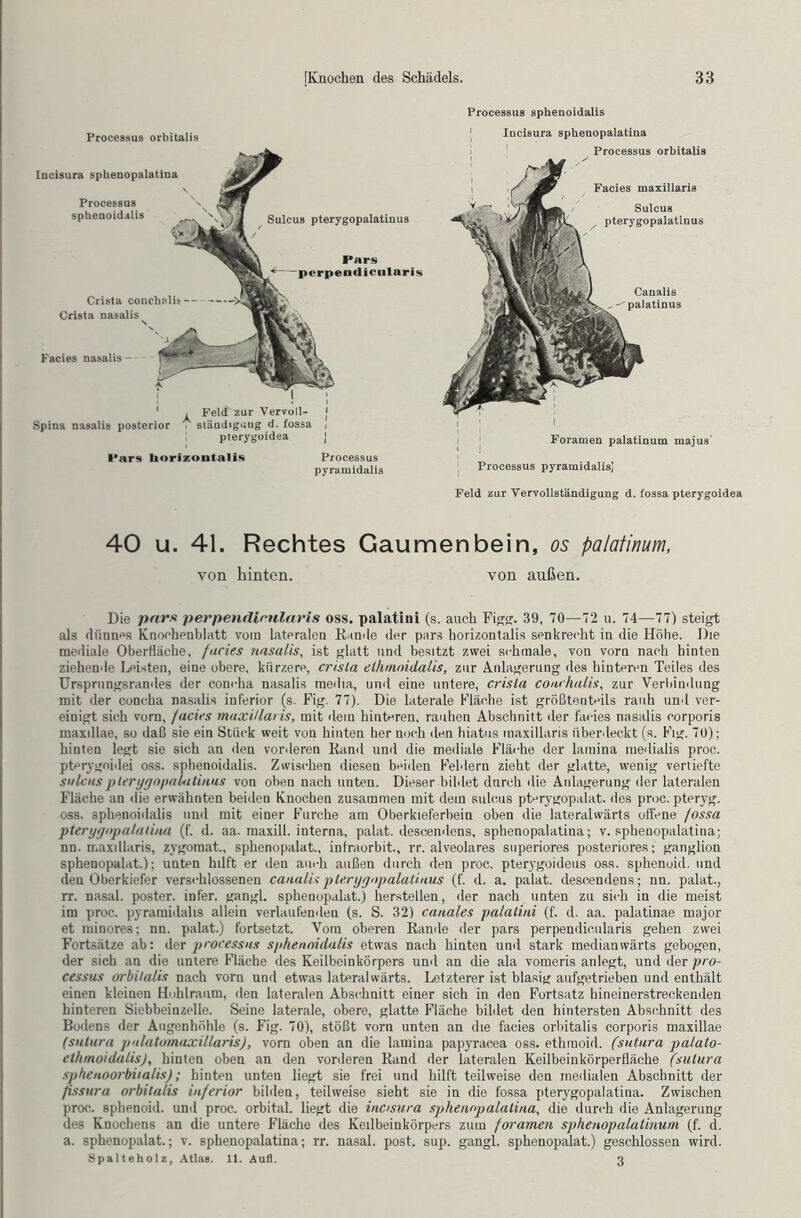 Processus orbitalis Incisura sphenopalatiiia Processus spheuoidalis Sulcus pterygopalatinus Pars perpendicularis Facies nasalis - Spina nasalis posterior Pars borizontalis Processus spheuoidalis | Incisura sphenopalatina Processus orbitalis „r«l ~ Facies maxillaris Sulcus pterygopalatinus Foramen palatinum majus Processus pyramidalis; Feld zur Vervollständigung d. fossa pterygoidea 40 u. 41. Rechtes Gaumenbein, os palatinum, von hinten. von außen. Die pars perpendicularis oss. palatini (s. auch Figg. 39, 70—72 u. 74—77) steigt als dünnes Knochpnblatt vom lateralen Kunde der pars borizontalis senkrecht in die Höhe. Die mediale Oberfläche, facies nasalis, ist glatt und besitzt zwei schmale, von vorn nach hinten ziehende Leisten, eine obere, kürzere, crisla elhmnidalis, zur Anlagerung des hinteren Teiles des Ursprungsrandes der coucha nasalis media, und eine untere, crisla coarhalis, zur Verbindung mit der concha nasalis inferior (s. Fig. 77). Die laterale Fläche ist größtenteils rauh und ver- einigt sich vorn, facies maxillaris, mit dem hinteren, rauhen Abschnitt der facies nasalis corporis maxillae, so daß sie ein Stück weit von hinten her noch den hiatus inaxillaris überdeckt (s. Fig. 70); hinten legt sie sich an den vorderen Rand und die mediale Fläche der larnina medialis proc. pterygoidei oss. sphenoidalis. Zwischen diesen beiden Feldern zieht der glatte, wenig vertiefte snlcusplerygnpalalinus von oben nach unten. Dieser bildet durch die Anlagerung der lateralen Fläche an die erwähnten beiden Knochen zusammen mit dein sutcus ptcrygopalat. des proc. pteryg. oss. sphenoidalis und mit einer Furche am Oberkieferbein oben die lateralwärts offene fossa pterygnpalaliaa (f. d. aa. maxill. interna, palat. descendens, sphenopalatina; v. sphenopalatina; nn. maxillaris, zygomat., sphenopalat., infraorbit., rr. alveolares superiores posteriores; ganglion sphenopalat.); unten hdft er den auch außen durch den proc. pterygoideus oss. sphenoid. und den Oberkiefer verschlossenen canulis pterygopalatinus (f. d. a. palat. descendens; nn. palat., rr. nasal, poster. infer. gangl. sphenopalat.) herstellen, der nach unten zu sich in die meist im proc. pyramidalis allein verlaufenden (s. S. 32) canales palatini (f. d. aa. palatinae major et minores; nn. palat.) fortsetzt. Vom oberen Rande der pars perpendicularis gehen zwei Fortsätze ab: der proress ns sphenoidalis etwas nach hinten und stark medianwärts gebogen, der sich an die untere Fläche des Keilbeinkörpers und an die ala vomeris anlegt, und der pro- cessus orbitalis nach vorn und etwas latpralwärts. Letzterer ist blasig aufgetrieben und enthält einen kleinen Hohlraum, den lateralen Abschnitt einer sich in den Fortsatz hineinerstreckenden hinteren Siebbeinzelle. Seine laterale, obere, glatte Fläche bildet den hintersten Abschnitt des Bodens der Augenhöhle (s. Fig. 70), stößt vorn unten an die facies orbitalis corporis maxillae (sntura pnlatomaxillaris), vorn oben an die larnina papyracea oss. ethmoid. (sutiira palato- ethmoidalis), hinten oben an den vorderen Rand der lateralen Keilbeinkörperfläche (sutura sphenoorbiialis); hinten unten liegt sie frei und hilft teilweise den medialen Abschnitt der fissura orbitalis inferior bilden, teilweise sieht sie in die fossa pterygopalatina. Zwischen proc. sphenoid. und proc. orbital, liegt die incisura sphenopalatina, die durch die Anlagerung des Knochens an die untere Fläche des Keilbeinkörpers zum foramen sphenopalatinum (f. d. a. sphenopalat.; v. sphenopalatina; rr. nasal, post. sup. gangl. sphenopalat.) geschlossen wird. Spalteholz, Atlas. 11. Aul 3