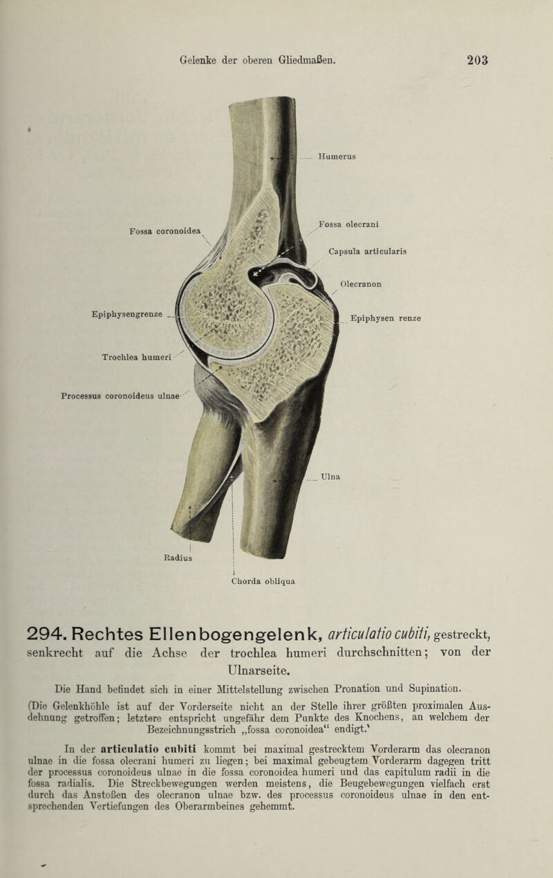 » Humerus Fossa coronoidea Epiphysengrenze _ Trochlea humeri Processus coronoideus ulnae Fossa olecrani Capsula articularis Olecranon Epiphysen renze Ulna Radius Chorda obliqua 294. Rechtes Ellenbogengelenk, articulatio cubiii, streckt, senkrecht auf die Achse der trochlea humeri durchschnitten; von der Ulnarseite. Die Hand befindet sich in einer Mittelstellung zwischen Pronation und Supination. (Die Gelenkhöhle ist auf der Vorderseite nicht an der Stelle ihrer größten proximalen Aus- dehnung getroffen; letztere entspricht ungefähr dem Punkte des Knochens, an welchem der Bezeichnungsstrich „fossa coronoidea“ endigt.' In der articulatio cubiti kommt hei maximal gestrecktem Vorderarm das olecranon ulnae in die fossa olecrani humeri zu liegen; hei maximal gebeugtem Vorderarm dagegen tritt der processus coronoideus ulnae in die fossa coronoidea humeri und das capitulum radii in die fossa radialis. Die Streckbewegungen werden meistens, die Beugebewegungen vielfach erst durch das Anstoßen des olecranon ulnae hzw. des processus coronoideus ulnae in den ent- sprechenden Vertiefungen des Oberarmbeines gehemmt.