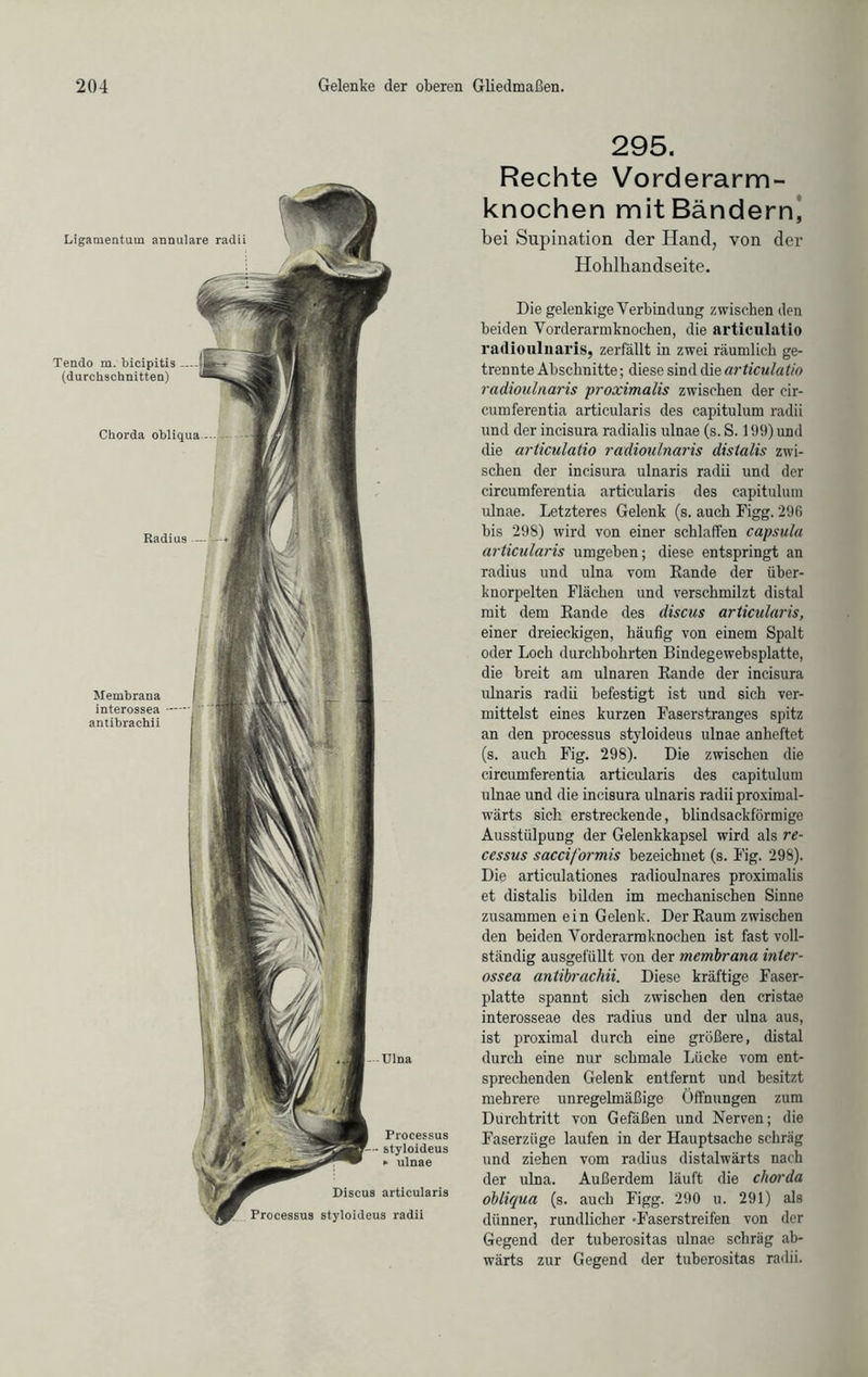 Ulna Processus styloideus ► ulnae Discus articularis Processus styloideus radii Ligamentum annulare radii Tendo m. bicipitis (durchschnitten) Chorda obliqua - Radius . Membrana interossea antibraehii 295. Rechte Vorderarm- knochen mit Bändern, bei Supination der Hand, von der Hohlbandseite. Die gelenkige Verbindung zwischen den beiden Vorderarmknocken, die articulatio radioulnaris, zerfällt in zwei räumlich ge- trennte Abschnitte; diese sind die articulatio radioulnaris proximalis zwischen der cir- cumferentia articularis des capitulum radii und der incisura radialis ulnae (s. S. 199) und die articulatio radioulnaris distalis zwi- schen der incisura ulnaris radii und der circumferentia articularis des capitulum ulnae. Letzteres Gelenk (s. auch Figg. 296 bis 298) wird von einer schlaffen capsula articularis umgeben; diese entspringt an radius und ulna vom Rande der über- knorpelten Flächen und verschmilzt distal mit dem Rande des discus articularis, einer dreieckigen, häufig von einem Spalt oder Loch durchbohrten Bindegewebsplatte, die breit am ulnaren Rande der incisura ulnaris radii befestigt ist und sich ver- mittelst eines kurzen Faserstranges spitz an den processus styloideus ulnae anheftet (s. auch Fig. 298). Die zwischen die circumferentia articularis des capitulum ulnae und die incisura ulnaris radii proximal- wärts sich erstreckende, blindsackförmige Ausstülpung der Gelenkkapsel wird als re- cessus sacciformis bezeichnet (s. Fig. 298). Die articulationes radioulnares proximalis et distalis bilden im mechanischen Sinne zusammen ein Gelenk. Der Raum zwischen den beiden Vorderarraknochen ist fast voll- ständig ausgefüllt von der membrana inter- ossea antibraehii. Diese kräftige Faser- platte spannt sich zwischen den cristae interosseae des radius und der ulna aus, ist proximal durch eine größere, distal durch eine nur schmale Lücke vom ent- sprechenden Gelenk entfernt und besitzt mehrere unregelmäßige Öffnungen zum Durchtritt von Gefäßen und Nerven; die Faserzüge laufen in der Hauptsache schräg und ziehen vom radius distalwärts nach der ulna. Außerdem läuft die chorda obliqua (s. auch Figg. 290 u. 291) als dünner, rundlicher -Faserstreifen von der Gegend der tuberositas ulnae schräg ab- wärts zur Gegend der tuberositas radii.