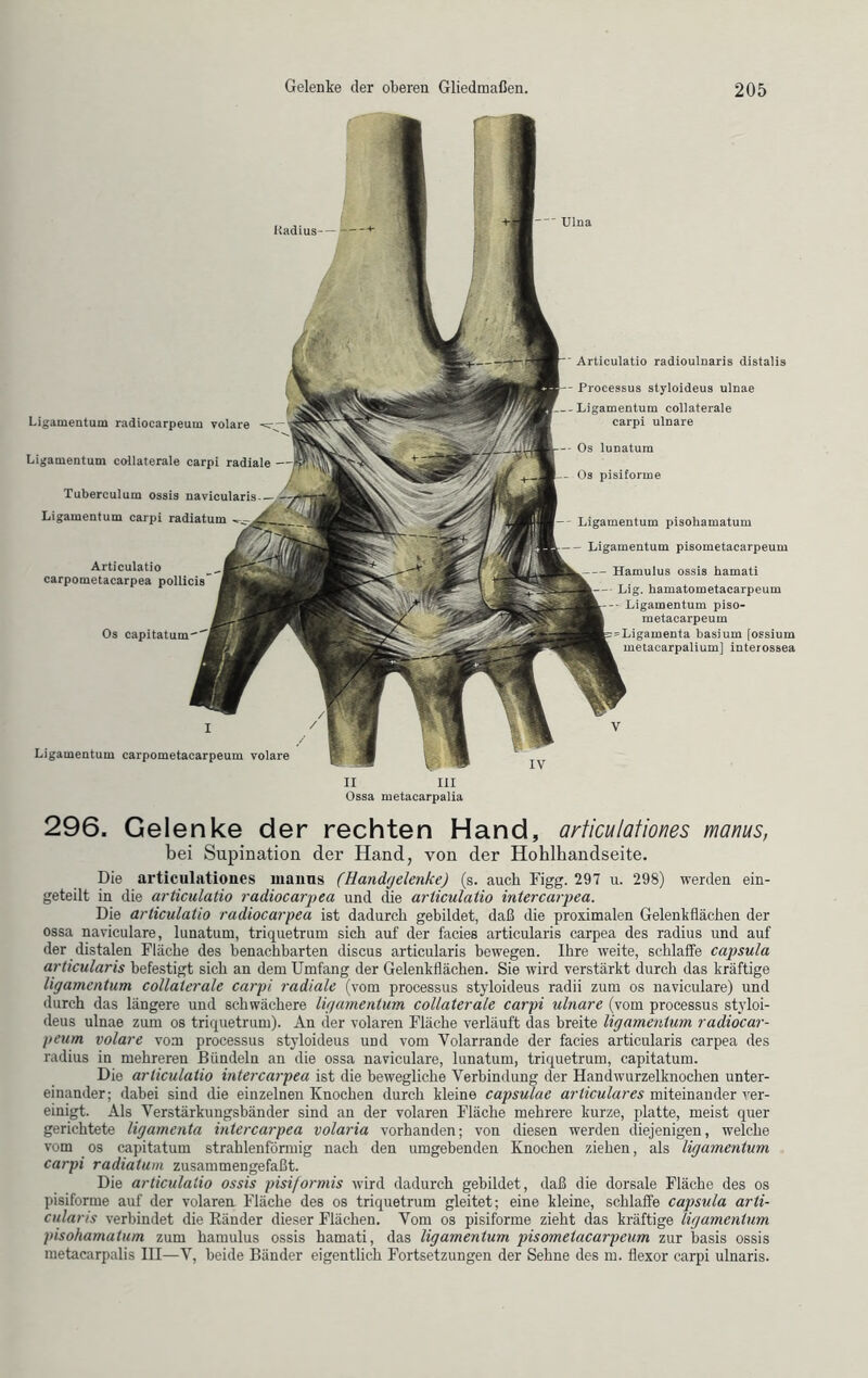 Ligamentum carpometacarpeum volare Itadius— Ulna Ligamentum radiocarpeum volare Ligamentum collaterale carpi radiale Tuberculum ossis navicularis Ligamentum carpi radiatum Articulatio carpometacarpea pollicis Os capitatum Articulatio radioulnaris distalis Processus styloideus ulnae Ligamentum collaterale carpi ulnare Os lunatum Os pisiforme Ligamentum pisohamatum Ligamentum pisometacarpeum — Hamulus ossis hamati -■ Lig. hamatometacarpeum -• Ligamentum piso- metacarpeum »Ligamenta basium [ossium metacarpalium] interossea II III Ossa metacarpalia 296. Gelenke der rechten Hand, articulationes manus, bei Supination der Hand, von der Hohlhandseite. Die articulationes manus (Handgelenke) (s. auch Figg. 297 u. 298) werden ein- geteilt in die articulatio radiocarpea und die articulatio intercarpea. Die articulatio radiocarpea ist dadurch gebildet, daß die proximalen Gelenkflächen der ossa naviculare, lunatum, triquetrum sich auf der facies articularis carpea des radius und auf der distalen Fläche des benachbarten discus articularis bewegen. Ihre weite, schlaffe capsula articularis befestigt sich an dem Umfang der Gelenkflächen. Sie wird verstärkt durch das kräftige ligamentum collaterale carpi radiale (vom processus styloideus radii zum os naviculare) und durch das längere und schwächere ligamentum collaterale carpi ulnare (vom processus styloi- deus ulnae zum os triquetrum). An der volaren Fläche verläuft das hreite ligamentum radiocar- peum volare vom processus styloideus und vom Volarrande der facies articularis carpea des radius in mehreren Bündeln an die ossa naviculare, lunatum, triquetrum, capitatum. Die articulatio intercarpea ist die bewegliche Verbindung der Handwurzelknochen unter- einander; dabei sind die einzelnen Knochen durch kleine capsulae articulares miteinander ver- einigt. Als Verstärkungsbänder sind an der volaren Fläche mehrere kurze, platte, meist quer gerichtete ligamenta intercarpea volaria vorhanden; von diesen werden diejenigen, welche vom os capitatum strahlenförmig nach den umgebenden Knochen ziehen, als ligamentum carpi radiatum zusammengefaßt. Die articulatio ossis pisiformis wird dadurch gebildet, daß die dorsale Fläche des os pisiforme auf der volaren Fläche des os triquetrum gleitet; eine kleine, schlaffe capsula arti- cularis verbindet die Ränder dieser Flächen. Vom os pisiforme zieht das kräftige ligamentum pisohamatum zum hamulus ossis hamati, das ligamentum pisometacarpeum zur hasis ossis metacarpalis IH—V, beide Bänder eigentlich Fortsetzungen der Sehne des m. flexor carpi ulnaris.