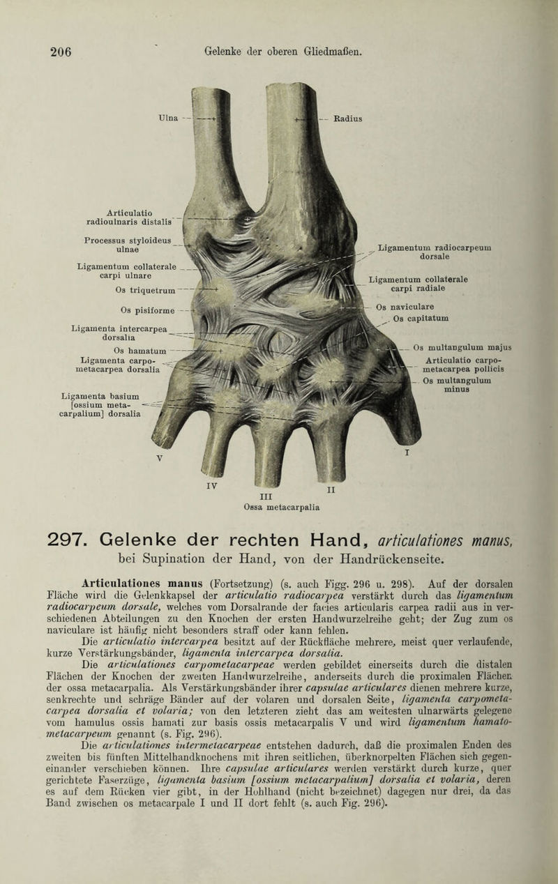 Ulna --S Radius Ligamentum radiocarpeum dorsale Ligamentum coilaterale carpi radiale Os naviculare . Os capitatum Articulatio radioulnaris distalis Processus styloideus _ ulnae Ligamentum coilaterale carpi ulnare Os triquetrum  Os pisiforme Ligamenta intercarpea^ dorsalia Os hamatum Ligamenta carpo- metacarpea dorsalia Ligamenta basium [ossium meta- carpalium] dorsalia _ Os multangulum majus Articulatio carpo- metacarpea pollicis Os multangulum minus III Ossa metacarpalia 297. Gelenke der rechten Hand, articulationes bei Supination der Hand, von der Handrückenseite. rnanus, Articulationes manus (Fortsetzung) (s. auch Figg. 296 u. 298). Auf der dorsalen Fläche wird die Gelenkkapsel der articulatio radiocarpea verstärkt durch das ligamentum radiocarpeum dorsale, welches vom Dorsalrande der facies articularis carpea radii aus in ver- schiedenen Abteilungen zu den Knochen der ersten Handwurzelreihe geht; der Zug zum os naviculare ist häufig nicht besonders straff oder kann fehlen. Die articulatio intercarpea besitzt auf der Rückfiäche mehrere, meist quer verlaufende, kurze Verstärkungsbänder, ligamenta intercarpea dorsalia. Die articulationes carpometacarpeae werden gebildet einerseits durch die distalen Flächen der Knochen der zweiten Handwurzelreihe, anderseits durch die proximalen Flächen der ossa metacarpalia. Als Verstärkungsbänder ihrer capsulae articulares dienen mehrere kurze, senkrechte und schräge Bänder auf der volaren und dorsalen Seite, ligamenta carpometa- carpea dorsalia et volaria; von den letzteren zieht das am weitesten ulnarwärts gelegene vom haraulus ossis hamati zur basis ossis metacarpalis V und wird ligamentum hamalo- metacarpeum genannt (s. Fig. 296). Die articulationes intermetacarpeae entstehen dadurch, daß die proximalen Enden des zweiten bis fünften Mittelhandknochens mit ihren seitlichen, überknorpelten Flächen sich gegen- einander verschieben können. Ihre capsulae articulares werden verstärkt durch kurze, quer gerichtete Faserziige, ligamenta basium [ossium metacarpaliumj dorsalia ei volaria, deren es auf dem Rücken vier gibt, in der Hohlhand (nicht bezeichnet) dagegen nur drei, da das Band zwischen os metacarpale I und II dort fehlt (s. auch Fig. 296).