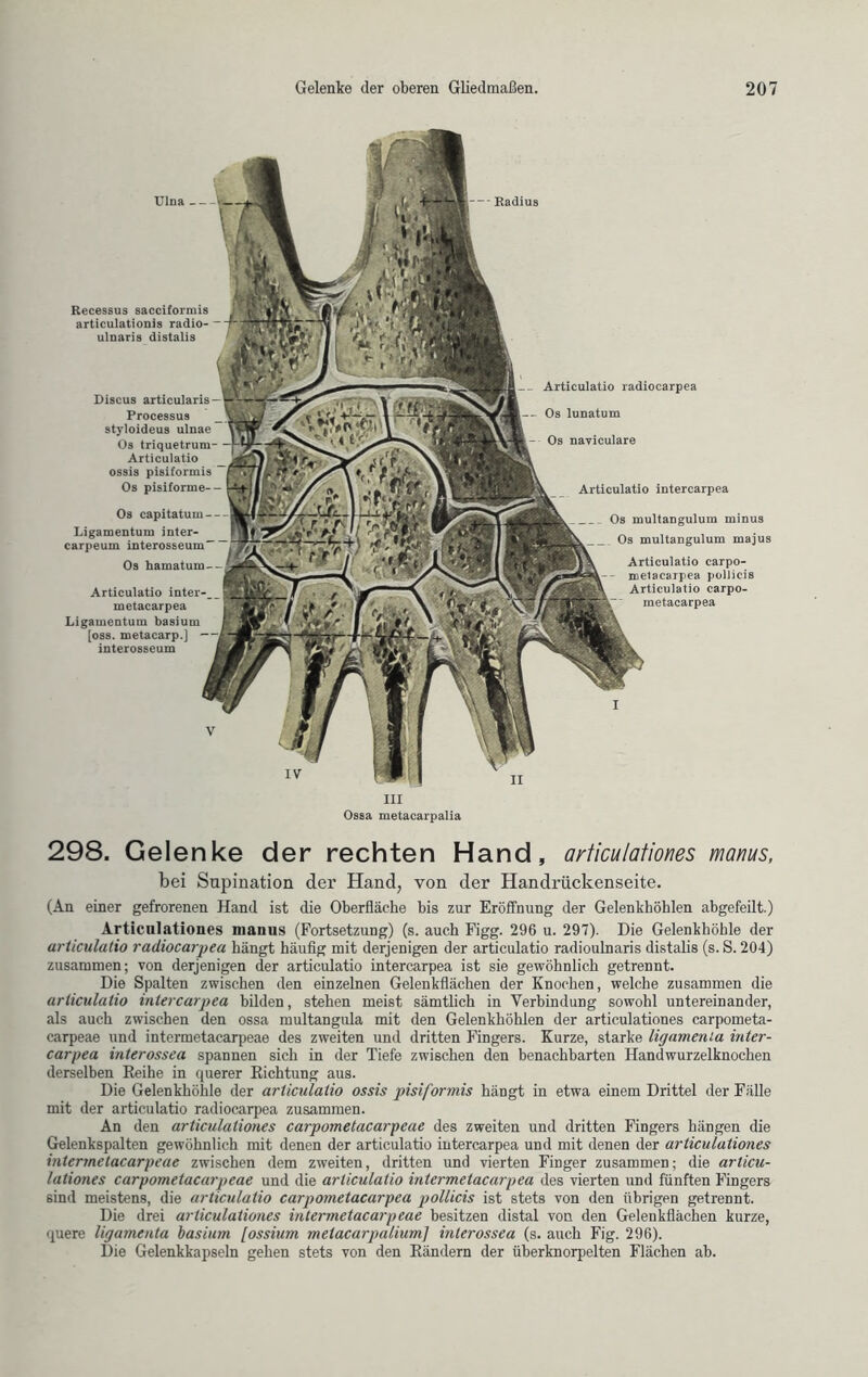 Ulna -- Recessus sacciformis articulationis radio- ulnaris distalis Articulatio radioearpea Os lunatum Os naviculare Articulatio intercarpea _ Os multaDgulum minus _ Os multangulum majus Articulatio carpo- metacarpea pollicis Articulatio carpo- metacarpea Discus articularis Processus stj-loideus ulnae Os triquetrum- Articulatio ossis pisiformis Os pisiforme— Os capitatum-- Ligamentum inter- carpeum interosseum Os hamatum— Articulatio inter- metacarpea Ligamentum basium [oss. metacarp.] interosseum III Ossa metacarpalia 298. Gelenke der rechten Hand, articulationes manus, bei Supination der Hand, von der Handrückenseite. (An einer gefrorenen Hand ist die Oberfläche bis zur Eröffnung der Gelenkhöhlen ahgefeilt.) Articulationes manus (Fortsetzung) (s. auch Figg. 296 u. 297). Die Gelenkhöhle der articulatio radioearpea hängt häufig mit derjenigen der articulatio radioulnaris distalis (s. S. 204) zusammen; von derjenigen der articulatio intercarpea ist sie gewöhnlich getrennt. Die Spalten zwischen den einzelnen Gelenkflächen der Knochen, welche zusammen die articulatio intercarpea bilden, stehen meist sämtlich in Verbindung sowohl untereinander, als auch zwischen den ossa multangula mit den Gelenkhöhlen der articulationes carpometa- carpeae und intermetacarpeae des zweiten und dritten Fingers. Kurze, starke ligamenla inter- carpea interossea spannen sich in der Tiefe zwischen den benachbarten Handwurzelknochen derselben Reihe in querer Richtung aus. Die Gelenkhöhle der articulatio ossis pisiformis hängt in etwa einem Drittel der Fälle mit der articulatio radioearpea zusammen. An den articulationes carpometacarpeae des zweiten und dritten Fingers hängen die Gelenkspalten gewöhnlich mit denen der articulatio intercarpea und mit denen der articulationes intermetacarpeae zwischen dem zweiten, dritten und vierten Finger zusammen; die articu- lationes carpometacarpeae und die articulatio intermetacarpea des vierten und fünften Fingers 6ind meistens, die articulatio carpometacarpea pollicis ist stets von den übrigen getrennt. Die drei articulationes intermetacarpeae besitzen distal von den Gelenkflächen kurze, quere ligamenta basium [ossium metacarpalium] interossea (s. auch Fig. 296). Die Gelenkkapseln gehen stets von den Rändern der überknorpelten Flächen ab.