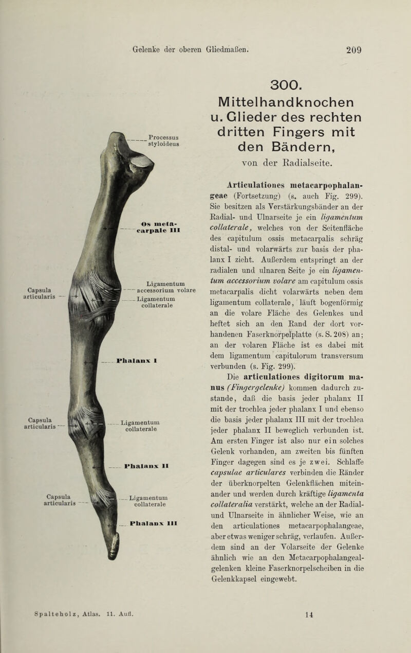 Os meta- carpale III Ligamentum accessorium volare Ligamentum eollaterale Phalanx I Processus styloideus Capsula articularis Phalanx III Capsula articularis Ligamentum eollaterale Phalanx II Capsula articularis — Ligamentum eollaterale 300. Mittel handknochen u. Glieder des rechten dritten Fingers mit den Bändern, von der Radialseite. Articulationes metncarpophalan- geae (Fortsetzung) (s. auch Fig. 299). Sie besitzen als Yerstärkungsbänder an der Radial- und Ulnarseite je ein ligamentum eollaterale, welches von der Seitenfläche des capitulum ossis metacarpalis schräg distal- und volarwärts zur basis der pha- lanx I zieht. Außerdem entspringt an der radialen und ulnaren Seite je ein ligamen- tum accessorium volare am capitulum ossis metacarpalis dicht volarwärts neben dem ligamentum eollaterale, läuft bogenförmig an die volare Fläche des Gelenkes und heftet sich an den Rand der dort vor- handenen Faserknorpelplatte (s. S. 208) an; au der volaren Fläche ist es dabei mit dem ligamentum capitulorum transversum verbunden (s. Fig. 299). Die articulationes digitorum ma- uus (Fingergelenke) kommen dadurch zu- stande, daß die basis jeder phalanx II mit der trochlea jeder phalanx I und ebenso die basis jeder phalanx III mit der trochlea jeder phalanx II beweglich verbunden ist. Am ersten Finger ist also nur ein solches Gelenk vorhanden, am zweiten bis fünften Finger dagegen sind es je zwei. Schlaffe capsulae articulares verbinden die Ränder der überknorpelten Gelenkflächen mitein- ander und werden durch kräftige ligamenta collateralia verstärkt, welche an der Radial- und Ulnarseite in ähnlicher Weise, wie an den articulationes metacarpophalangeae, aber etwas weniger schräg, verlaufen. Außer- dem sind an der Yolarseite der Gelenke ähnlich wie an den Metacarpophalangeal- gelenken kleine Faserknorpelscheiben in die Gelenkkapsel eingewebt. Spalteholz, Atlas. 11. Aut!. 14
