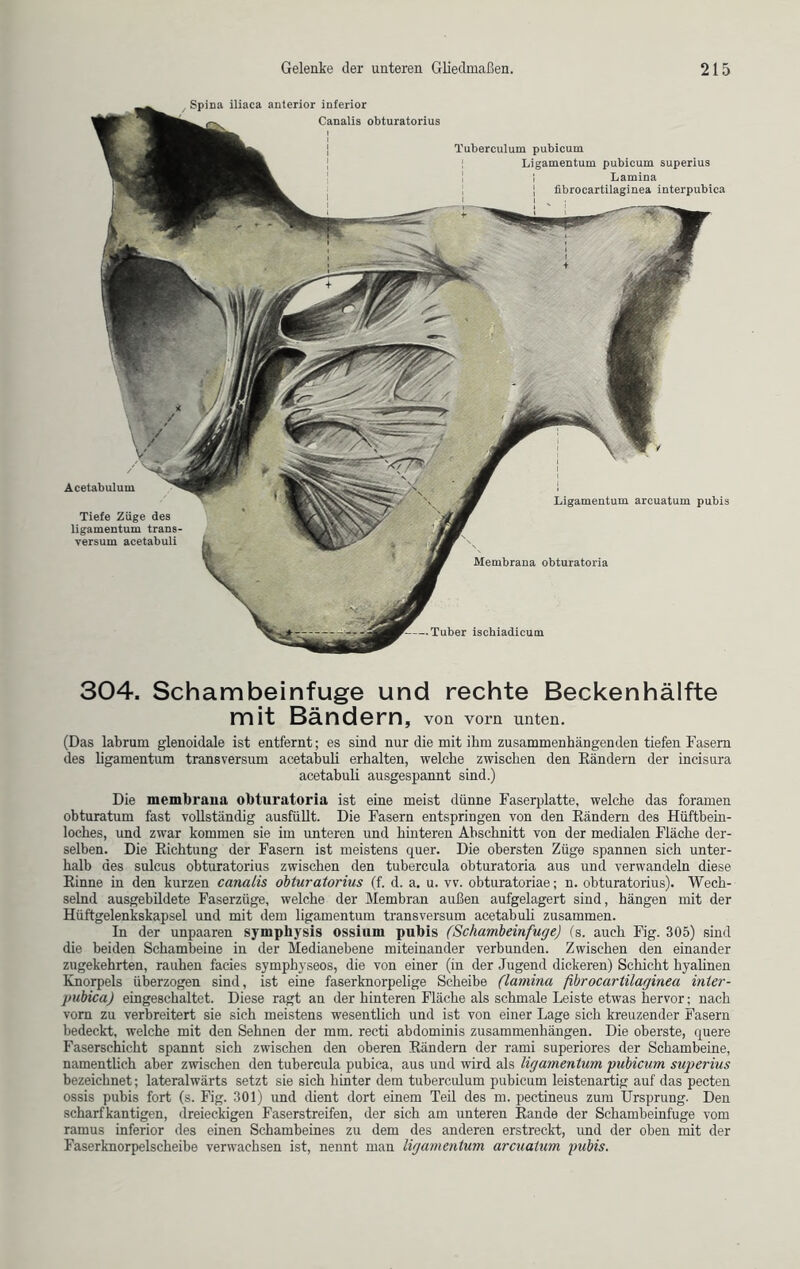 Spina iliaca anterior inferior Canalis obturatorius Tuberculum pubicum gamentum pubicum superius Lamina fibrocartilaginea interpubica Ligamentum arcuatum pubis Membrana obturatoria Tuber isehiadicum Acetabulum Tiefe Züge des ligamentum trans versum acetabuli 304. Schambeinfuge und rechte Beckenhälfte mit Bändern , von vorn unten. (Das labrurn glenoidale ist entfernt; es sind nur die mit ihm zusammenhängenden tiefen Fasern des ligamentum transversum acetabuli erhalten, welche zwischen den Rändern der incisura acetabuli ausgespannt sind.) Die membrana obturatoria ist eine meist dünne Faserplatte, welche das foramen obturatum fast vollständig ausfüllt. Die Fasern entspringen von den Rändern des Hüftbein- loches, und zwar kommen sie im unteren und hinteren Abschnitt von der medialen Fläche der- selben. Die Richtung der Fasern ist meistens quer. Die obersten Züge spannen sich unter- halb des sulcus obturatorius zwischen den tubercula obturatoria aus und verwandeln diese Rinne in den kurzen canalis obturatorius (f. d. a. u. vv. obturatoriae; n. obturatorius). Wech- selnd ausgebildete Faserzüge, welche der Membran außen aufgelagert sind, hängen mit der Hüftgelenkskapsel und mit dem ligamentum transversum acetabuli zusammen. In der unpaaren symphysis ossium pubis (Schambeinfuge) (s. auch Fig. 305) sind die beiden Schambeine in der Medianebene miteinander verbunden. Zwischen den einander zugekehrten, rauhen facies symphyseos, die von einer (in der Jugend dickeren) Schicht hyalinen Knorpels überzogen sind, ist eine faserknorpelige Scheibe (lamina fibrocartilaginea inler- pubica) eingeschaltet. Diese ragt an der hinteren Fläche als schmale Leiste etwas hervor; nach vorn zu verbreitert sie sich meistens wesentlich und ist von einer Lage sich kreuzender Fasern bedeckt, welche mit den Sehnen der mm. recti abdominis Zusammenhängen. Die oberste, quere Faserschicht spannt sich zwischen den oberen Rändern der rami superiores der Schambeine, namentlich aber zwischen den tubercula pubica, aus und wird als ligamentum pubicum superius bezeichnet; lateralwärts setzt sie sich hinter dem tüberculum pubicum leistenartig auf das pecten ossis pubis fort (s. Fig. 301) und dient dort einem Teil des m. pectineus zum Ursprung. Den scharfkantigen, dreieckigen Faserstreifen, der sich am unteren Rande der Schambeinfuge vom ramus inferior des einen Schambeines zu dem des anderen erstreckt, imd der oben mit der Faserknorpelscheibe verwachsen ist, nennt man ligamentum arcuatum pubis.