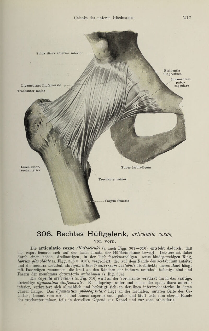 Spina iliaca anterior inferior Ligamentum iliofemorale Trochanter major Linea inter- trochanterica Eminentia iliopectinea Ligamentum pubo- capsulare Tuber ischiadicum Trochanter minor Corpus femoris 306. Rechtes Hüftgelenk, articulaiio coxae, von vorn. Die articulatio coxae (Hüftgelenk) (s. auch Figg. 307—310) entsteht dadurch, daß das caput femoris sich auf der facies lunata der Hüftbeinpfanne bewegt. Letztere ist dabei durch einen hohen, dreikantigen, in der Tiefe faserknorpeligen, sonst bindegewebigen Eing, labrum glenoidale (s. Figg. 308 u. 310), vergrößert, der auf dem Bande des acetabulum aufsitzt und die incisura acetabuli als ligamenlum transversum acetabuli überbrückt; dieses Band hängt mit Faserzügen zusammen, die breit an den Rändern der incisura acetabuli befestigt sind und Fasern der metnbrana obturatoria aufnehmen (s. Fig. 304). Die capsula arlicularis (s. Fig. 310) wird an der Vorderseite verstärkt durch das kräftige, dreieckige ligamenlum iliofemorale. Es entspringt unter und neben der spina iliaca anterior inferior, verbreitert sich allmählich und befestigt sich an der linea intertrochanterica in deren ganzer Länge. Das ligamenlum pubocapsulare liegt an der medialen, unteren Seite des Ge- lenkes, kommt vom corpus und ramus superior ossis pubis und läuft teils zum oberen Rande des trochanter minor, teils in derselben Gegend zur Kapsel und zur zona orbicularis.