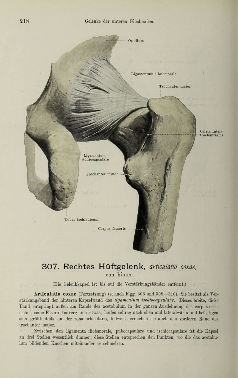 Os ilium Ligamentum iliofemorale Trochanter major Tuber ischiadicum Corpus feinoris Crista inter- trochanterica 307. Rechtes Hüftgelenk, articulatio coxae, von hinten, (Die Gelenkkapsel ist bis auf die Verstärkungsbänder entfernt.) Articulatio coxae (Fortsetzung) (s. auch Figg. 306 und 308—310). Sie besitzt als Yer- stärkungsband der hinteren Kapselwand das ligamentum ischiocapsulare. Dieses breite, dicke Band entspringt außen am Rande des acetabulum in der ganzen Ausdehnung des corpus ossis ischii; seine Fasern konvergieren etwas, laufen schräg nach oben und lateralwärts und befestigen sich größtenteils an der zona orbicularis, teilweise erreichen sie auch den vorderen Rand des trochanter major. Zwischen den ligamenta iliofemorale, pubocapsulare und ischiocapsulare ist die Kapsel an drei Stellen wesentlich dünner; diese Stellen entsprechen den Punkten, wo die das acetabu- lum bildenden Knochen miteinander verschmelzen.