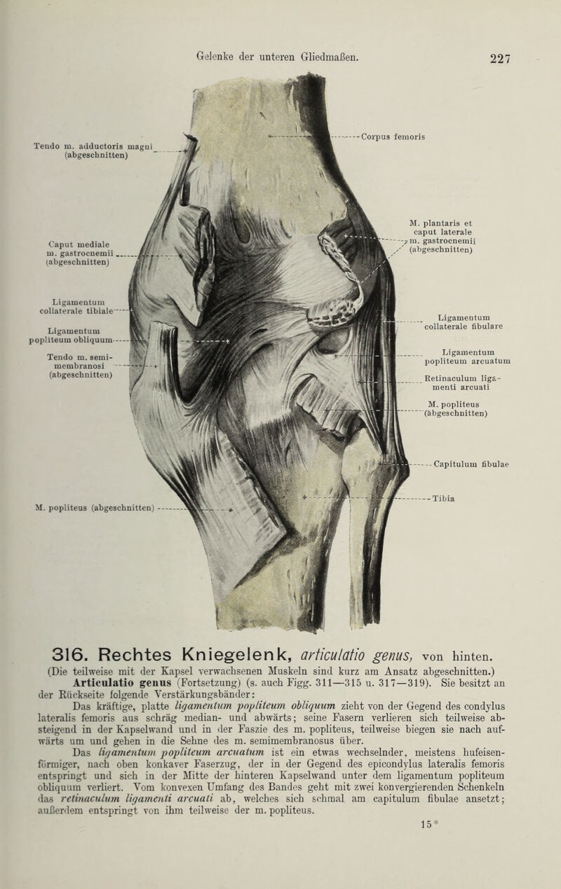 Tendo m. adductoris magui (abgeschnitten) Corpus femoris Caput mediale m. gastrocnemii (abgeschnitten) M. plantaris et caput laterale m. gastrocnemii (abgeschnitten) Ligamentum collaterale fibulare Ligamentum popliteum arcuatum Retinaculum liga- menti arcuati M. popliteus (abgeschnitten) Capitulum fibulae Ligamentum collaterale tibiale Ligamentum popliteum obliquum Tendo m. semi- membranosi (abgeschnitten) M. popliteus (abgeschnitten) Tibia 316. Rechtes Kniegelenk, articulatio genus, von hinten. (Die teilweise mit der Kapsel verwachsenen Muskeln sind kurz am Ansatz abgeschnitten.) Articulatio genus (Fortsetzung) (s. auch Figg. 311—315 u. 317—319). Sie besitzt an der Rückseite folgende Verstärkungsbänder: Das kräftige, platte ligamentum popliteum obliquum zieht von der Gegend des condylus lateralis femoris aus schräg median- und abwärts; seine Fasern verlieren sich teilweise ab- steigend in der Kapselwand und in der Faszie des m. popliteus, teilweise biegen sie nach auf- wärts um und gehen in die Sehne des m. semimembranosus über. Das ligamentum popliteum arcuatum ist ein etwas wechselnder, meistens hufeisen- förmiger, nach oben konkaver Faserzug, der in der Gegend des epicondylus lateralis femoris entspringt und sich in der Mitte der hinteren Kapselwand unter dem ligamentum popliteum obliquum verliert. Vom konvexen Umfang des Bandes geht mit zwei konvergierenden Schenkeln das retinaculum ligamenti arcuati ab, welches sich schmal am capitulum fibulae ansetzt; außerdem entspringt von ihm teilweise der m. popliteus. 15*