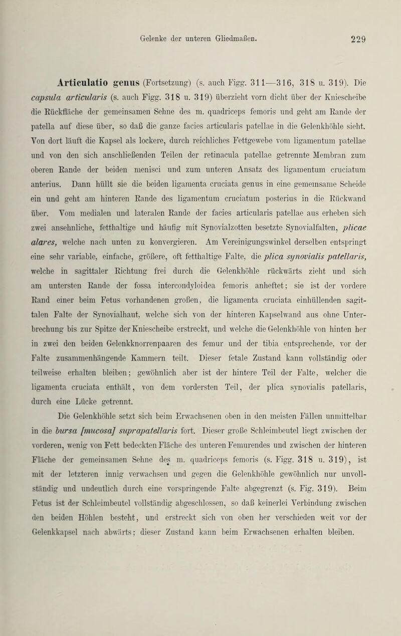 Articulatio genus (Fortsetzung) (s. auch Figg. 311—316, 318 u. 319). Die capsula articularis (s. auch Figg. 318 u. 319) überzieht vorn dicht über der Kniescheibe die Rückfläche der gemeinsamen Sehne des m. quadriceps femoris und gellt am Rande der patella auf diese über, so daß die ganze facies articularis patellae in die Gelenkhöhle sieht. Von dort läuft die Kapsel als lockere, durch reichliches Fettgewebe vom ligamentum patellae und von den sich anschließenden Teilen der retinacula patellae getrennte Membran zum oberen Rande der beiden menisci und zum unteren Ansatz des ligamentum cruciatum anterius. Dann hüllt sie die beiden ligamenta cruciata genus in eine gemeinsame Scheide ein und geht am hinteren Rande des ligamentum cruciatum posterius in die Rückwand über. Vom medialen und lateralen Rande der facies articularis patellae aus erheben sich zwei ansehnliche, fetthaltige und häufig mit Synovialzotten besetzte Synovialfalten, plicae alares, welche nach unten zu konvergieren. Am Vereinigungswinkel derselben entspringt eine sehr variable, einfache, größere, oft fetthaltige Falte, die plica synovialis patellaris, welche in sagittaler Richtung frei durch die Gelenkhöhle rückwärts zieht und sich am untersten Rande der fossa intercondyloidea femoris anheftet; sie ist der vordere Rand einer beim Fetus vorhandenen großen, die ligamenta cruciata einhüllenden sagit- talen Falte der Synovialhaut, welche sich von der hinteren Kapselwand aus ohne Unter- brechung bis zur Spitze der Kniescheibe erstreckt, und welche die Gelenkhöhle von hinten her in zwei den beiden Gelenkknorrenpaaren des femur und der tibia entsprechende, vor der Falte zusammenhängende Kammern teilt. Dieser fetale Zustand kann vollständig oder teilweise erhalten bleiben; gewöhnlich aber ist der hintere Teil der Falte, welcher die ligamenta cruciata enthält, von dem vordersten Teil, der plica synovialis patellaris, durch eine Lücke getrennt. Die Gelenkhöhle setzt sich beim Erwachsenen oben in den meisten Fällen unmittelbar in die bursa [mucosa] suprapatellaris fort. Dieser große Schleimbeutel liegt zwischen der vorderen, wenig von Fett bedeckten Fläche des unteren Femurendes und zwischen der hinteren Fläche der gemeinsamen Sehne des m. quadriceps femoris (s. Figg. 318 u. 319), ist mit der letzteren innig verwachsen und gegen die Gelenkhöhle gewöhnlich nur unvoll- ständig und undeutlich durch eine vorspringende Falte abgegrenzt (s. Fig. 319). Beim Fetus ist der Schleimbeutel vollständig abgeschlossen, so daß keinerlei Verbindung zwischen den beiden Höhlen besteht, und erstreckt sich von oben her verschieden weit vor der Gelenkkapsel nach abwärts; dieser Zustand kann beim Erwachsenen erhalten bleiben.