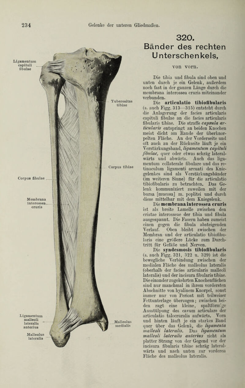 320. Bänder des rechten Unterschenkels, Malleolus medialis Tuberositas tibiae Corpus tibiae Ligamentum malleoli lateralis anterius Malleolus lateralis Ligamentum capituli fibulae Corpus fibulae Membrana interossea cruris von vorn. Die tibia und fibula sind oben und unten durch je ein Gelenk, außerdem noch fast in der ganzen Länge durch die membrana interossea cruris miteinander verbunden. Die articulatio tibioflbularis (s. auch Figg. 313—315) entsteht durch die Anlagerung der faeies articularis capituli fibulae an die faeies articularis fibularis tibiae. Die straffe capsula ar- ticularis entspringt an beiden Knochen meist dicht am Kande der überknor- pelten Fläche. An der Vorderseite und oft auch an der Rückseite läuft je ein Verstärkungsband, ligamentum capituli fibulae, quer oder etwas schräg lateral- wärts und abwärts. Auch das liga- mentum collaterale fibulare und das re- tinaculum ligamenti arcuati des Knie- gelenkes sind als Verstärkungsbänder (im weiteren Sinne) für die articulatio tibioflbularis zu betrachten. Das Ge- lenk kommuniziert zuweilen mit der bursa [mucosa] m. poplitei und durch diese mittelbar mit dem Kniegelenk. Die membrana interossea cruris ist als breite Lamelle zwischen den cristae interosseae der tibia und fibula ausgespannt. Die Fasern haben zumeist einen gegen die fibula absteigenden Verlauf. Oben bleibt zwischen der Membran und der articulatio tibiofibu- laris eine größere Lücke zum Durch- tritt für Gefäße und Nerven. Die syndesmosis tibioflbularis (s. auch Figg. 321, 322 u. 329) ist die bewegliche Verbindung zwischen der medialen Fläche des malleolus lateralis (oberhalb der faeies articularis malleoli lateralis) und der incisura fibularis tibiae. Die einander zugekehrten Knochenflächen sind nur manchmal in ihrem vordersten Abschnitte von hyalinem Knorpel, sonst immer nur von Periost mit teilweiser Fettunterlage überzogen; zwischen bei- den ragt eine kleine, spaltförmige Ausstülpung des cavum articulare der articulatio talocruralis aufwärts. Vorn und hinten läuft je ein starkes Band quer über das Gelenk, die ligamcnta malleoli lateralis. Das ligamentum malleoli lateralis anterius zieht als platter Strang von der Gegend vor der incisura fibularis tibiae schräg lateral- wärts und nach unten zur vorderen Fläche des malleolus lateralis.