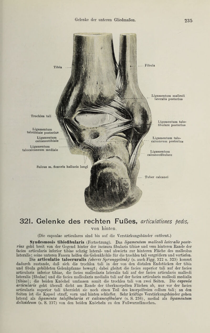 Tibia Fibula Tuber calcanei Ligamentum malleoli lateralis posterius Ligamentum talotibiale posterius Ligamentum calcaneotibiale Ligamentum talocalcaneum mediale Ligamentum talo- fibulare posterius Ligamentum talo- calcaneum posterius Ligamentum calcaneofibulare Sulcus m. flexoris hallucis longi Trocblea tali - 321. Gelenke des rechten Fußes, articulationes pedis, von hinten . (Die capsulae articulares sind bis auf die Verstärkungsbänder entfernt.) Syudesmosis tibiofibularis (Fortsetzung). Das ligamentum malleoli lateralis •poste- rius gebt breit von der Gegend hinter der incisura fibularis tibiae und vom hinteren Bande der facies articularis inferior tibiae schräg lateral- und abwärts zur hinteren Fläche des malleolus lateralis; seine unteren Fasern helfen die Gelenkhöhle für die trochlea tali vergrößern und vertiefen. Die articulatio talocruralis (oberes Sprunggelenk) (s. auch Figg. 322 u. 323) kommt dadurch zustande, daß sich die trochlea tali in der von den distalen Endstücken der tibia und fibula gebildeten Gelenkpfanne bewegt; dabei gleitet die facies superior tali auf der facies articularis inferior tibiae, die facies malleolaris lateralis tali auf der facies articularis malleoli lateralis [fibulae] und die facies malleolaris medialis tali auf der facies articularis malleoli medialis [tibiae]; die beiden Knöchel umfassen somit die trochlea tali von zwei Seiten. Die capsula articularis geht überall dicht am Bande der überknorpelten Flächen ab, nur vor der facies articularis superior tali überzieht sie noch einen Teil des knorpelfreien collum tali; an den Seiten ist die Kapsel straff, vom und hinten schlaffer. Sehr kräftige Verstärkungsbänder gehen lateral als ligamenta talofbularia et calcaneofibulare (s. S. 236), medial als ligamentum deltoideum (s. S. 237) von den beiden Knöcheln zu den Fußwurzelknocheri.
