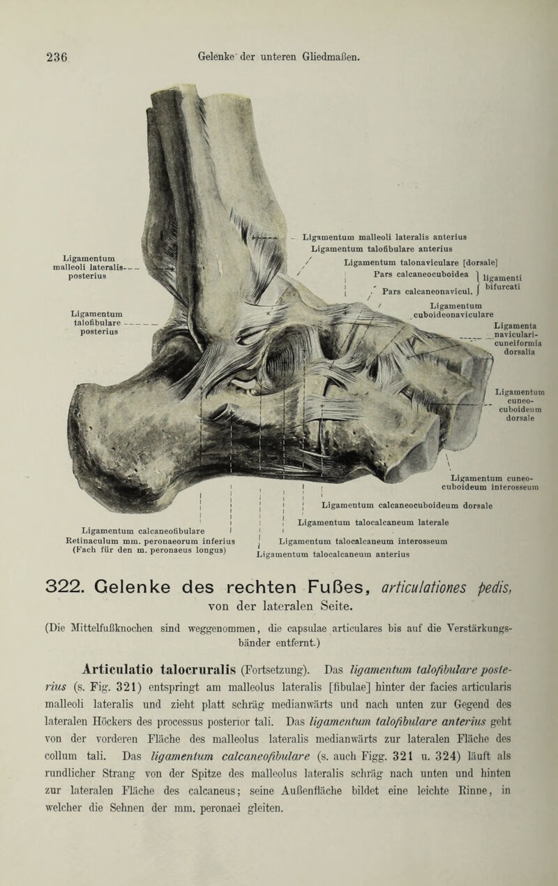 Ligamentum calcaneofibulare I Retinaculum mm. peronaeorum inferius (Fach für den m. peronaeus longus) Ligamentum malleoli lateralis anterius Ligamentum talofibulare anterius / Ligamentum talonavieulare [dorsale] Pars calcaneocuboidea } UgamentI - „ , . . ( bifurcati . Pars calcaneonavicul. ) Ligamentum cuboideonaviculare Ligamenta naviculari- cuneiformia dorsalia Ligamentum euneo- cuboideum dorsale \ \ Ligamentum cuneo- cuboideum interosseum i ] Ligamentum calcaneocuboideum dorsale i | 1 I i Ligamentum talocalcaneum laterale i i I Ligamentum talocalcaneum interosseum Ligamentum talocalcaneum anterius Ligamentum malleoli lateralis-- posterius Ligamentum talofibulare — posterius 322. Gelenke des rechten Fußes, arficulationes pedis, von der lateralen Seite. (Die Mittelfußknochen sind weggenommen, die capsulae articulares bis auf die Verstärkungs- bänder entfernt.) Articulatio talocruralis (Fortsetzung). Das ligamentum talofibulare poste- rius (s. Fig. 321) entspringt am malleolus lateralis [fibulae] hinter der facies articularis malleoli lateralis und zieht platt schräg medianwärts und nach unten zur Gegend des lateralen Höckers des processus posterior tali. Das ligamentum talofbulare anterius geht von der vorderen Fläche des malleolus lateralis medianwärts zur lateralen Fläche des collum tali. Das ligamentum calcaneofibulare (s. auch Figg. 321 u. 324) läuft als rundlicher Strang von der Spitze des malleolus lateralis schräg nach unten und hinten zur lateralen Fläche des calcaneus; seine Außenfläche bildet eine leichte Finne, in welcher die Sehnen der mm. peronaei gleiten.