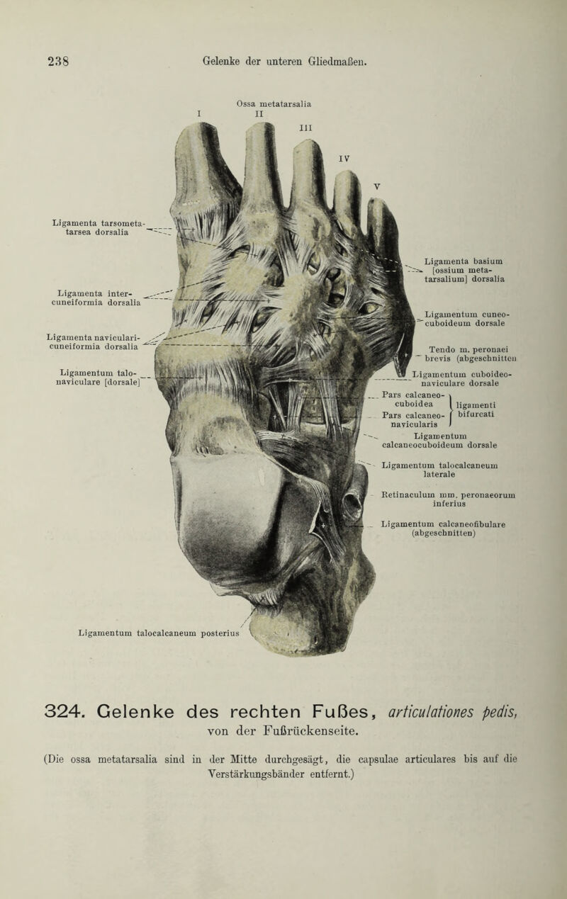 Ossa metatarsalia I II Ligamenta tarsometa- tarsea dorsalia Retinaculum mm. peronaeorum inferius Ligamentum talocalcaneum posterius Ligamentum calcaneofibulare (abgeschnitten) Ligamenta basium [ossium meta- tarsalium] dorsalia Ligamentum cuneo- cuboideum dorsale Tendo m. peronaei brevis (abgeschnitten Ligamentum cuboideo- naviculare dorsale Pars calcaneo- > cuboidea I ligamenti Pars calcaneo- | bifureati navicularis / Ligamentum calcaneocuboideum dorsale Ligamentum talocalcaneum laterale Ligamenta inter- cuneiformia dorsalia Ligamenta naviculari- cuneiformia dorsalia Ligamentum talo- naviculare [dorsale] 324. Gelenke des rechten Fußes, articulationes pedis, von der Fußrückenseite. (Die ossa metatarsalia sind in der Mitte durchgesägt, die capsulae articulares bis auf die Yerstärkimgsbänder entfernt.)
