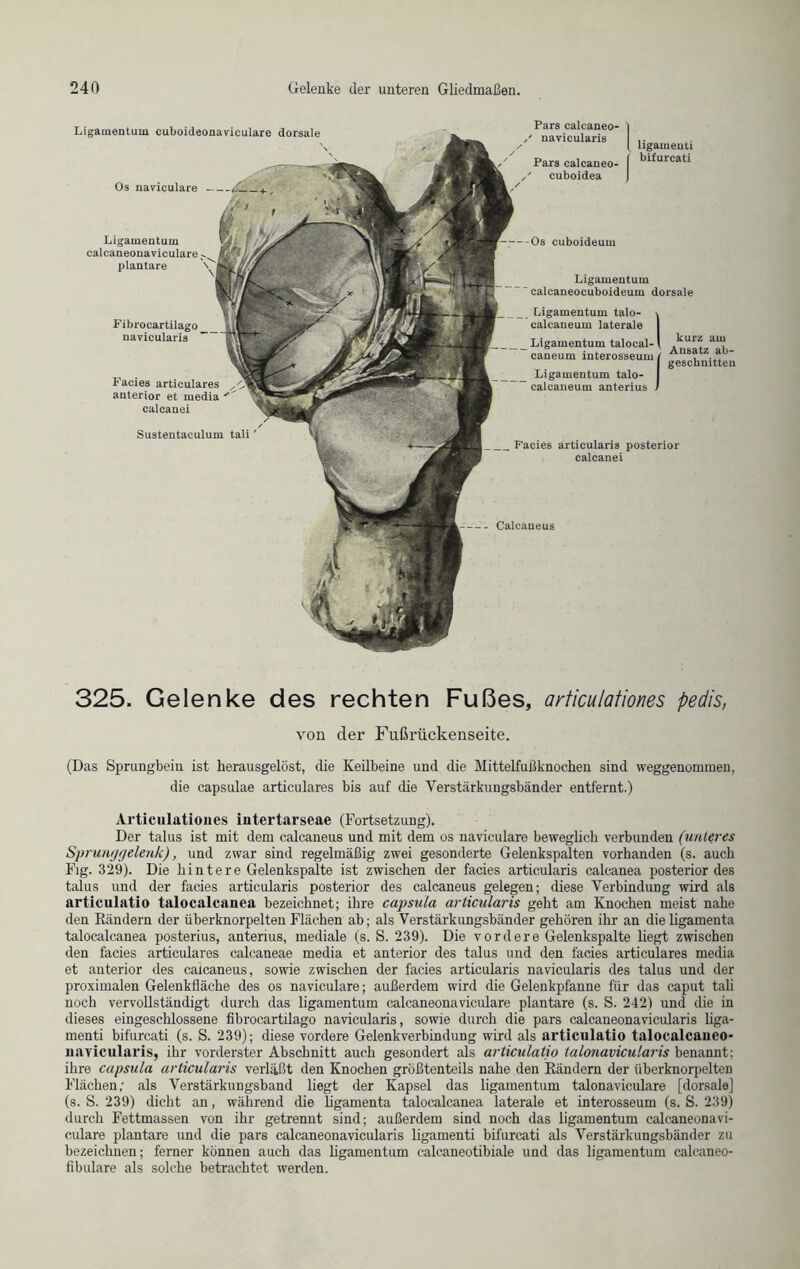 Calcaueus Pars calcaneo- - navicularis Pars calcaneo- cuboidea ligameini bifurcati Ligamentum cuboideonaviculare dorsale Os naviculare Ligamentum calcaneonavieulare plantare Fibrocartilago navicularis -Os cuboideum Facies articularis posterior calcanei Facies articulares anterior et media calcanei Sustentaculum tali' Ligamentum calcaneocuboideum dorsale Ligamentum talo- calcaneum laterale Ligamentum talocal- caneum interosseum __ Ligamentum talo calcaueum anterius um / r.) kurz am Ansatz ab- geschnitten 325. Gelenke des rechten Fußes, articulationes pedis, von der Fußrückenseite. (Das Sprungbein ist herausgelöst, die Keübeine und die Mittelfußknochen sind weggenomtuen, die capsulae articulares bis auf che Verstärkungsbänder entfernt.) Articulationes intertarseae (Fortsetzung). Der talus ist mit dem calcaneus und mit dem os naviculare beweglich verbunden (unteres Sprunggelenk), und zwar sind regelmäßig zwei gesonderte Gelenkspalten vorhanden (s. auch Fig. 329). Die hintere Gelenkspalte ist zwischen der facies articularis calcanea posterior des talus und der facies articularis posterior des calcaneus gelegen; diese Verbindung wn-d als articulatio talocalcanea bezeichnet; ihre capsula articularis geht am Knochen meist nahe den Rändern der überknorpelten Flächen ab; als Verstärkungsbänder gehören ihr an dieligamenta talocalcanea posterius, anterius, mediale (s. S. 239). Die vordere Gelenkspalte liegt zwischen den facies articulares calcaneae media et anterior des talus und den facies articulares media et anterior des calcaneus, sowie zwischen der facies articularis navicularis des talus und der proximalen Gelenkfläche des os naviculare; außerdem wird die Gelenkpfanne für das caput tali noch vervollständigt durch das ligamentum calcaneonavieulare plantare (s. S. 242) und die in dieses eingeschlossene fibrocartilago navicularis, sowie durch die pars calcaneonavicularis liga- menti bifurcati (s. S. 239); diese vordere Gelenkverbindung wird als articulatio talocalcaueo- navicularis, ihr vorderster Abschnitt auch gesondert als articulatio talonavicularis benannt; ihre capsula articularis verläßt den Knochen größtenteils nahe den Rändern der überknorpelten Flächen; als Verstärkungsband liegt der Kapsel das ligamentum talonaviculare [dorsale] (s. S. 239) dicht an, während die ligamenta talocalcanea laterale et interosseum (s. S. 239) durch Fettmassen von ihr getrennt sind; außerdem sind noch das ligamentum caleaneonavi- culare plantare und die pars calcaneonavicularis ligamenti bifurcati als Verstärkungsbänder zu bezeichnen; ferner können auch das ligamentum calcaneotibiale und das ligamentum calcaneo- fibulare als solche betrachtet werden.