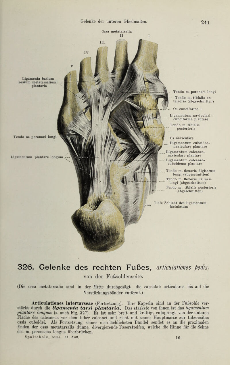 Ossa metatarsalia II I Tendo m. perouaei longi Ligaiueutum plantare longum Tiefe Schicht des ligamentum laciniatum Ligamenta basium [ossium metatarsalium] — plantaria Tendo m. peronaei longi Tendo m. tibialis an- terioris (abgeschnitten) Os cuneiforme I Ligamentum naviculari- cuneiforme plantare Ligamentum calcaneo- naviculare plantare Ligamentum calcaneo- cuboideum plantare Tendo m. flexoris digitorum longi (abgeschnitten) Tendo m. flexoris hallucis longi (abgeschnitten) Tendo m. tibialis posterioris (abgeschnitten) Tendo m. tibialis posterioris Os naviculare Ligamentum cuboideo- naviculare plantare 326. Gelenke des rechten Fußes, articulationes pedis, von der Fußsohlenseite. (Die ossa metatarsalia sind in der Mitte durchgesägt, die capsulae articulares bis auf die Verstärkungsbänder entfernt.) Articulationes intertarseae (Fortsetzung). Ihre Kapseln sind an der Fußsohle ver- stärkt durch die ligamenta tarsi plantaria. Das stärkste von ihnen ist das ligamentum plantare longum (s. auch Fig. 327). Es ist sehr breit und kräftig, entspringt von der unteren Fläche des calcaneus vor dem tuber calcanei und zieht mit seiner Hauptmasse zur tuberositas ossis cuboidei. Als Fortsetzung seiner oberflächlichsten Bündel sendet es an die proximalen Enden der ossa metatarsalia dünne, divergierende Faserstreifen, welche die Rinne für die Sehne des m. peronaeus longus überbrücken. Spalteholz, Atlas. 11. Aufl. 16