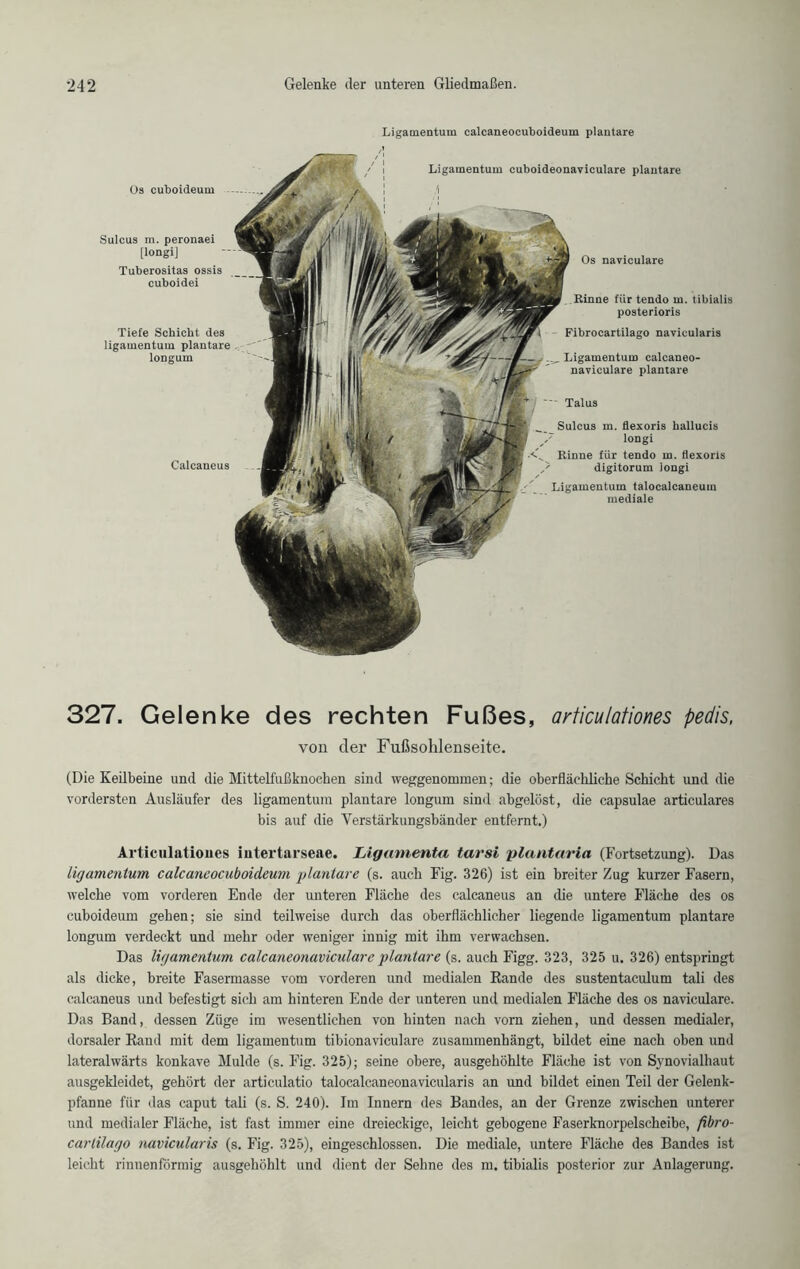 Ligamentum calcaneocuboideum plantare Calcaneus Os naviculare Os cuboideum Sulcus m. peronaei [longi] Tuberositas ossis cuboidei Tiefe Schicht des ligamentum plantare longum Talus Sulcus m. flexoris hallucis longi Rinne für tendo m. flexoris digitorum longi Ligamentum talocalcaneum mediale Ligamentum cuboideonaviculare plantare !\ Rinne fiir tendo m. tibialis posterioris Fibrocartilago navieularis Ligamentum calcaneo- naviculare plantare 327. Gelenke des rechten Fußes, articulationes pedis, von der Fußsohlenseite. (Die Keilbeine und die Mittelfußknoehen sind weggenommen; die oberflächliche Schicht und die vordersten Ausläufer des ligamentum plantare longum sind abgelöst, die capsulae articulares bis auf die Verstärkungsbänder entfernt.) Articulationes iutertarseae. Ligamenta tarsi plantaria (Fortsetzung). Das ligamentum calcaneocuboideum plantare (s. auch Fig. 326) ist ein breiter Zug kurzer Fasern, welche vom vorderen Ende der unteren Fläche des calcaneus an die untere Fläche des os cuboideum gehen; sie sind teilweise durch das oberflächlicher liegende ligamentum plantare longum verdeckt und mehr oder weniger innig mit ihm verwachsen. Das ligamentum calcaneonaviculare plantare (s. auch Figg. 323, 325 u. 326) entspringt als dicke, breite Fasermasse vom vorderen und medialen Bande des sustentaculum tali des calcaneus und befestigt sich am hinteren Ende der unteren und medialen Fläche des os naviculare. Das Band, dessen Züge im wesentlichen von hinten nach vom ziehen, und dessen medialer, dorsaler Rand mit dem ligamentum tibionaviculare zusammenhängt, bildet eine nach oben und lateralwärts konkave Mulde (s. Fig. 325); seine obere, ausgehöhlte Fläche ist von Synovialhaut ausgekleidet, gehört der articulatio talocalcaneonavicularis an und bildet einen Teil der Gelenk- pfanne für das caput tali (s. S. 240). Im Innern des Bandes, an der Grenze zwischen unterer und medialer Fläche, ist fast immer eine dreieckige, leicht gebogene Faserknorpelscheibe, fibro- cartilago navieularis (s. Fig. 325), eingeschlossen. Die mediale, untere Fläche des Bandes ist leicht rinnenförmig ausgehöhlt und dient der Sehne des m. tibialis posterior zur Anlagerung.