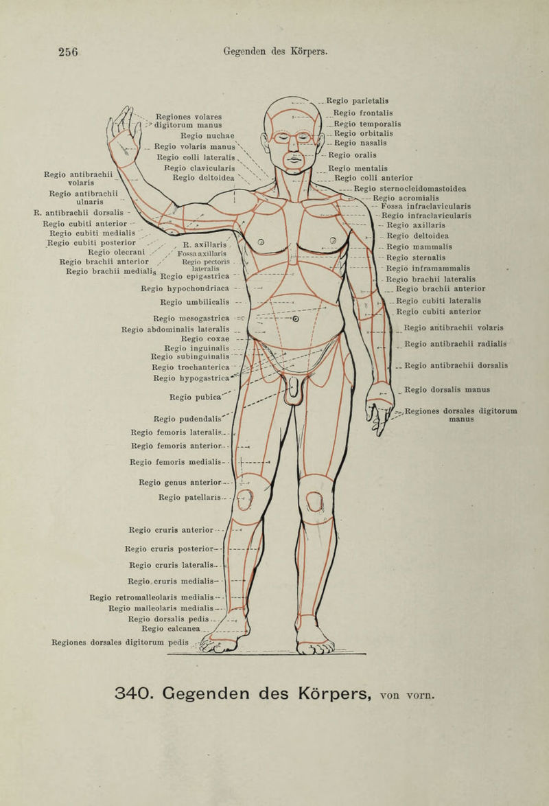 Regio antibrachii volaris Regio antibrachii ulnaris R. antibrachii dorsalis - Regio cubiti anterior Regio cubiti medialis Regio cubiti posterior Regio olecranl Regio brachii anterior Regio brachii medialis Regio pudendalis Regio femoris lateralis... Regio femoris anterior-- Regio femoris medialis- - Regio genus anterior— Regio patellaris Regio cruris anterior -- Regio cruris posterior-- Regio cruris lateralis- Regio cruris medialis- Regio retromalleolaris medialis - Regio malleolaris medialis - Regio dorsalis pedis- Regio calcanea Regiones dorsales digitorum pedis Regio parietalis Regio frontalis ...Regio temporalis .. Regio orbitalis - Regio nasalis Regio oralis Regio mentalis Regio colli anterior --Regio sternoeleidomastoidea Regio acromialis Fossa infraclavicularis Regio infraclavicularis Regio axillaris - Regio deltoidea - Regio mammalis Regio sternalis Regio inframammalis Regio brachii lateralis ... Regio brachii anterior Regio cubiti lateralis ; V Regio cubiti anterior Regio antibrachii volaris Regio antibrachii radialis ._ Regio antibrachii dorsalis Regio dorsalis manus -—Regiones dorsales digitorur manus -y 340. Gegenden des Körpers, von vorn.