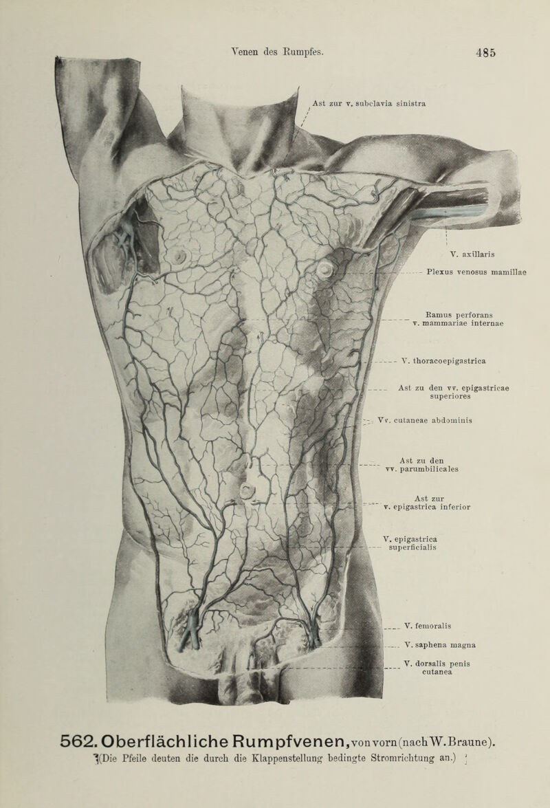 Ast zur v. subclavia sinistra / V. axillaris — Plexus venosus mamillae Ramus perforans v. mammariae internae V. thoracoepigastrica Ast zu den vv. epigastricae superiores Vv. cutaneae abdominis Ast zu den vv. parumbilicales Ast zur v. epigastrica inferior V. epigastrica - superficialis V. femoralis V. saphena magna V. dorsalis penis cutanea 562. Oberflächliche Ru mpf Venen, von vorn(nachW. Braune) ^(Die Pfeile deuten die durch die Klappenstellung bedingte Stromrichtung an.) '