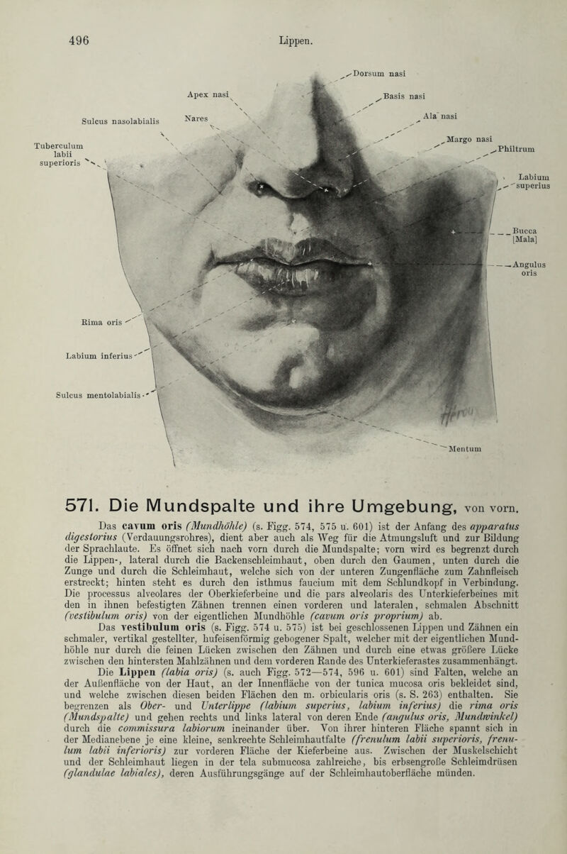 Sulcus nasolabialis Tuberculum labii superioris ' Kima oris Labium inferius Sulcus mentolabialis Apex nasi Nares Dorsum nasi Basis nasi Ala nasi „Margo nasi Philtrum Labium ■»^--''superius Bucca [Mala] Angulus oris Mentum 571. Die Mundspalte und ihre Umgebung, von vorn. Das cavum oris (Mundhöhle) (s. Figg. 574, 575 u. 601) ist der Anfang des apparalus digeslorius (Verdauungsrohres), dient aber auch als Weg für die Atmungsluft und zur Bildung der Sprachlaute. Es öffnet sich nach vorn durch die Mundspalte; vorn wird es begrenzt durch die Lippen-, lateral durch die Backenschleimhaut, oben durch den Gaumen, unten durch die Zunge und durch die Schleimhaut, welche sich von der unteren Zungenfläche zum Zahnfleisch erstreckt; hinten steht es durch den isthmus faucium mit dem Schlundkopf in Verbindung. Die processus alveolares der Oberkieferbeine und die pars alveolaris des Unterkieferbeines mit den in ihnen befestigten Zähnen trennen einen vorderen und lateralen, schmalen Abschnitt (vestibulum oris) von der eigentlichen Mundhöhle (cavum oris proprium) ab. Das vestibulum oris (s. Figg. 574 u. 575) ist bei geschlossenen Lippen und Zähnen ein schmaler, vertikal gestellter, hufeisenförmig gebogener Spalt, welcher mit der eigentlichen Mund- höhle nur durch die feinen Lücken zwischen den Zähnen und durch eine etwas größere Lücke zwischen den hintersten Mahlzähnen und dem vorderen Rande des Unterkieferastes zusammenhängt. Die Lippen (labia oris) (s. auch Figg. 572—574, 596 u. 601) sind Falten, welche an der Außenfläche von der Haut, an der Innenfläche von der tunica mucosa oris bekleidet sind, und welche zwischen diesen beiden Flächen den m. orbicularis oris (s. S. 263) enthalten. Sie begrenzen als Ober- und Unterlippe (labium superius, labium inferius) die rima oris (Mundspalte) und gehen rechts und links lateral von deren Ende (angulus oris, Mundwinkel) durch die commissura labiorum ineinander über. Von ihrer hinteren Fläche spannt sich in der Medianebene je eine kleine, senkrechte Schleimhautfalte (frenulum labii superioris, frenu- lum labii inferioris) zur vorderen Fläche der Kieferbeine aus. Zwischen der Muskelschicht und der Schleimhaut liegen in der tela submucosa zahlreiche, bis erbsengroße Schleimdrüsen (glandulae labiales), deren Ausführungsgänge auf der Schleimhautoberfläche münden.