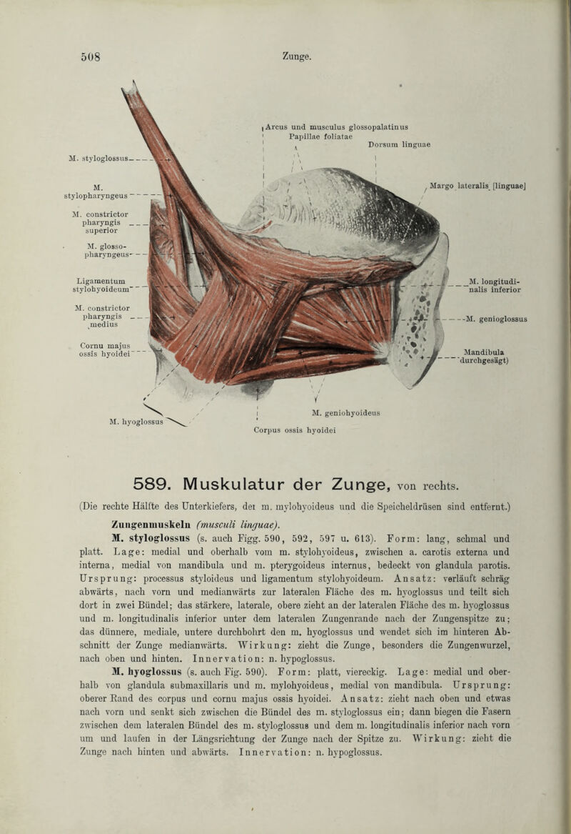 M. styloglossus— M. stylopharyngeus — M. constrictor pharyngis superior M. glosso- pliaryngeus— Ligamentum stylohyoideum M. constrictor pharyngis — ynedius M. longitudi- nalis inferior M. genioglossus Cornu majus ossis hyoidei i Arcus und musculus glossopalatinus Papillae foliatae Ä Dorsum linguae Margo lateralis [linguaej M. hyoglossus M. geniohyoideus Corpus ossis hyoidei 589. Muskulatur der Zunge, von rechts. (Die rechte Hälfte des Unterkiefers, der m. mylohyoideus und die Speicheldrüsen sind entfernt.) Zuugenuiuskeln (musculi linguae). M. styloglossus (s. auch Figg. 590, 592, 597 u. 613). Form: lang, schmal und platt. Lage: medial und oberhalb vom m. stylohyoideus, zwischen a. carotis externa und interna, medial von mandibula und m. pterygoideus internus, bedeckt von glandula parotis. Ursprung: processus styloideus und ligamen tum stylohyoideum. Ansatz: verläuft schräg abwärts, nach vorn und medianwärts zur lateralen Fläche des m. hyoglossus und teilt sich dort in zwei Bündel; das stärkere, laterale, obere zieht an der lateralen Fläche des m. hyoglossus und m. longitudinalis inferior unter dem lateralen Zungenrande nach der Zungenspitze zu; das dünnere, mediale, untere durchbohrt den m. hyoglossus und wendet sich im hinteren Ab- schnitt der Zunge medianwärts. Wirkung: zieht die Zunge, besonders die Zungenwurzel, nach oben und hinten. Innervation: n. hypoglossus. M. hyoglossus (s. auch Fig. 590). Form: platt, viereckig. Lage: medial und ober- halb von glandula submaxillaris und m. mylohyoideus, medial von mandibula. Ursprung: oberer Rand des corpus und cornu majus ossis hyoidei. Ansatz: zieht nach oben und etwas nach vorn und senkt sich zwischen die Bündel des m. styloglossus ein; dann biegen die Fasern zwischen dem lateralen Bündel des m. styloglossus und dem m. longitudinalis inferior nach vorn um und laufen in der Längsrichtung der Zunge nach der Spitze zu. Wirkung: zieht die Zunge nach hinten und abwärts. Innervation: n. hypoglossus.