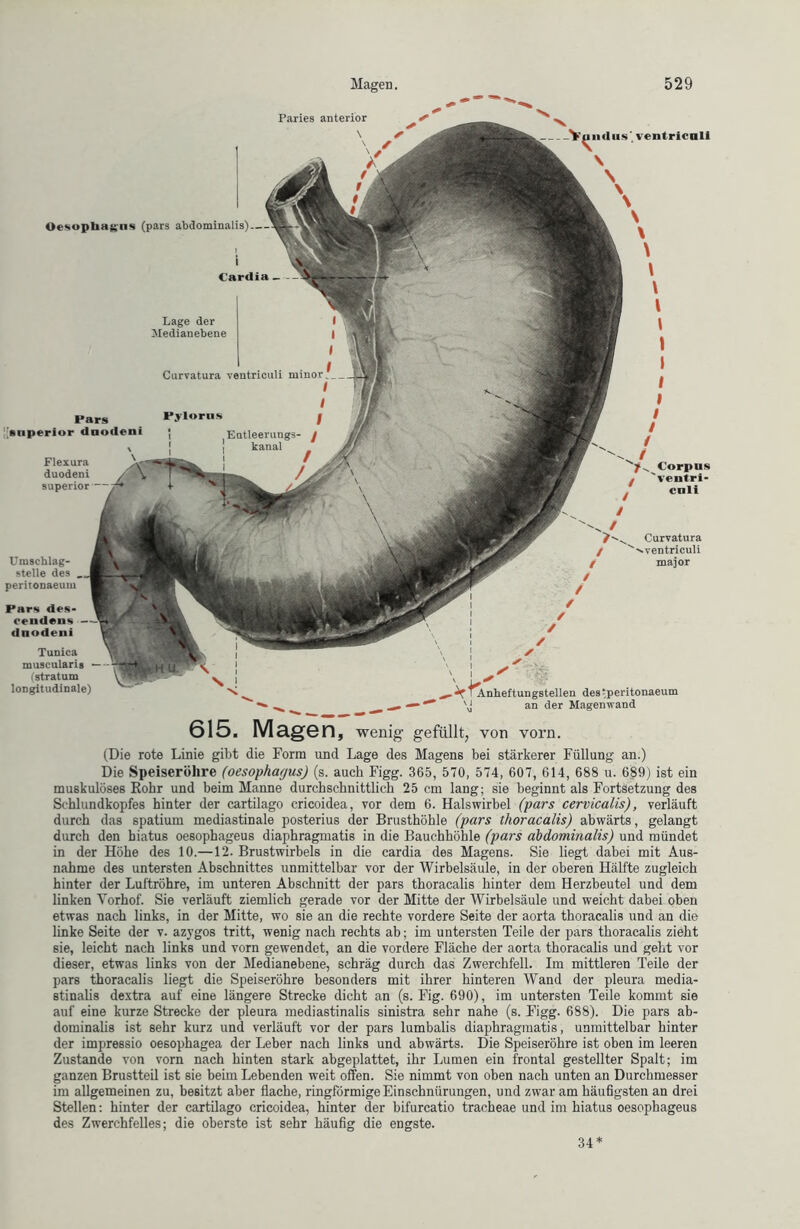 Paries anterior \ us ventricali v Corpus 'vcntri- cali Curvatura vventnculi major Anheftungstellen des (peritonaeum an der Magenwand Oesophagus (pars abdominalis) I Cardia- Pars Superior duodeni \ Flexura duodeni superior — Lage der Medianebene Curvatura ventrieuli ruinor;_ I I Fylorns j Entleerungs- / lronnl Umschlag- stelle des peritonaeum Pars des- cendens - duodeni Tunica muscularis ■— (stratum longitudinale) 615. Magen, wenig- gefüllt, von vorn. (Die rote Linie gibt die Form und Lage des Magens bei stärkerer Füllung an.) Die Speiseröhre (oesophayus) (s. auch Figg. 365, 570, 574, 607, 614, 688 u. 689) ist ein muskulöses Rohr und beim Manne durchschnittlich 25 cm lang; sie beginnt als Fortsetzung des Schlundkopfes hinter der cartilago cricoidea, vor dem 6. Halswirbel (pars cervicalis), verläuft durch das spatium mediastinale posterius der Brusthöhle (pars thoracalis) abwärts, gelangt durch den hiatus oesophageus diaphragmatis in die Bauchhöhle (pars abdominalis) und mündet in der Höhe des 10.—12. Brustwirbels in die cardia des Magens. Sie liegt dabei mit Aus- nahme des untersten Abschnittes unmittelbar vor der Wirbelsäule, in der oberen Hälfte zugleich hinter der Luftröhre, im unteren Abschnitt der pars thoracalis hinter dem Herzbeutel und dem linken Yorhof. Sie verläuft ziemlich gerade vor der Mitte der Wirbelsäule und weicht dabei oben etwas nach links, in der Mitte, wo sie an die rechte vordere Seite der aorta thoracalis und an die linke Seite der v. azygos tritt, wenig nach rechts ab; im untersten Teile der pars thoracalis zieht sie, leicht nach links und vorn gewendet, an die vordere Fläche der aorta thoracalis und geht vor dieser, etwas links von der Medianebene, schräg durch das Zwerchfell. Im mittleren Teile der pars thoracalis liegt die Speiseröhre besonders mit ihrer hinteren Wand der pleura media- stinalis dextra auf eine längere Strecke dicht an (s. Fig. 690), im untersten Teile kommt sie auf eine kurze Strecke der pleura mediastinalis sinistra sehr nahe (s. Figg. 688). Die pars ab- dominalis ist sehr kurz und verläuft vor der pars lumbalis diaphragmatis, unmittelbar hinter der impressio oesophagea der Leber nach links und abwärts. Die Speiseröhre ist oben im leeren Zustande von vorn nach hinten stark abgeplattet, ihr Lumen ein frontal gestellter Spalt; im ganzen Brustteü ist sie beim Lebenden weit offen. Sie nimmt von oben nach unten an Durchmesser im allgemeinen zu, besitzt aber flache, ringförmige Einschnürungen, und zwar am häufigsten an drei Stellen: hinter der cartilago cricoidea, hinter der bifurcatio tracheae und im hiatus oesophageus des Zwerchfelles; die oberste ist sehr häufig die engste. 34*