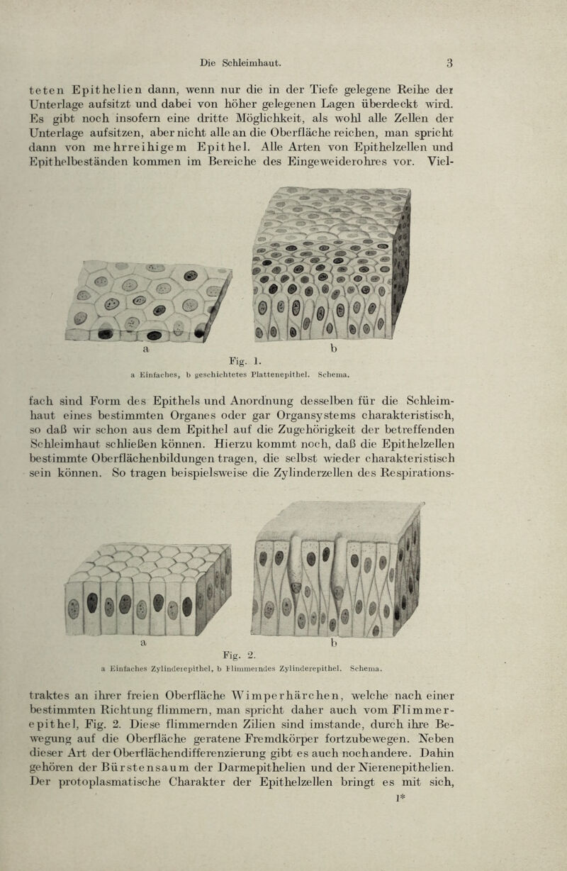 teten Epithelien dann, wenn nur die in der Tiefe gelegene Reihe der Unterlage aufsitzt und dabei von höher gelegenen Lagen überdeckt wird. Es gibt noch insofern eine dritte Möglichkeit, als wohl alle Zellen der Unterlage aufsitzen, aber nicht alle an die Oberfläche reichen, man spricht dann von mehrreihigem Epithel. Alle Arten von Epithelzellen und Epithelbeständen kommen im Bereiche des Eingeweiderohres vor. Viel- a Fig. 1. a Einfaches, b geschichtetes Plattenepithel. Schema. fach sind Form des Epithels und Anordnung desselben für die Schleim- haut eines bestimmten Organes oder gar Organsystems charakteristisch, so daß wir schon aus dem Epithel auf die Zugehörigkeit der betreffenden Schleimhaut schließen können. Hierzu kommt noch, daß die Epithelzellen bestimmte Oberflächenbildungen tragen, die selbst wieder charakteristisch sein können. So tragen beispielsweise die Zylinderzellen des Respirations- a Fig. 2. a Einfaches Zyliiideiepithel, b llimraeindes Zylimlerepithel. Schema. traktes an ihrer freien Oberfläche Wimperhärchen, welche nach einer bestimmten Richtung flimmern, man spricht daher auch vom Flimmer- epithel, Fig. 2. Diese flimmernden Zilien sind imstande, durch ihre Be- wegung auf die Oberfläche geratene Fremdkörper fortzubewegen. Neben dieser Art der Oberflächendifferenzierung gibt es auch nochandere. Dahin gehören der Bürstensaum der Darmepithelien und der Nieienepithelien. Der protoplasmatische Charakter der Epithelzellen bringt es mit sich, 1*