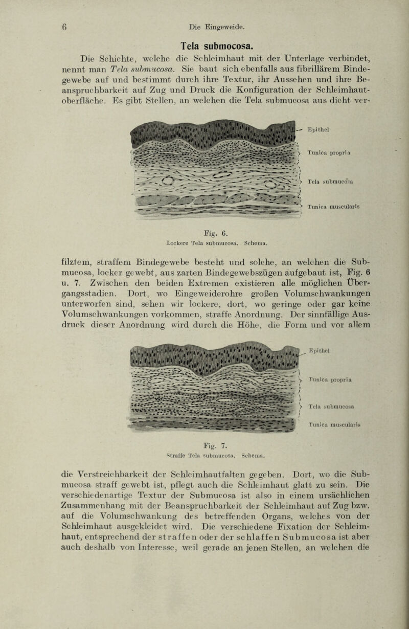 Tela submocosa. Die Schichte, welche die Schleimhaut mit der Unterlage verbindet, nennt man Tela suhmiicosa. Sie baut sich ebenfalls aus fibrillärem Binde- gewebe auf und bestimmt durch ihre Textur, ihr Aussehen und ihre Be- anspruchbarkeit auf Zug und Druck die Konfiguration der Schleimhaut- oberfläche. Es gibt Stellen, an welchen die Tela submucosa aus dicht ver- Epitliel Timica propria Tela submuco'a Tunica rausciilaris Fig. 6. Lockere Tela submucosa. Schema. filztem, straffem Bindegewebe besteht und solche, an welchen die Sub- mucosa, locker gewebt, aus zarten Bindegewebszügen aufgebaut ist, Fig. 6 u. 7. Zwischen den beiden Extremen existieren alle möglichen Über- gangsstadien. Dort, wo EingeAveiderohre großen Volumschwankungen unterworfen sind, sehen wir lockere, dort, wo geringe oder gar keine Volumschwankungen verkommen, straffe Anordnung. Der sinnfällige Aus- druck dieser Anordnung wird durch die Höhe, die Form und vor allem Epithel Tunica propria Tela submucosa Tunica muscularis Fig. 7. straffe Tela submucosa. Schema. die Verstreichbarkeit der Schleimhautfalten gegeben. Doid, wo die Sub- mucosa straff gewebt ist, pflegt auch die Schleimhaut glatt zu sein. Die verschiedenartige Textur der Submucosa ist also in einem ursächlichen Zusammenhang mit der Beansprirchbarkeit der Schleimhaut auf Zug bzw. auf die Volumschwankung des betreffenden Organs, welches von der Schleimhaut ausgekleidet wird. Die verschiedene Fixation der Schleim- haut, entsprechend der straffen oder der schlaffen Submucosa ist aber auch deshalb von Interesse, weil gerade an jenen Stellen, an Avelchen die