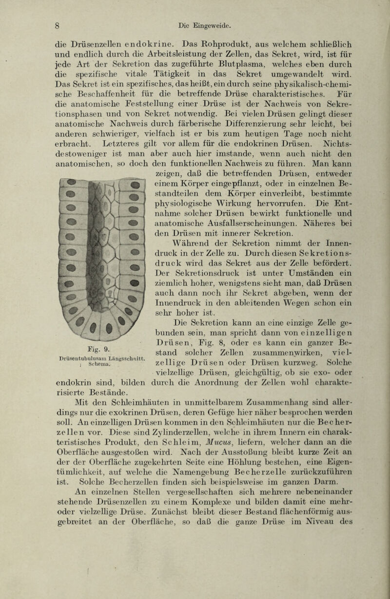 die Drüsenzellen endokrine. Das Rohprodukt, aus welchem schließlich und endlich durch die Arbeitsleistung der Zellen, das Sekret, wird, ist für jede Art der Sekretion das zugeführte Blutplasma, welches eben durch die spezifische vitale Tätigkeit in das Sekret umgewandelt wird. Das Sekret ist ein spezifisches, das heißt, ein durch seine physikalisch-chemi- sche Beschaffenheit für die betreffende Drüse charakteristisches. Für die anatomische Feststellung einer Drüse ist der Nachweis von Sekre- tionsphasen und von Sekret notwendig. Bei vielen Drüsen gelingt dieser anatomische Nachweis durch färberische Differenzierung sehr- leicht, bei anderen schwieriger, vielfach ist er bis zum heutigen Tage noch nicht erbracht. Letzteres gilt vor allem für die endokrinen Drüsen. Nichts- destowerriger ist man aber auch hier imstande, wenn auch rricht den anatomischen, so doch den funktionellerr Nachweis zu füluen. Man kanrr zeigen, daß die betreffenden Drüserr, entweder einem Körper eingepflarrzt, oder in einzelnen Be- standteilen dem Körper einverleibt, bestimmte physiologische Wirkurrg hervorrufen. Die Ent- nahme solcher Drüsen bewirkt funktionelle und anatomische Ausfallserscheinungerr. Näheres bei den Drüserr mit innerer Sekretion. Währerrd der Sekretion nimmt der Innen- druck in der Zelle zu. Durch diesen Sekretions- druck wird das Sekret aus der Zelle befördert. Der Sekretionsdruck ist unter Umständen ein ziemlich hoher, wenigstens sieht man, daß Drüsen arrch darrn noch ihr Sekret abgeben, wenn der Inrrendruck in derr ableitenden Wegen schon ein sehr hoher ist. Die Sekretion kann an eine einzige Zelle ge- bunden sein, man spricht dann von einzelligen Drüsen, Fig. 8, oder es kann ein ganzer Be- stand solcher Zellen Zusammenwirken, viel- zellige Drüsen oder Drüsen kurzweg. Solche vielzellige Drüsen, gleichgültig, ob sie exo- oder- endokrin sind, bilden durch die Anordnung der Zellen wohl charakte- risiei-te Bestäirde. Mit den Schleimhäuten in unmittelbarem Zusammenhang sind aller- dings nur die exokrinen Drüsen, deren Gefüge hier näher besprochen werden soll. An einzelligen Drüsen kommen in den Schleimhäuten nur die Bec her- ze Ile n vor. Diese sind Zylinderzellen, welche in ihrem Innern ehr charak- teristisches Produkt, den Schleim, Mucus, liefern, welcher darrn an die Oberfläche ausgestoßerr -wird. Nach der Ausstoßuirg bleibt kurze Zeit an der der Oberfläche zugekeluten Seite eine Höhlung bestehen, eine Eigen- tümlichkeit, auf welche die Namengebung Becherzelle zurückzuführerr ist. Solche Becherzellerr finderr sich beispielsweise im ganzerr Darm. An einzelnen Stellerr vergesellschafterr sich mehr-ere nebeneirrarrder steherrde Drüsenzellerr zu einem Komplexe und bilden damit eine mehr-- oder -vielzellige Drüse. Zunächst bleibt dieser Bestand flächenförmig aus- gebreitet an der Oberfläche, so daß die ganze Drüse im Niveau des Eig. 9. Drüsentubulusara Längsschnitt. I Schema.