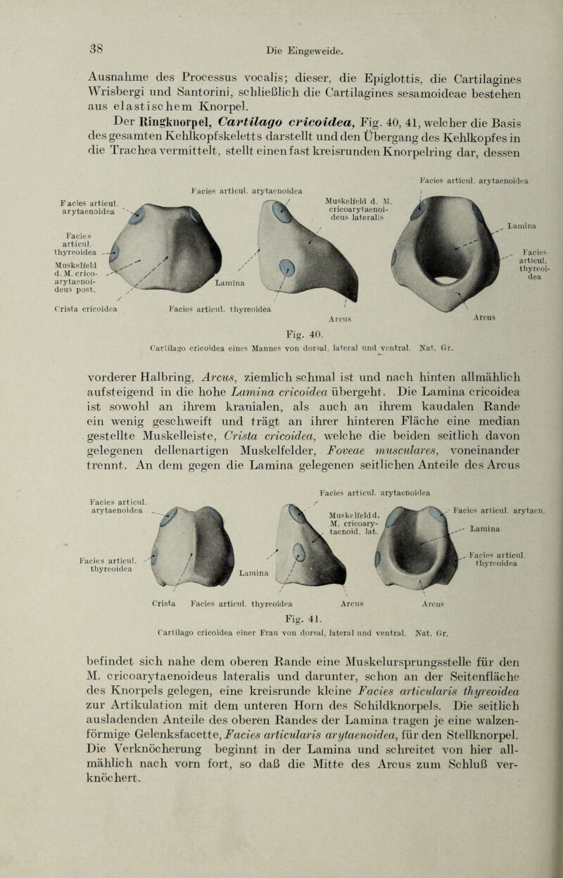 Ausnahme des Processus vocalis; dieser, die Epiglottis, die Cartilagines Wrisbergi und Santorini, schließlich die Cartilagines sesamoideae bestehen aus elastischem Knorpel. Der Ringkiiorpel, Cartilago cricoidea, Eig. 40, 41, welcher die Basis des gesamten Kehlkopfskeletts darstellt und den Übergang des Kehlkopfes in die Trachea vermittelt, stellt einen fast kreisrunden Knorpelring dar, dessen r’acies aiticul. arytaenoidfii Facies articul. arytacnoidea Muskelfeld d. M cricoarytaenoi- deus lateralis Facies articul. arytaenoidea Facies articul. thyreoidea _ Muskelfeld d. M. crico- arytaenoi- deus post. Lamina Crista cricoidea Facies articul. thyreoidea Arcus ^ Lamina Facies articul. thyreoi- dea Arcus Fig. 40. Cartilago cricoidea eines Mannes von dor.sal, lateral und ventral. Nat. Gr. vorderer Halbring, Arcus, ziemlich schmal ist und nach hinten allmählich auf steigend in die hohe Lamina cricoidea übergeht. Die Lamina cricoidea ist sowohl an ihrem kranialen, als auch an ihrem kaudalen Rande ein wenig geschweift und trägt an ihrer hinteren Fläche eine median gestellte Muskelleiste, Crista cricoidea, welche die beiden seitlich davon gelegenen dellenartigen Muskelfelder, Foveae musctdares, voneinander trennt. An dem gegen die Lamina gelegenen seitlichen Anteile des Arcus Facies articul. arytaenoidea Facies articid. ^ thyreoidea Lamina Facies articul. arytaenoiilea Muskelfeld d. M. cricoary- taenoid. lat. Facies articul. arytaen. Lamina , Facies articul. thyri’oidca Crista Facies articul. thyreoidea Arcus Arcus Fig. 41. Cartilago cricoidea einer Frau von dorsal, lateral und ventral. Js’at. Gr. befindet sich nahe dem oberen Rande eine Muskelursprungsstelle für den M. cricoarytaenoideus lateralis und darunter, schon an der Seitenfläche des Knorpels gelegen, eine kreisrunde kleine Facies articularis thyreoidea zur Artikulation mit dem unteren Horn des Schildknorpels. Die seitlich ausladenden Anteile des oberen Randes der Lamina tragen je eine walzen- förmige Gelenksfacette, Eacfes articularis arytaenoidea, für den Stellknorpel. Die Verknöcherung beginnt in der Lamina und schreitet von hier all- mählich nach vorn fort, so daß die Mitte des Arcus zum Schluß ver- knöchert.