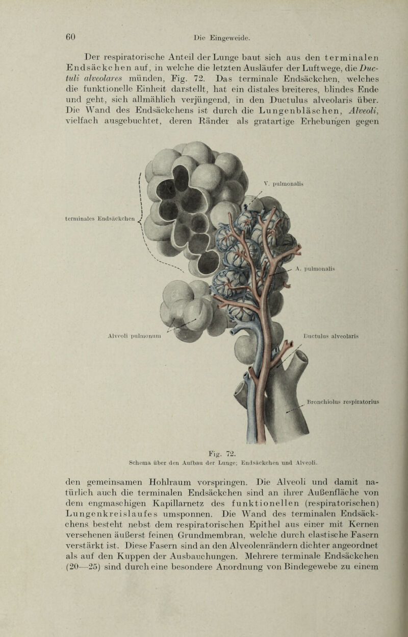 Der respiratorische Anteil der Lunge baut sich aus den terminalen Endsäckchen auf, in welche die letzten Ausläufer der Luftwege, die Dnc- tidi alveolares münden, Fig. 72. Das terminale Endsäckchen, welches die funktionelle Einheit darstellt, hat ein distales breiteres, blindes Ende und geht, sich allmählich verjüngend, in den Ductulus alveolaris über. Die Wand des Endsäckchens ist durch die Lungenbläschen, Alveoli, vielfach ausgebuchtet, deren Ränder als grataidige Erhebungen gegen Fig. 72. Schema über den Aufbau der Lunge; Endsäckchen und .\lveoli. den gemeinsamen Hohlraum vorspringen. Die Alveoli und damit na- türlich auch die terminalen Endsäckchen sind an ihrer Außenfläche von dem engmaschigen Kapillarnetz des funktionellen (re.spiratorischen) Lungenkreislaufes umsponnen. Die Wand des terminalen Endsäck- chens besteht nebst dem respiratorischen Epithel aus einer mit Kernen versehenen äußerst feinen Gruirdmembran, welche durch elastische Fasern verstärkt ist. Diese Fasern sind an den Alveolenrändern dichter angeordnet als auf den Kuppen der Ausbauchungen. Mehrere terminale Endsäckchen (20—25) sind durch eine besondei’e Anordnung von Bindegewebe zu einem Alveoli pulmonum V. pulmonalis A. pulmonalis Ductulus alveolaris Dronchiolus respiiatorius